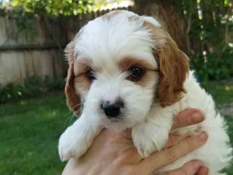 Cavapoos Teacup Cavapoo puppies for sale Precious Doodle Dogs