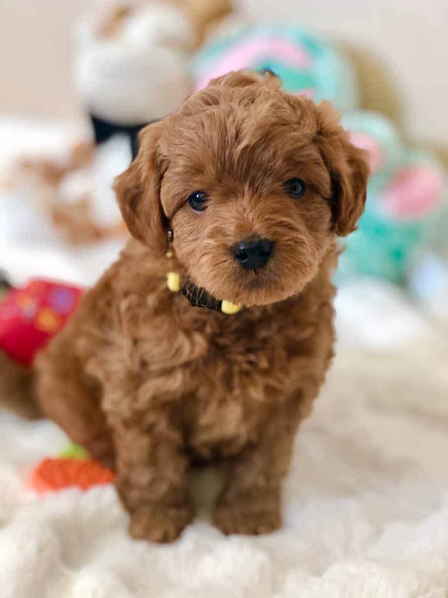 toy goldendoodle