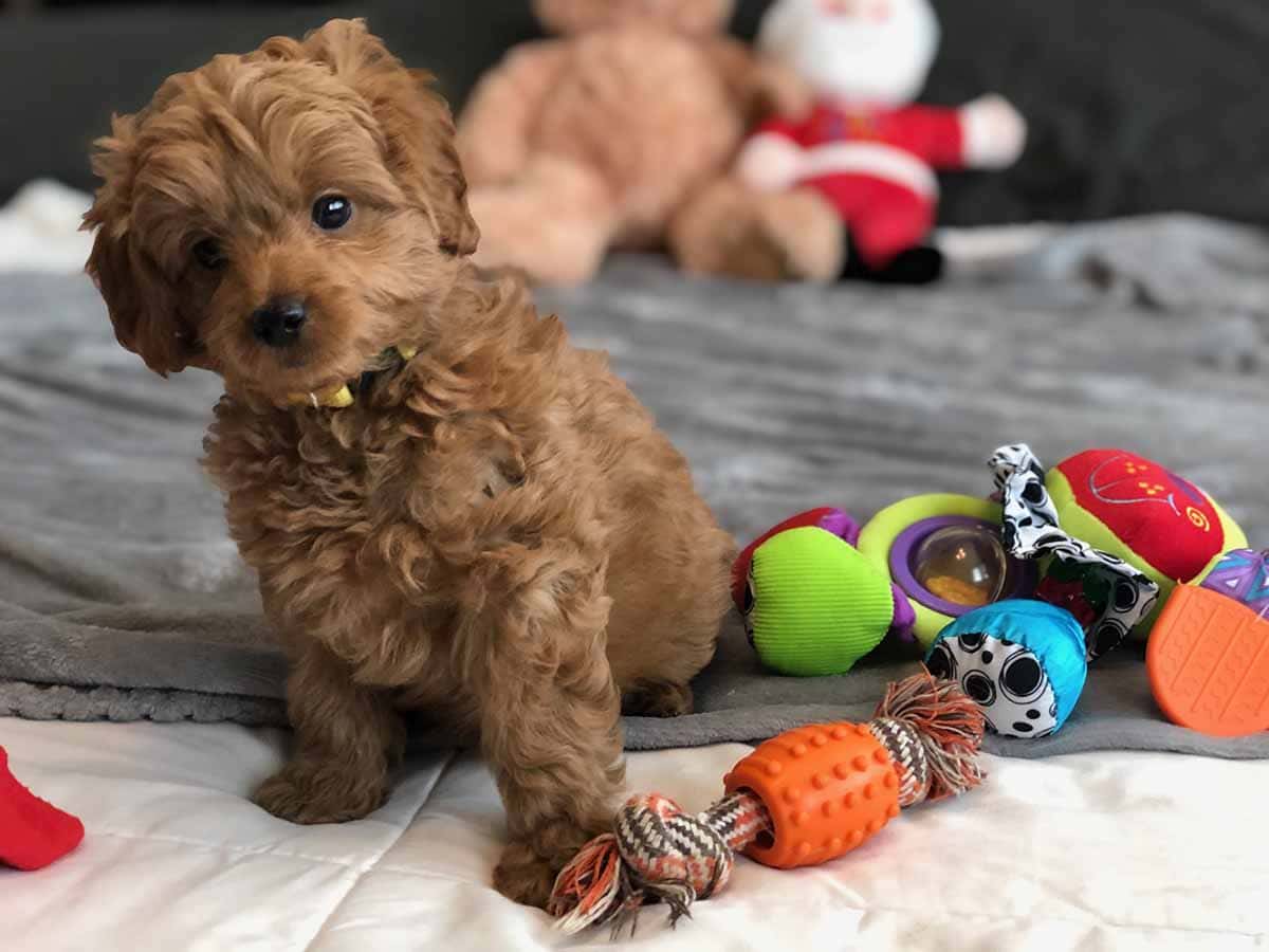 Goldendoodles Teacup Goldendoodle puppies Precious Doodle Dogs