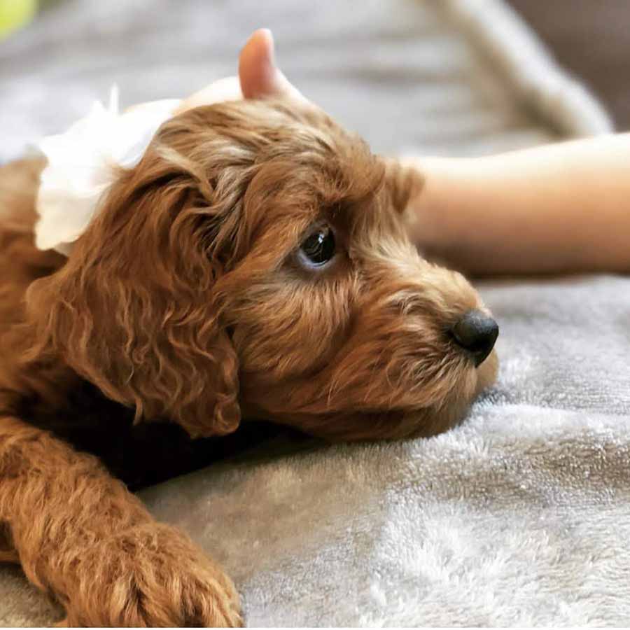 54 Best Pictures Chocolate Labradoodle Puppies Ohio - How To Take Care Of Your Pet Labradoodle And Train Him Well Pet Ponder