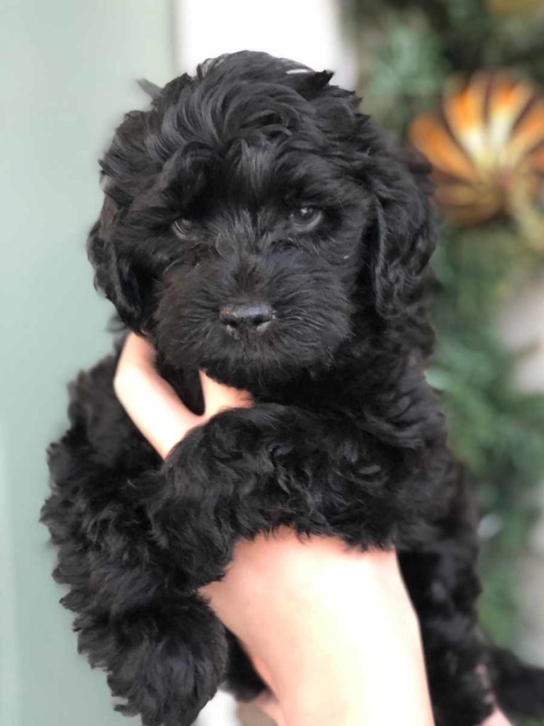 27 Best Images Labradoodle Puppy Price In India : Poodle For Sale Poodle Puppy For Sale In Delhi Ncr At Best Price Dav Pet Lovers