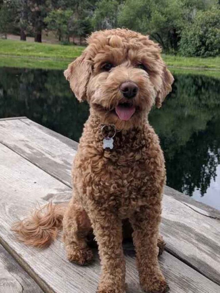 Goldendoodles Teacup Goldendoodle puppies Precious Doodle Dogs