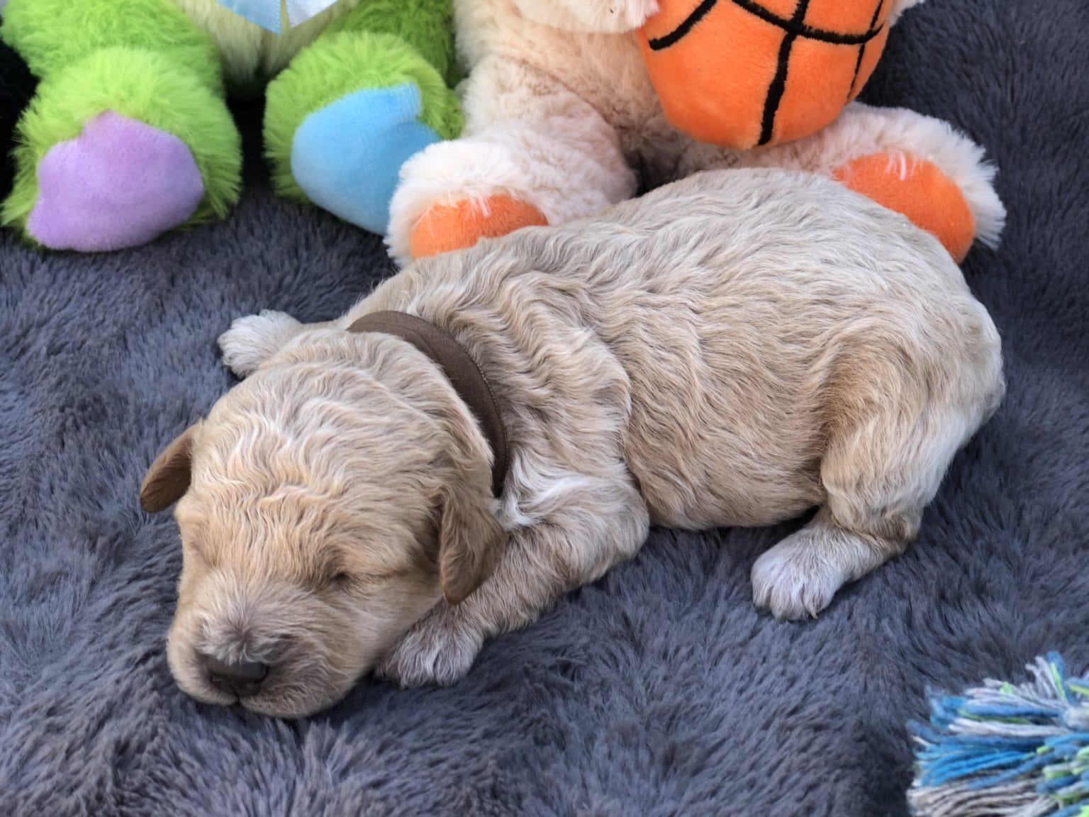 Brutus - Teacup Goldendoodle Boy - Precious Doodle Dogs - Teacup