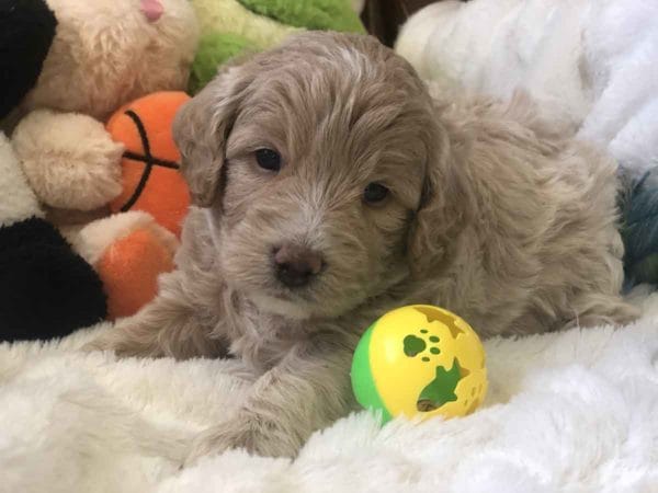 Precious Doodle Dogs, Teacup Doodle Dogs, Goldendoodle, Doodle Dog, Golden Doodles, Goldendoodle for sale, Goldendoodle puppies for sale, Miniature goldendoodle, goldendoodle puppies, mini goldendoodle, mini puppies, mini goldendoodle size, Mini Doodle Dogs, f1 goldendoodle, golden retriever poodle, chocolate goldendoodle, small doodles, goldendoodle temperament, goldendoodle colors, goldendoodle price, white goldendoodle, f2 goldendoodle, mini goldendoodle price, mini goldendoodle full grown, f1 mini goldendoodle, f1b goldendoodle, parti goldendoodle, goldendoodles near me, english goldendoodle, australian goldendoodle, red goldendoodle, doodle breeds, brown goldendoodle, goldendoodle cost, adult mini goldendoodle, golden noodle dog, doodle dog breeds, miniature golden doodle, miniature puppies, golden retriever poodle mix, A Star is Born, A star is born goldendoodle, a star is born dog, Bradley Cooper's Dog, Bradley Cooper Dog, Bradley Cooper's Goldendoodle, arizona goldendoodles, goldendoodle training, goldendoodle size, how big do mini goldendoodles get, goldendoodle full grown, baby goldendoodle, goldendoodle houston, golden doodles for sale, adult goldendoodle, apricot goldendoodle, goldendoodle grooming, mini golden doodles, goldendoodle shedding, f2b goldendoodle, goldendoodle hypoallergenic, goldendoodle names, english cream goldendoodle, golden retriever and poodle mix, mini goldendoodle puppies, micro goldendoodle, mini goldendoodle puppies for sale, miniature goldendoodle for sale, goldendoodle puppies for adoption, teddy bear goldendoodle, mini goldendoodle rescue, medium goldendoodle, black goldendoodle, mini goldendoodle for sale near me, goldendoodle puppies for sale near me, mini doodle, doodle puppies, mini goldendoodle for sale, goldendoodle breeders near me, miniature goldendoodle for sale near me, toy goldendoodle, petite goldendoodle, golden doodle dog, miniature goldendoodle puppies, mini goldendoodle puppies for sale near me, goldendoodles for sale near me, mini goldedoodle breeders, goldendoodle adoption, f1b mini goldendoodle, small goldendoodle, teacup goldendoodle, goldendoodle puppies near me, goldendoodle breeders, how to groom a goldendoodle, great doodle puppies, golden doodle mix, goldendoodle tampa, goldendoodle facts, white doodle dog, white goldendoodle puppy, mini goldendoodle maryland, country mini doodles, goldendoodle los angeles, toy labradoodle puppies for sale, types of goldendoodles, mini golden retriever puppies, golden goldendoodle, mini golden retriever puppies for sale, miniature australian goldendoodle, goldendoodle sacramento, goldendoodle omaha, labradoodle goldendoodle, f1 medium goldendoodle, BEST goldendoodles, pictures of mini goldendoodles, teacup goldendoodle full grown, micro mini goldendoodle full grown, toy goldendoodle price, goldendoodle chicago, retriever doodle, teacup goldendoodle puppies for sale, cute goldendoodle, mini teddy bear puppies, miniature goldendoodle full grown, f2 mini goldendoodle, goldendoodle spokane, mini goldendoodle chicago, micro mini goldendoodle, how nbig do miniature goldendoodles get, brown mini goldendoodle, mini doodle breeds, poodle doodle dog, what is a mini goldendoodle, black mini goldendoodle, mini irish doodle puppies for sale, f1b goldendoodle size, toy golden doodles, chocolate brown goldendoodle puppies for sale, petite goldendoodle full grown, goldendoodle behavior, american goldendoodle, f1b medium goldendoodle, goldendoodle puppy cost, cute goldendoodle puppies, goldendoodle indianapolis, teddy goldendoodle, mini goldendoodle weight, teddy bear golden doodles, f1b goldendoodle puppies for sale, miniature goldendoodle size, chocolate goldendoodle puppy, english cream mini goldendoodle, doodle puppies near me, red miniature goldendoodle, cream goldendoodle, goldendoodle puppy cut, mini goldendoodle hypoallergenic, dog breed goldendoodle, goldendoodle poodle mixes, goldendoodle allergies, goldendoodle info, sandy ridge goldendoodles, lakeshore goldendoodles, toy goldendoodle puppies for sale, labradoodle and goldendoodle, goldendoodle las vegas, goldendoodle phoenix, doodle breeders near me, miniature goldendoodle weight, black and white goldendoodle, sarasota goldendoodles, mini goldendoodle dallas, a goldendoodle, what is a goldendoodle, goldendoodle dallas, mini golden doodles for sale, ginger doodle puppy, how much does a mini goldendoodle cost, goldendoodle san antonio, goldendoodle photos, goldendoodle cuts, chocolate mini goldendoodle, all about goldendoodles, goldendoodle cincinnati, black doodle dog, goldendoodle weight, miniature goldendoodle breeders, goldendoodle information, miniature goldendoodle puppies for sale, doodle puppies for sale near me, black labradoodle puppies for sale, goldendoodle seattle, golden doodles near me, teacup goldendoodle for sale, golden retriever poodle puppy, goldendoodle rochester ny, goldendoodle and poodle mix, akc goldendoodle, goldendoodle kansas city, mini goldendoodle facts, goldendoodle austin, goldendoodle doodle, goldendoodle tulsa, curly goldendoodle, brown goldendoodle puppies, f1b labradoodle puppies for sale, red mini goldendoodle, goldendoodle poodle, chocolate goldendoodle for sale, tiny goldendoodle, goldendoodle puppies breeders, english goldendoodle puppies for sale, mini golden labradoodle, f1b mini teddy bear goldendoodles, red goldendoodle puppies for sale, miniature golden retriever breeders, f1 goldendoodles for sale, teacup goldendoodle puppies, toy mini goldendoodle, xs petite goldendoodle, f2 goldendoodle puppies for sale, mini goldendoodle cost, black goldendoodle for sale, english teddy bear goldendoodle, small doodle dogs, goldendoodle nashville, english goldendoodle puppies, golden retriever poodle mix for sale, red goldendoodle puppy, parti goldendoodles for sale, english cream goldendoodles for sale, doodle puppies for sale, golden retriever poodle mix puppies, goldendoodle tucson, f1b mini goldendoodle puppies for sale, mini goldendoodle breeders northeast, teddy bear goldendoodle, toy goldendoodle rescue, petite mini goldendoodle, goldendoodle stuff, mini goldendoodles near me, teddy bear goldendoodle puppies, f1 goldendoodle puppies, teddy bear goldendoodles for sale, silver goldendoodle, buy goldendoodle, mini golden doodle dog, teddy bear goldendoodles mini, micro mini goldendoodle puppies for sale, goldendoodle dogs for sale, best goldendoodle breeders, chocolate goldendoodle puppies for sale, doodle dogs for sale, toy goldendoodle puppies, mini doodle dog, toy goldendoodle breeders, doodles for sale, goldendoodle hypoallergenic dog, mini goldendoodle breeders near me, english goldendoodle breeders, f1b mini goldendoodle for sale, teacup goldendoodle price, petite goldendoodle for sale, mini english goldendoodle, mini goldendoodle info, miniature goldendoodle puppies for sale near me, black goldendoodle puppies for sale, f1 goldendoodle puppies for sale, Teacup Goldendoodles AL, Teacup Goldendoodles AK, Teacup Goldendoodles AZ, Teacup Goldendoodles AR, Teacup Goldendoodles CA, Teacup Goldendoodles CO, Teacup Goldendoodles CT, Teacup Goldendoodles DE, Teacup Goldendoodles FL, Teacup Goldendoodles GA, Teacup Goldendoodles HI, Teacup Goldendoodles ID, Teacup Goldendoodles IL, Teacup Goldendoodles IN, Teacup Goldendoodles IA, Teacup Goldendoodles KS, Teacup Goldendoodles KY, Teacup Goldendoodles LA, Teacup Goldendoodles ME, Teacup Goldendoodles MD, Teacup Goldendoodles MA, Teacup Goldendoodles MI, Teacup Goldendoodles MN, Teacup Goldendoodles MS, Teacup Goldendoodles MO, Teacup Goldendoodles MT, Teacup Goldendoodles NE, Teacup Goldendoodles NV, Teacup Goldendoodles NH, Teacup Goldendoodles NJ, Teacup Goldendoodles NM, Teacup Goldendoodles NY, Teacup Goldendoodles NC, Teacup Goldendoodles ND, Teacup Goldendoodles OH, Teacup Goldendoodles OK, Teacup Goldendoodles OR, Teacup Goldendoodles PA, Teacup Goldendoodles RI, Teacup Goldendoodles SC, Teacup Goldendoodles SD, Teacup Goldendoodles TN, Teacup Goldendoodles TX, Teacup Goldendoodles UT, Teacup Goldendoodles VT, Teacup Goldendoodles VA, Teacup Goldendoodles WA, Teacup Goldendoodles WV, Teacup Goldendoodles WI, Teacup Goldendoodles WY, Teacup Golden Doodles AL, Teacup Golden Doodles AK, Teacup Golden Doodles AZ, Teacup Golden Doodles AR, Teacup Golden Doodles CA, Teacup Golden Doodles CO, Teacup Golden Doodles CT, Teacup Golden Doodles DE, Teacup Golden Doodles FL, Teacup Golden Doodles GA, Teacup Golden Doodles HI, Teacup Golden Doodles ID, Teacup Golden Doodles IL, Teacup Golden Doodles IN, Teacup Golden Doodles IA, Teacup Golden Doodles KS, Teacup Golden Doodles KY, Teacup Golden Doodles LA, Teacup Golden Doodles ME, Teacup Golden Doodles MD, Teacup Golden Doodles MA, Teacup Golden Doodles MI, Teacup Golden Doodles MN, Teacup Golden Doodles MS, Teacup Golden Doodles MO, Teacup Golden Doodles MT, Teacup Golden Doodles NE, Teacup Golden Doodles NV, Teacup Golden Doodles NH, Teacup Golden Doodles NJ, Teacup Golden Doodles NM, Teacup Golden Doodles NY, Teacup Golden Doodles NC, Teacup Golden Doodles ND, Teacup Golden Doodles OH, Teacup Golden Doodles OK, Teacup Golden Doodles OR, Teacup Golden Doodles PA, Teacup Golden Doodles RI, Teacup Golden Doodles SC, Teacup Golden Doodles SD, Teacup Golden Doodles TN, Teacup Golden Doodles TX, Teacup Golden Doodles UT, Teacup Golden Doodles VT, Teacup Golden Doodles VA, Teacup Golden Doodles WA, Teacup Golden Doodles WV, Teacup Golden Doodles WI, Teacup Golden Doodles WY,