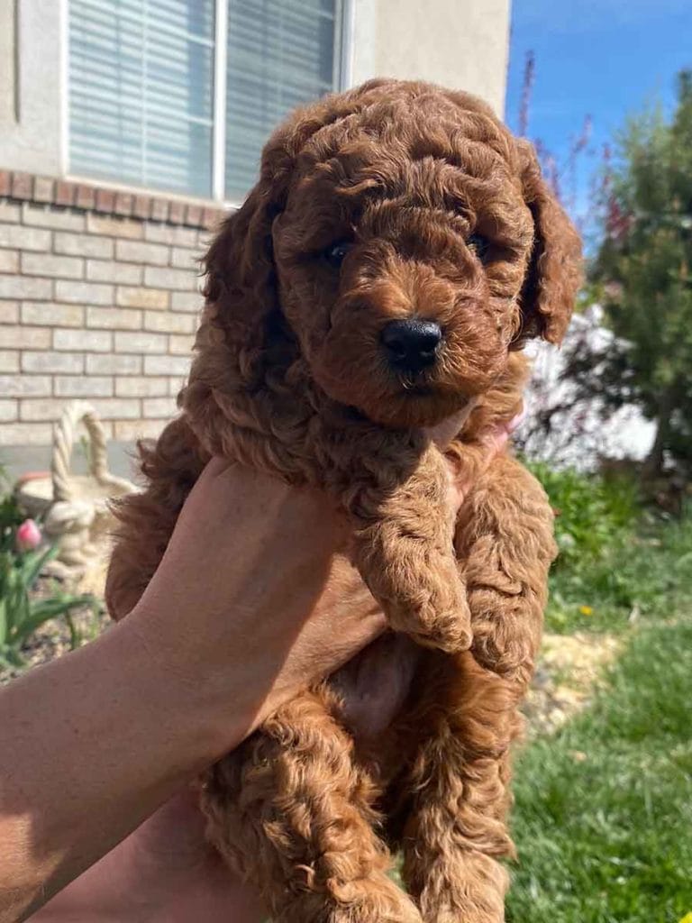 Bananas Teacup Goldendoodle Boy Precious Doodle Dogs Goldendoodle