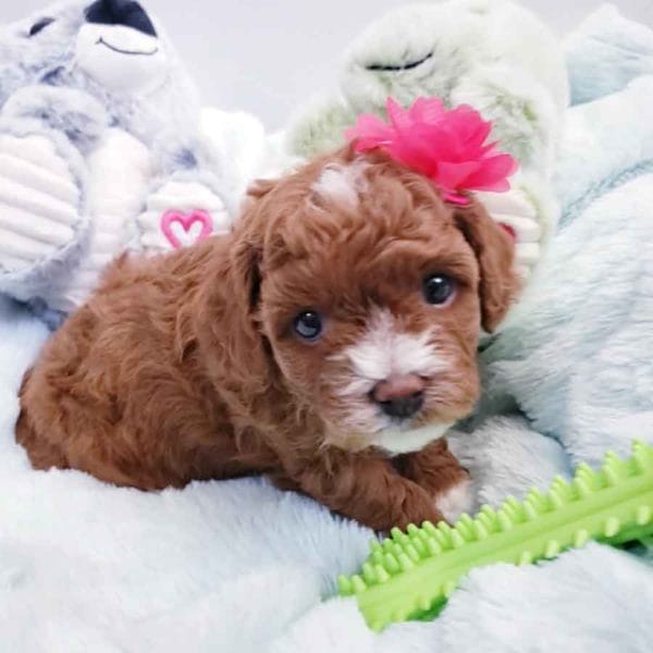 Precious Doodle Dogs, Cavapoo, Cavapoo puppies, Teacup Cavapoo, Cavadoodle, Cava poo, Cava poodle, Mini Cavapoo puppy, Mini Cavapoo, Mini Doodle Dogs, Cavapoos, Cavapoo puppies for sale, Cavoodle puppies, Cavoodle, toy cavoodle, how big does a cavapoo get, how big do cavapoos get, what is a cavapoo, cavapoo puppies for sale near me, cavapoo breeders near me, cavoodle breeders near me, miniature cavoodle, cavapoo size, cavapoo puppies near me, teacup cavapoo, cava poo puppies, king charles spaniel, cavapoo breeders near me, cavapoo price, teacup cavapoo puppies for sale, red cavapoo, cavapoo Alabama, cavapoo Alaska, cavapoo Arizona, cavapoo Arkansas, cavapoo California, cavapoo Colorado, cavapoo Connecticut, cavapoo Delaware, cavapoo Florida, cavapoo Georgia, cavapoo Hawaii, cavapoo Idaho, cavapoo Illinois, cavapoo Indiana, cavapoo Iowa, cavapoo Kansas, cavapoo Kentucky, cavapoo Louisiana, cavapoo Maine, cavapoo Maryland, cavapoo Massachusetts, cavapoo Michigan, cavapoo Minnesota, cavapoo Mississippi, cavapoo Missouri, cavapoo Montana, cavapoo Nebraska, cavapoo Nevada, cavapoo New Hampshire, cavapoo New Jersey, cavapoo New Mexico, cavapoo New York, cavapoo North Carolina, cavapoo North Dakota, cavapoo Ohio, cavapoo Oklahoma, cavapoo Oregon, cavapoo Pennsylvania, cavapoo Rhode Island, cavapoo South Carolina, cavapoo South Dakota, cavapoo Tennessee, cavapoo Texas, cavapoo Utah, cavapoo Vermont, cavapoo Virginia, cavapoo Washington, cavapoo West Virginia, cavapoo Wisconsin, cavapoo Wyoming, cavapoo AL, cavapoo AK, cavapoo AZ, cavapoo AR, cavapoo CA, cavapoo CO, cavapoo CT, cavapoo DE, cavapoo FL, cavapoo GA, cavapoo HI, cavapoo ID, cavapoo IL, cavapoo IN, cavapoo IA, cavapoo KS, cavapoo KY, cavapoo LA, cavapoo ME, cavapoo MD, cavapoo MA, cavapoo MI, cavapoo MN, cavapoo MS, cavapoo MO, cavapoo MT, cavapoo NE, cavapoo NV, cavapoo NH, cavapoo NJ, cavapoo NM, cavapoo NY, cavapoo NC, cavapoo ND, cavapoo OH, cavapoo OK, cavapoo OR, cavapoo PA, cavapoo RI, cavapoo SC, cavapoo SD, cavapoo TN, cavapoo TX, cavapoo UT, cavapoo VT, cavapoo VA, cavapoo WA, cavapoo WV, cavapoo WI, cavapoo WY, teacup cavapoo AL, teacup cavapoo AK, teacup cavapoo AZ, teacup cavapoo AR, teacup cavapoo CA, teacup cavapoo CO, teacup cavapoo CT, teacup cavapoo DE, teacup cavapoo FL, teacup cavapoo GA, teacup cavapoo HI, teacup cavapoo ID, teacup cavapoo IL, teacup cavapoo IN, teacup cavapoo IA, teacup cavapoo KS, teacup cavapoo KY, teacup cavapoo LA, teacup cavapoo ME, teacup cavapoo MD, teacup cavapoo MA, teacup cavapoo MI, teacup cavapoo MN, teacup cavapoo MS, teacup cavapoo MO, teacup cavapoo MT, teacup cavapoo NE, teacup cavapoo NV, teacup cavapoo NH, teacup cavapoo NJ, teacup cavapoo NM, teacup cavapoo NY, teacup cavapoo NC, teacup cavapoo ND, teacup cavapoo OH, teacup cavapoo OK, teacup cavapoo OR, teacup cavapoo PA, teacup cavapoo RI, teacup cavapoo SC, teacup cavapoo SD, teacup cavapoo TN, teacup cavapoo TX, teacup cavapoo UT, teacup cavapoo VT, teacup cavapoo VA, teacup cavapoo WA, teacup cavapoo WV, teacup cavapoo WI, teacup cavapoo WY, cavapoo puppies Alabama, cavapoo puppies Alaska, cavapoo puppies Arizona, cavapoo puppies Arkansas, cavapoo puppies California, cavapoo puppies Colorado, cavapoo puppies Connecticut, cavapoo puppies Delaware, cavapoo puppies Florida, cavapoo puppies Georgia, cavapoo puppies Hawaii, cavapoo puppies Idaho, cavapoo puppies Illinois, cavapoo puppies Indiana, cavapoo puppies Iowa, cavapoo puppies Kansas, cavapoo puppies Kentucky, cavapoo puppies Louisiana, cavapoo puppies Maine, cavapoo puppies Maryland, cavapoo puppies Massachusetts, cavapoo puppies Michigan, cavapoo puppies Minnesota, cavapoo puppies Mississippi, cavapoo puppies Missouri, cavapoo puppies Montana, cavapoo puppies Nebraska, cavapoo puppies Nevada, cavapoo puppies New Hampshire, cavapoo puppies New Jersey, cavapoo puppies New Mexico, cavapoo puppies New York, cavapoo puppies North Carolina, cavapoo puppies North Dakota, cavapoo puppies Ohio, cavapoo puppies Oklahoma, cavapoo puppies Oregon, cavapoo puppies Pennsylvania, cavapoo puppies Rhode Island, cavapoo puppies South Carolina, cavapoo puppies South Dakota, cavapoo puppies Tennessee, cavapoo puppies Texas, cavapoo puppies Utah, cavapoo puppies Vermont, cavapoo puppies Virginia, cavapoo puppies Washington, cavapoo puppies West Virginia, cavapoo puppies Wisconsin, cavapoo puppies Wyoming, teacup cavapoo puppies Alabama, teacup cavapoo puppies Alaska, teacup cavapoo puppies Arizona, teacup cavapoo puppies Arkansas, teacup cavapoo puppies California, teacup cavapoo puppies Colorado, teacup cavapoo puppies Connecticut, teacup cavapoo puppies Delaware, teacup cavapoo puppies Florida, teacup cavapoo puppies Georgia, teacup cavapoo puppies Hawaii, teacup cavapoo puppies Idaho, teacup cavapoo puppies Illinois, teacup cavapoo puppies Indiana, teacup cavapoo puppies Iowa, teacup cavapoo puppies Kansas, teacup cavapoo puppies Kentucky, teacup cavapoo puppies Louisiana, teacup cavapoo puppies Maine, teacup cavapoo puppies Maryland, teacup cavapoo puppies Massachusetts, teacup cavapoo puppies Michigan, teacup cavapoo puppies Minnesota, teacup cavapoo puppies Mississippi, teacup cavapoo puppies Missouri, teacup cavapoo puppies Montana, teacup cavapoo puppies Nebraska, teacup cavapoo puppies Nevada, teacup cavapoo puppies New Hampshire, teacup cavapoo puppies New Jersey, teacup cavapoo puppies New Mexico, teacup cavapoo puppies New York, teacup cavapoo puppies North Carolina, teacup cavapoo puppies North Dakota, teacup cavapoo puppies Ohio, teacup cavapoo puppies Oklahoma, teacup cavapoo puppies Oregon, teacup cavapoo puppies Pennsylvania, teacup cavapoo puppies Rhode Island, teacup cavapoo puppies South Carolina, teacup cavapoo puppies South Dakota, teacup cavapoo puppies Tennessee, teacup cavapoo puppies Texas, teacup cavapoo puppies Utah, teacup cavapoo puppies Vermont, teacup cavapoo puppies Virginia, teacup cavapoo puppies Washington, teacup cavapoo puppies West Virginia, teacup cavapoo puppies Wisconsin, teacup cavapoo puppies Wyoming, micro cavapoo puppies Alabama, micro cavapoo puppies Alaska, micro cavapoo puppies Arizona, micro cavapoo puppies Arkansas, micro cavapoo puppies California, micro cavapoo puppies Colorado, micro cavapoo puppies Connecticut, micro cavapoo puppies Delaware, micro cavapoo puppies Florida, micro cavapoo puppies Georgia, micro cavapoo puppies Hawaii, micro cavapoo puppies Idaho, micro cavapoo puppies Illinois, micro cavapoo puppies Indiana, micro cavapoo puppies Iowa, micro cavapoo puppies Kansas, micro cavapoo puppies Kentucky, micro cavapoo puppies Louisiana, micro cavapoo puppies Maine, micro cavapoo puppies Maryland, micro cavapoo puppies Massachusetts, micro cavapoo puppies Michigan, micro cavapoo puppies Minnesota, micro cavapoo puppies Mississippi, micro cavapoo puppies Missouri, micro cavapoo puppies Montana, micro cavapoo puppies Nebraska, micro cavapoo puppies Nevada, micro cavapoo puppies New Hampshire, micro cavapoo puppies New Jersey, micro cavapoo puppies New Mexico, micro cavapoo puppies New York, micro cavapoo puppies North Carolina, micro cavapoo puppies North Dakota, micro cavapoo puppies Ohio, micro cavapoo puppies Oklahoma, micro cavapoo puppies Oregon, micro cavapoo puppies Pennsylvania, micro cavapoo puppies Rhode Island, micro cavapoo puppies South Carolina, micro cavapoo puppies South Dakota, micro cavapoo puppies Tennessee, micro cavapoo puppies Texas, micro cavapoo puppies Utah, micro cavapoo puppies Vermont, micro cavapoo puppies Virginia, micro cavapoo puppies Washington, micro cavapoo puppies West Virginia, micro cavapoo puppies Wisconsin, micro cavapoo puppies Wyoming, cavapoo breeders Alabama, cavapoo breeders Alaska, cavapoo breeders Arizona, cavapoo breeders Arkansas, cavapoo breeders California, cavapoo breeders Colorado, cavapoo breeders Connecticut, cavapoo breeders Delaware, cavapoo breeders Florida, cavapoo breeders Georgia, cavapoo breeders Hawaii, cavapoo breeders Idaho, cavapoo breeders Illinois, cavapoo breeders Indiana, cavapoo breeders Iowa, cavapoo breeders Kansas, cavapoo breeders Kentucky, cavapoo breeders Louisiana, cavapoo breeders Maine, cavapoo breeders Maryland, cavapoo breeders Massachusetts, cavapoo breeders Michigan, cavapoo breeders Minnesota, cavapoo breeders Mississippi, cavapoo breeders Missouri, cavapoo breeders Montana, cavapoo breeders Nebraska, cavapoo breeders Nevada, cavapoo breeders New Hampshire, cavapoo breeders New Jersey, cavapoo breeders New Mexico, cavapoo breeders New York, cavapoo breeders North Carolina, cavapoo breeders North Dakota, cavapoo breeders Ohio, cavapoo breeders Oklahoma, cavapoo breeders Oregon, cavapoo breeders Pennsylvania, cavapoo breeders Rhode Island, cavapoo breeders South Carolina, cavapoo breeders South Dakota, cavapoo breeders Tennessee, cavapoo breeders Texas, cavapoo breeders Utah, cavapoo breeders Vermont, cavapoo breeders Virginia, cavapoo breeders Washington, cavapoo breeders West Virginia, cavapoo breeders Wisconsin, cavapoo breeders Wyoming,