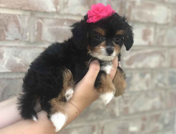Precious Doodle Dogs, Teacup Doodle Dogs, Papillion x poodle, papipoo, pappipoo, papipoo puppies, micro doodles, micro doodle puppies, tri color doodles, tri color doodle puppies, doodle puppies for sale near me, micro doodle puppies for sale near me, papipoo puppies for sale