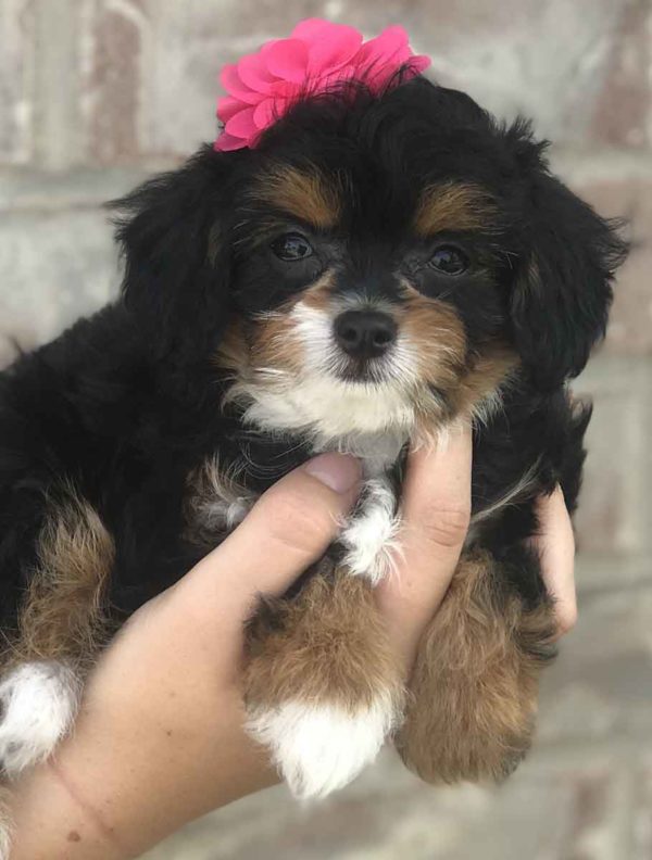 Precious Doodle Dogs, Teacup Doodle Dogs, Papillion x poodle, papipoo, pappipoo, papipoo puppies, micro doodles, micro doodle puppies, tri color doodles, tri color doodle puppies, doodle puppies for sale near me, micro doodle puppies for sale near me, papipoo puppies for sale