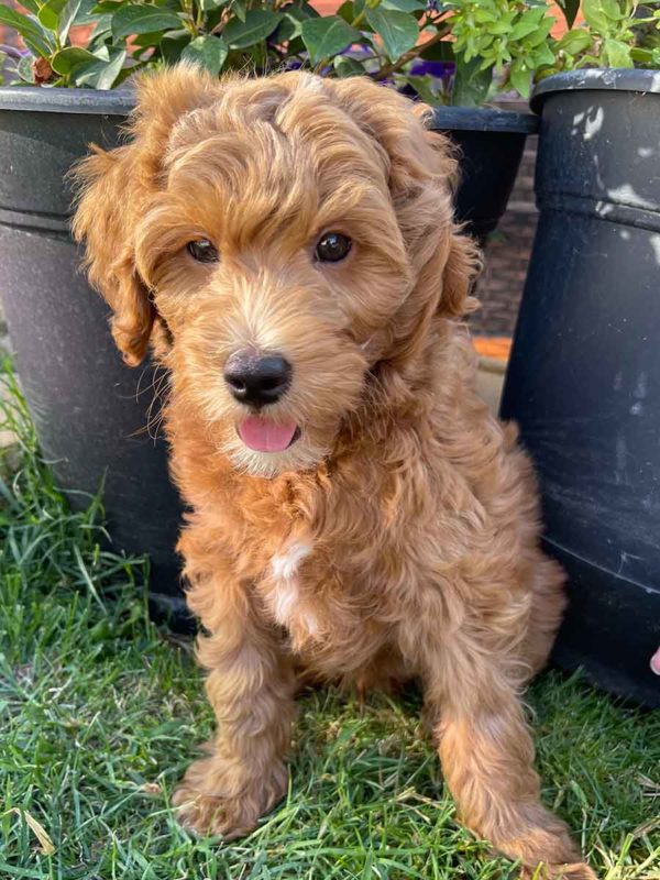 Goldendoodle, mini goldendoodle, goldendoodle puppies, goldendoodle doodle, goldendoodle puppies for sale, miniature goldendoodle, goldendoodle for sale, f1b goldendoodle, mini goldendoodle for sale, mini doodle, goldendoodle adoption, goldendoodle puppies for sale near me, black goldendoodle, f1 goldendoodle, mini goldendoodle puppies, teacup goldendoodle, goldendoodle price, f1b mini goldendoodle, goldendoodle breeders, doodle breeders, goldendoodles for sale near me, goldendoodles for adoption, goldendoodles near me, goldendoodle hypoallergenic, goldendoodle breeder, double doodles, mini golden doodle, goldendoodle labradoodle, doodle breeder, goldendoodle hair, Precious Doodle Dogs, Teacup Doodle Dogs,