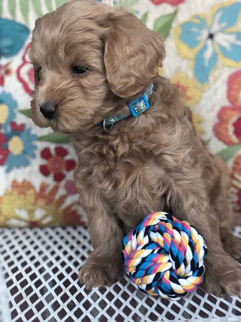 Kiara Teacup Goldendoodle Girl Precious Doodle Dogs Goldendoodles