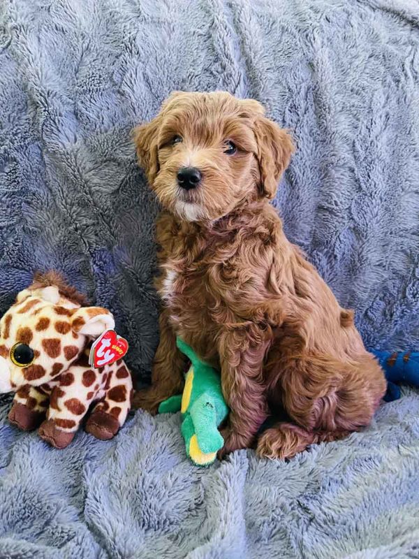 Goldendoodle, mini goldendoodle, goldendoodle puppies, goldendoodle doodle, goldendoodle puppies for sale, miniature goldendoodle, goldendoodle for sale, f1b goldendoodle, mini goldendoodle for sale, mini doodle, goldendoodle adoption, goldendoodle puppies for sale near me, black goldendoodle, f1 goldendoodle, mini goldendoodle puppies, teacup goldendoodle, goldendoodle price, f1b mini goldendoodle, goldendoodle breeders, doodle breeders, goldendoodles for sale near me, goldendoodles for adoption, goldendoodles near me, goldendoodle hypoallergenic, goldendoodle breeder, double doodles, mini golden doodle, goldendoodle labradoodle, doodle breeder, goldendoodle hair, Precious Doodle Dogs, Teacup Doodle Dogs,