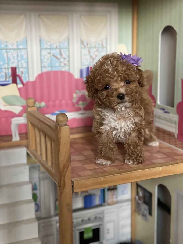 Goldendoodle, mini goldendoodle, goldendoodle puppies, goldendoodle doodle, goldendoodle puppies for sale, miniature goldendoodle, goldendoodle for sale, f1b goldendoodle, mini goldendoodle for sale, mini doodle, goldendoodle adoption, goldendoodle puppies for sale near me, black goldendoodle, f1 goldendoodle, mini goldendoodle puppies, teacup goldendoodle, goldendoodle price, f1b mini goldendoodle, goldendoodle breeders, doodle breeders, goldendoodles for sale near me, goldendoodles for adoption, goldendoodles near me, goldendoodle hypoallergenic, goldendoodle breeder, double doodles, mini golden doodle, goldendoodle labradoodle, doodle breeder, goldendoodle hair,