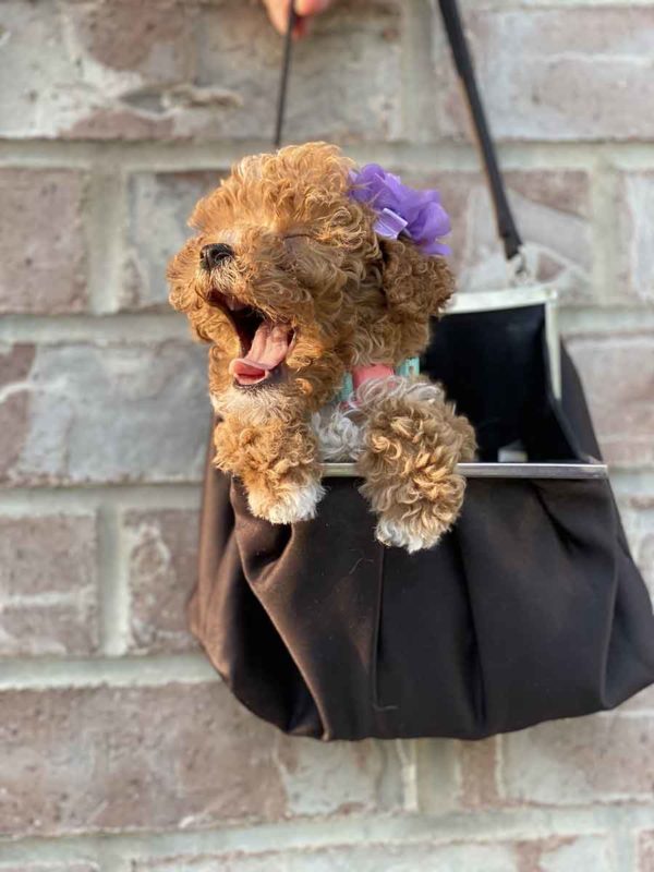 Goldendoodle, mini goldendoodle, goldendoodle puppies, goldendoodle doodle, goldendoodle puppies for sale, miniature goldendoodle, goldendoodle for sale, f1b goldendoodle, mini goldendoodle for sale, mini doodle, goldendoodle adoption, goldendoodle puppies for sale near me, black goldendoodle, f1 goldendoodle, mini goldendoodle puppies, teacup goldendoodle, goldendoodle price, f1b mini goldendoodle, goldendoodle breeders, doodle breeders, goldendoodles for sale near me, goldendoodles for adoption, goldendoodles near me, goldendoodle hypoallergenic, goldendoodle breeder, double doodles, mini golden doodle, goldendoodle labradoodle, doodle breeder, goldendoodle hair,