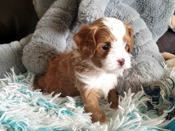 Micro Cavapoo, Teacup Cavapoo, Precious Doodle Dogs, Cavapoo, Cavapoo puppies, Teacup Cavapoo, Cavadoodle, Cava poo, Cava poodle, Mini Cavapoo puppy, Mini Cavapoo, Mini Doodle Dogs, Cavapoos, Cavapoo puppies for sale, Cavoodle puppies, Cavoodle, toy cavoodle, how big does a cavapoo get, how big do cavapoos get, what is a cavapoo, cavapoo puppies for sale near me, cavapoo breeders near me, cavoodle breeders near me, miniature cavoodle, cavapoo size, cavapoo puppies near me, teacup cavapoo, cava poo puppies, king charles spaniel, cavapoo breeders near me, cavapoo price, teacup cavapoo puppies for sale, red cavapoo, cavapoo Alabama, cavapoo Alaska, cavapoo Arizona, cavapoo Arkansas, cavapoo California, cavapoo Colorado, cavapoo Connecticut, cavapoo Delaware, cavapoo Florida, cavapoo Georgia, cavapoo Hawaii, cavapoo Idaho, cavapoo Illinois, cavapoo Indiana, cavapoo Iowa, cavapoo Kansas, cavapoo Kentucky, cavapoo Louisiana, cavapoo Maine, cavapoo Maryland, cavapoo Massachusetts, cavapoo Michigan, cavapoo Minnesota, cavapoo Mississippi, cavapoo Missouri, cavapoo Montana, cavapoo Nebraska, cavapoo Nevada, cavapoo New Hampshire, cavapoo New Jersey, cavapoo New Mexico, cavapoo New York, cavapoo North Carolina, cavapoo North Dakota, cavapoo Ohio, cavapoo Oklahoma, cavapoo Oregon, cavapoo Pennsylvania, cavapoo Rhode Island, cavapoo South Carolina, cavapoo South Dakota, cavapoo Tennessee, cavapoo Texas, cavapoo Utah, cavapoo Vermont, cavapoo Virginia, cavapoo Washington, cavapoo West Virginia, cavapoo Wisconsin, cavapoo Wyoming, cavapoo AL, cavapoo AK, cavapoo AZ, cavapoo AR, cavapoo CA, cavapoo CO, cavapoo CT, cavapoo DE, cavapoo FL, cavapoo GA, cavapoo HI, cavapoo ID, cavapoo IL, cavapoo IN, cavapoo IA, cavapoo KS, cavapoo KY, cavapoo LA, cavapoo ME, cavapoo MD, cavapoo MA, cavapoo MI, cavapoo MN, cavapoo MS, cavapoo MO, cavapoo MT, cavapoo NE, cavapoo NV, cavapoo NH, cavapoo NJ, cavapoo NM, cavapoo NY, cavapoo NC, cavapoo ND, cavapoo OH, cavapoo OK, cavapoo OR, cavapoo PA, cavapoo RI, cavapoo SC, cavapoo SD, cavapoo TN, cavapoo TX, cavapoo UT, cavapoo VT, cavapoo VA, cavapoo WA, cavapoo WV, cavapoo WI, cavapoo WY, teacup cavapoo AL, teacup cavapoo AK, teacup cavapoo AZ, teacup cavapoo AR, teacup cavapoo CA, teacup cavapoo CO, teacup cavapoo CT, teacup cavapoo DE, teacup cavapoo FL, teacup cavapoo GA, teacup cavapoo HI, teacup cavapoo ID, teacup cavapoo IL, teacup cavapoo IN, teacup cavapoo IA, teacup cavapoo KS, teacup cavapoo KY, teacup cavapoo LA, teacup cavapoo ME, teacup cavapoo MD, teacup cavapoo MA, teacup cavapoo MI, teacup cavapoo MN, teacup cavapoo MS, teacup cavapoo MO, teacup cavapoo MT, teacup cavapoo NE, teacup cavapoo NV, teacup cavapoo NH, teacup cavapoo NJ, teacup cavapoo NM, teacup cavapoo NY, teacup cavapoo NC, teacup cavapoo ND, teacup cavapoo OH, teacup cavapoo OK, teacup cavapoo OR, teacup cavapoo PA, teacup cavapoo RI, teacup cavapoo SC, teacup cavapoo SD, teacup cavapoo TN, teacup cavapoo TX, teacup cavapoo UT, teacup cavapoo VT, teacup cavapoo VA, teacup cavapoo WA, teacup cavapoo WV, teacup cavapoo WI, teacup cavapoo WY, cavapoo puppies Alabama, cavapoo puppies Alaska, cavapoo puppies Arizona, cavapoo puppies Arkansas, cavapoo puppies California, cavapoo puppies Colorado, cavapoo puppies Connecticut, cavapoo puppies Delaware, cavapoo puppies Florida, cavapoo puppies Georgia, cavapoo puppies Hawaii, cavapoo puppies Idaho, cavapoo puppies Illinois, cavapoo puppies Indiana, cavapoo puppies Iowa, cavapoo puppies Kansas, cavapoo puppies Kentucky, cavapoo puppies Louisiana, cavapoo puppies Maine, cavapoo puppies Maryland, cavapoo puppies Massachusetts, cavapoo puppies Michigan, cavapoo puppies Minnesota, cavapoo puppies Mississippi, cavapoo puppies Missouri, cavapoo puppies Montana, cavapoo puppies Nebraska, cavapoo puppies Nevada, cavapoo puppies New Hampshire, cavapoo puppies New Jersey, cavapoo puppies New Mexico, cavapoo puppies New York, cavapoo puppies North Carolina, cavapoo puppies North Dakota, cavapoo puppies Ohio, cavapoo puppies Oklahoma, cavapoo puppies Oregon, cavapoo puppies Pennsylvania, cavapoo puppies Rhode Island, cavapoo puppies South Carolina, cavapoo puppies South Dakota, cavapoo puppies Tennessee, cavapoo puppies Texas, cavapoo puppies Utah, cavapoo puppies Vermont, cavapoo puppies Virginia, cavapoo puppies Washington, cavapoo puppies West Virginia, cavapoo puppies Wisconsin, cavapoo puppies Wyoming, teacup cavapoo puppies Alabama, teacup cavapoo puppies Alaska, teacup cavapoo puppies Arizona, teacup cavapoo puppies Arkansas, teacup cavapoo puppies California, teacup cavapoo puppies Colorado, teacup cavapoo puppies Connecticut, teacup cavapoo puppies Delaware, teacup cavapoo puppies Florida, teacup cavapoo puppies Georgia, teacup cavapoo puppies Hawaii, teacup cavapoo puppies Idaho, teacup cavapoo puppies Illinois, teacup cavapoo puppies Indiana, teacup cavapoo puppies Iowa, teacup cavapoo puppies Kansas, teacup cavapoo puppies Kentucky, teacup cavapoo puppies Louisiana, teacup cavapoo puppies Maine, teacup cavapoo puppies Maryland, teacup cavapoo puppies Massachusetts, teacup cavapoo puppies Michigan, teacup cavapoo puppies Minnesota, teacup cavapoo puppies Mississippi, teacup cavapoo puppies Missouri, teacup cavapoo puppies Montana, teacup cavapoo puppies Nebraska, teacup cavapoo puppies Nevada, teacup cavapoo puppies New Hampshire, teacup cavapoo puppies New Jersey, teacup cavapoo puppies New Mexico, teacup cavapoo puppies New York, teacup cavapoo puppies North Carolina, teacup cavapoo puppies North Dakota, teacup cavapoo puppies Ohio, teacup cavapoo puppies Oklahoma, teacup cavapoo puppies Oregon, teacup cavapoo puppies Pennsylvania, teacup cavapoo puppies Rhode Island, teacup cavapoo puppies South Carolina, teacup cavapoo puppies South Dakota, teacup cavapoo puppies Tennessee, teacup cavapoo puppies Texas, teacup cavapoo puppies Utah, teacup cavapoo puppies Vermont, teacup cavapoo puppies Virginia, teacup cavapoo puppies Washington, teacup cavapoo puppies West Virginia, teacup cavapoo puppies Wisconsin, teacup cavapoo puppies Wyoming, micro cavapoo puppies Alabama, micro cavapoo puppies Alaska, micro cavapoo puppies Arizona, micro cavapoo puppies Arkansas, micro cavapoo puppies California, micro cavapoo puppies Colorado, micro cavapoo puppies Connecticut, micro cavapoo puppies Delaware, micro cavapoo puppies Florida, micro cavapoo puppies Georgia, micro cavapoo puppies Hawaii, micro cavapoo puppies Idaho, micro cavapoo puppies Illinois, micro cavapoo puppies Indiana, micro cavapoo puppies Iowa, micro cavapoo puppies Kansas, micro cavapoo puppies Kentucky, micro cavapoo puppies Louisiana, micro cavapoo puppies Maine, micro cavapoo puppies Maryland, micro cavapoo puppies Massachusetts, micro cavapoo puppies Michigan, micro cavapoo puppies Minnesota, micro cavapoo puppies Mississippi, micro cavapoo puppies Missouri, micro cavapoo puppies Montana, micro cavapoo puppies Nebraska, micro cavapoo puppies Nevada, micro cavapoo puppies New Hampshire, micro cavapoo puppies New Jersey, micro cavapoo puppies New Mexico, micro cavapoo puppies New York, micro cavapoo puppies North Carolina, micro cavapoo puppies North Dakota, micro cavapoo puppies Ohio, micro cavapoo puppies Oklahoma, micro cavapoo puppies Oregon, micro cavapoo puppies Pennsylvania, micro cavapoo puppies Rhode Island, micro cavapoo puppies South Carolina, micro cavapoo puppies South Dakota, micro cavapoo puppies Tennessee, micro cavapoo puppies Texas, micro cavapoo puppies Utah, micro cavapoo puppies Vermont, micro cavapoo puppies Virginia, micro cavapoo puppies Washington, micro cavapoo puppies West Virginia, micro cavapoo puppies Wisconsin, micro cavapoo puppies Wyoming, cavapoo breeders Alabama, cavapoo breeders Alaska, cavapoo breeders Arizona, cavapoo breeders Arkansas, cavapoo breeders California, cavapoo breeders Colorado, cavapoo breeders Connecticut, cavapoo breeders Delaware, cavapoo breeders Florida, cavapoo breeders Georgia, cavapoo breeders Hawaii, cavapoo breeders Idaho, cavapoo breeders Illinois, cavapoo breeders Indiana, cavapoo breeders Iowa, cavapoo breeders Kansas, cavapoo breeders Kentucky, cavapoo breeders Louisiana, cavapoo breeders Maine, cavapoo breeders Maryland, cavapoo breeders Massachusetts, cavapoo breeders Michigan, cavapoo breeders Minnesota, cavapoo breeders Mississippi, cavapoo breeders Missouri, cavapoo breeders Montana, cavapoo breeders Nebraska, cavapoo breeders Nevada, cavapoo breeders New Hampshire, cavapoo breeders New Jersey, cavapoo breeders New Mexico, cavapoo breeders New York, cavapoo breeders North Carolina, cavapoo breeders North Dakota, cavapoo breeders Ohio, cavapoo breeders Oklahoma, cavapoo breeders Oregon, cavapoo breeders Pennsylvania, cavapoo breeders Rhode Island, cavapoo breeders South Carolina, cavapoo breeders South Dakota, cavapoo breeders Tennessee, cavapoo breeders Texas, cavapoo breeders Utah, cavapoo breeders Vermont, cavapoo breeders Virginia, cavapoo breeders Washington, cavapoo breeders West Virginia, cavapoo breeders Wisconsin, cavapoo breeders Wyoming,