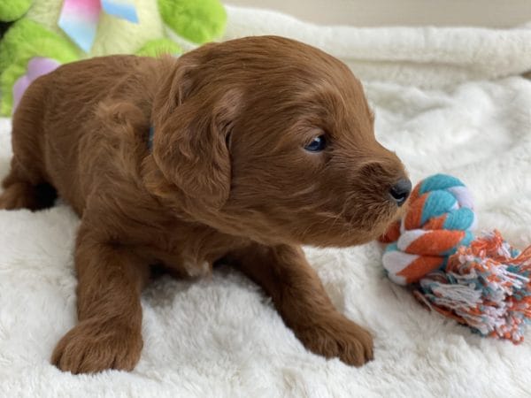 Micro GOLDENDOODLE PUPPIES, Micro Goldendoodle, Precious Doodle Dogs, Teacup Doodle Dogs, Goldendoodle, Doodle Dog, Golden Doodles, Goldendoodle for sale, Goldendoodle puppies for sale, Miniature goldendoodle, goldendoodle puppies, mini goldendoodle, mini puppies, mini goldendoodle size, Mini Doodle Dogs, f1 goldendoodle, golden retriever poodle, chocolate goldendoodle, small doodles, goldendoodle temperament, goldendoodle colors, goldendoodle price, white goldendoodle, f2 goldendoodle, mini goldendoodle price, mini goldendoodle full grown, f1 mini goldendoodle, f1b goldendoodle, parti goldendoodle, goldendoodles near me, english goldendoodle, australian goldendoodle, red goldendoodle, doodle breeds, brown goldendoodle, goldendoodle cost, adult mini goldendoodle, golden noodle dog, doodle dog breeds, miniature golden doodle, miniature puppies, golden retriever poodle mix, A Star is Born, A star is born goldendoodle, a star is born dog, Bradley Cooper's Dog, Bradley Cooper Dog, Bradley Cooper's Goldendoodle, arizona goldendoodles, goldendoodle training, goldendoodle size, how big do mini goldendoodles get, goldendoodle full grown, baby goldendoodle, goldendoodle houston, golden doodles for sale, adult goldendoodle, apricot goldendoodle, goldendoodle grooming, mini golden doodles, goldendoodle shedding, f2b goldendoodle, goldendoodle hypoallergenic, goldendoodle names, english cream goldendoodle, golden retriever and poodle mix, mini goldendoodle puppies, micro goldendoodle, mini goldendoodle puppies for sale, miniature goldendoodle for sale, goldendoodle puppies for adoption, teddy bear goldendoodle, mini goldendoodle rescue, medium goldendoodle, black goldendoodle, mini goldendoodle for sale near me, goldendoodle puppies for sale near me, mini doodle, doodle puppies, mini goldendoodle for sale, goldendoodle breeders near me, miniature goldendoodle for sale near me, toy goldendoodle, petite goldendoodle, golden doodle dog, miniature goldendoodle puppies, mini goldendoodle puppies for sale near me, goldendoodles for sale near me, mini goldedoodle breeders, goldendoodle adoption, f1b mini goldendoodle, small goldendoodle, teacup goldendoodle, goldendoodle puppies near me, goldendoodle breeders, how to groom a goldendoodle, great doodle puppies, golden doodle mix, goldendoodle tampa, goldendoodle facts, white doodle dog, white goldendoodle puppy, mini goldendoodle maryland, country mini doodles, goldendoodle los angeles, toy labradoodle puppies for sale, types of goldendoodles, mini golden retriever puppies, golden goldendoodle, mini golden retriever puppies for sale, miniature australian goldendoodle, goldendoodle sacramento, goldendoodle omaha, labradoodle goldendoodle, f1 medium goldendoodle, BEST goldendoodles, pictures of mini goldendoodles, teacup goldendoodle full grown, micro mini goldendoodle full grown, toy goldendoodle price, goldendoodle chicago, retriever doodle, teacup goldendoodle puppies for sale, cute goldendoodle, mini teddy bear puppies, miniature goldendoodle full grown, f2 mini goldendoodle, goldendoodle spokane, mini goldendoodle chicago, micro mini goldendoodle, how nbig do miniature goldendoodles get, brown mini goldendoodle, mini doodle breeds, poodle doodle dog, what is a mini goldendoodle, black mini goldendoodle, mini irish doodle puppies for sale, f1b goldendoodle size, toy golden doodles, chocolate brown goldendoodle puppies for sale, petite goldendoodle full grown, goldendoodle behavior, american goldendoodle, f1b medium goldendoodle, goldendoodle puppy cost, cute goldendoodle puppies, goldendoodle indianapolis, teddy goldendoodle, mini goldendoodle weight, teddy bear golden doodles, f1b goldendoodle puppies for sale, miniature goldendoodle size, chocolate goldendoodle puppy, english cream mini goldendoodle, doodle puppies near me, red miniature goldendoodle, cream goldendoodle, goldendoodle puppy cut, mini goldendoodle hypoallergenic, dog breed goldendoodle, goldendoodle poodle mixes, goldendoodle allergies, goldendoodle info, sandy ridge goldendoodles, lakeshore goldendoodles, toy goldendoodle puppies for sale, labradoodle and goldendoodle, goldendoodle las vegas, goldendoodle phoenix, doodle breeders near me, miniature goldendoodle weight, black and white goldendoodle, sarasota goldendoodles, mini goldendoodle dallas, a goldendoodle, what is a goldendoodle, goldendoodle dallas, mini golden doodles for sale, ginger doodle puppy, how much does a mini goldendoodle cost, goldendoodle san antonio, goldendoodle photos, goldendoodle cuts, chocolate mini goldendoodle, all about goldendoodles, goldendoodle cincinnati, black doodle dog, goldendoodle weight, miniature goldendoodle breeders, goldendoodle information, miniature goldendoodle puppies for sale, doodle puppies for sale near me, black labradoodle puppies for sale, goldendoodle seattle, golden doodles near me, teacup goldendoodle for sale, golden retriever poodle puppy, goldendoodle rochester ny, goldendoodle and poodle mix, akc goldendoodle, goldendoodle kansas city, mini goldendoodle facts, goldendoodle austin, goldendoodle doodle, goldendoodle tulsa, curly goldendoodle, brown goldendoodle puppies, f1b labradoodle puppies for sale, red mini goldendoodle, goldendoodle poodle, chocolate goldendoodle for sale, tiny goldendoodle, goldendoodle puppies breeders, english goldendoodle puppies for sale, mini golden labradoodle, f1b mini teddy bear goldendoodles, red goldendoodle puppies for sale, miniature golden retriever breeders, f1 goldendoodles for sale, teacup goldendoodle puppies, toy mini goldendoodle, xs petite goldendoodle, f2 goldendoodle puppies for sale, mini goldendoodle cost, black goldendoodle for sale, english teddy bear goldendoodle, small doodle dogs, goldendoodle nashville, english goldendoodle puppies, golden retriever poodle mix for sale, red goldendoodle puppy, parti goldendoodles for sale, english cream goldendoodles for sale, doodle puppies for sale, golden retriever poodle mix puppies, goldendoodle tucson, f1b mini goldendoodle puppies for sale, mini goldendoodle breeders northeast, teddy bear goldendoodle, toy goldendoodle rescue, petite mini goldendoodle, goldendoodle stuff, mini goldendoodles near me, teddy bear goldendoodle puppies, f1 goldendoodle puppies, teddy bear goldendoodles for sale, silver goldendoodle, buy goldendoodle, mini golden doodle dog, teddy bear goldendoodles mini, micro mini goldendoodle puppies for sale, goldendoodle dogs for sale, best goldendoodle breeders, chocolate goldendoodle puppies for sale, doodle dogs for sale, toy goldendoodle puppies, mini doodle dog, toy goldendoodle breeders, doodles for sale, goldendoodle hypoallergenic dog, mini goldendoodle breeders near me, english goldendoodle breeders, f1b mini goldendoodle for sale, teacup goldendoodle price, petite goldendoodle for sale, mini english goldendoodle, mini goldendoodle info, miniature goldendoodle puppies for sale near me, black goldendoodle puppies for sale, f1 goldendoodle puppies for sale, Micro Goldendoodles AL, Micro Goldendoodles AK, Micro Goldendoodles AZ, Micro Goldendoodles AR, Micro Goldendoodles CA, Micro Goldendoodles CO, Micro Goldendoodles CT, Micro Goldendoodles DE, Micro Goldendoodles FL, Micro Goldendoodles GA, Micro Goldendoodles HI, Micro Goldendoodles ID, Micro Goldendoodles IL, Micro Goldendoodles IN, Micro Goldendoodles IA, Micro Goldendoodles KS, Micro Goldendoodles KY, Micro Goldendoodles LA, Micro Goldendoodles ME, Micro Goldendoodles MD, Micro Goldendoodles MA, Micro Goldendoodles MI, Micro Goldendoodles MN, Micro Goldendoodles MS, Micro Goldendoodles MO, Micro Goldendoodles MT, Micro Goldendoodles NE, Micro Goldendoodles NV, Micro Goldendoodles NH, Micro Goldendoodles NJ, Micro Goldendoodles NM, Micro Goldendoodles NY, Micro Goldendoodles NC, Micro Goldendoodles ND, Micro Goldendoodles OH, Micro Goldendoodles OK, Micro Goldendoodles OR, Micro Goldendoodles PA, Micro Goldendoodles RI, Micro Goldendoodles SC, Micro Goldendoodles SD, Micro Goldendoodles TN, Micro Goldendoodles TX, Micro Goldendoodles UT, Micro Goldendoodles VT, Micro Goldendoodles VA, Micro Goldendoodles WA, Micro Goldendoodles WV, Micro Goldendoodles WI, Micro Goldendoodles WY, Micro Golden Doodles AL, Micro Golden Doodles AK, Micro Golden Doodles AZ, Micro Golden Doodles AR, Micro Golden Doodles CA, Micro Golden Doodles CO, Micro Golden Doodles CT, Micro Golden Doodles DE, Micro Golden Doodles FL, Micro Golden Doodles GA, Micro Golden Doodles HI, Micro Golden Doodles ID, Micro Golden Doodles IL, Micro Golden Doodles IN, Micro Golden Doodles IA, Micro Golden Doodles KS, Micro Golden Doodles KY, Micro Golden Doodles LA, Micro Golden Doodles ME, Micro Golden Doodles MD, Micro Golden Doodles MA, Micro Golden Doodles MI, Micro Golden Doodles MN, Micro Golden Doodles MS, Micro Golden Doodles MO, Micro Golden Doodles MT, Micro Golden Doodles NE, Micro Golden Doodles NV, Micro Golden Doodles NH, Micro Golden Doodles NJ, Micro Golden Doodles NM, Micro Golden Doodles NY, Micro Golden Doodles NC, Micro Golden Doodles ND, Micro Golden Doodles OH, Micro Golden Doodles OK, Micro Golden Doodles OR, Micro Golden Doodles PA, Micro Golden Doodles RI, Micro Golden Doodles SC, Micro Golden Doodles SD, Micro Golden Doodles TN, Micro Golden Doodles TX, Micro Golden Doodles UT, Micro Golden Doodles VT, Micro Golden Doodles VA, Micro Golden Doodles WA, Micro Golden Doodles WV, Micro Golden Doodles WI, Micro Golden Doodles WY, Micro Goldendoodle Alabama, Micro Goldendoodle Alaska, Micro Goldendoodle Arizona, Micro Goldendoodle Arkansas, Micro Goldendoodle California, Micro Goldendoodle Colorado, Micro Goldendoodle Connecticut, Micro Goldendoodle Delaware, Micro Goldendoodle Florida, Micro Goldendoodle Georgia, Micro Goldendoodle Hawaii, Micro Goldendoodle Idaho, Micro Goldendoodle Illinois, Micro Goldendoodle Indiana, Micro Goldendoodle Iowa, Micro Goldendoodle Kansas, Micro Goldendoodle Kentucky, Micro Goldendoodle Louisiana, Micro Goldendoodle Maine, Micro Goldendoodle Maryland, Micro Goldendoodle Massachusetts, Micro Goldendoodle Michigan, Micro Goldendoodle Minnesota, Micro Goldendoodle Mississippi, Micro Goldendoodle Missouri, Micro Goldendoodle Montana, Micro Goldendoodle Nebraska, Micro Goldendoodle Nevada, Micro Goldendoodle New Hampshire, Micro Goldendoodle New Jersey, Micro Goldendoodle New Mexico, Micro Goldendoodle New York, Micro Goldendoodle North Carolina, Micro Goldendoodle North Dakota, Micro Goldendoodle Ohio, Micro Goldendoodle Oklahoma, Micro Goldendoodle Oregon, Micro Goldendoodle Pennsylvania, Micro Goldendoodle Rhode Island, Micro Goldendoodle South Carolina, Micro Goldendoodle South Dakota, Micro Goldendoodle Tennessee, Micro Goldendoodle Texas, Micro Goldendoodle Utah, Micro Goldendoodle Vermont, Micro Goldendoodle Virginia, Micro Goldendoodle Washington, Micro Goldendoodle West Virginia, Micro Goldendoodle Wisconsin, Micro Goldendoodle Wyoming, Micro Goldendoodle breeders AL, Micro Goldendoodle breeders AK, Micro Goldendoodle breeders AZ, Micro Goldendoodle breeders AR, Micro Goldendoodle breeders CA, Micro Goldendoodle breeders CO, Micro Goldendoodle breeders CT, Micro Goldendoodle breeders DE, Micro Goldendoodle breeders FL, Micro Goldendoodle breeders GA, Micro Goldendoodle breeders HI, Micro Goldendoodle breeders ID, Micro Goldendoodle breeders IL, Micro Goldendoodle breeders IN, Micro Goldendoodle breeders IA, Micro Goldendoodle breeders KS, Micro Goldendoodle breeders KY, Micro Goldendoodle breeders LA, Micro Goldendoodle breeders ME, Micro Goldendoodle breeders MD, Micro Goldendoodle breeders MA, Micro Goldendoodle breeders MI, Micro Goldendoodle breeders MN, Micro Goldendoodle breeders MS, Micro Goldendoodle breeders MO, Micro Goldendoodle breeders MT, Micro Goldendoodle breeders NE, Micro Goldendoodle breeders NV, Micro Goldendoodle breeders NH, Micro Goldendoodle breeders NJ, Micro Goldendoodle breeders NM, Micro Goldendoodle breeders NY, Micro Goldendoodle breeders NC, Micro Goldendoodle breeders ND, Micro Goldendoodle breeders OH, Micro Goldendoodle breeders OK, Micro Goldendoodle breeders OR, Micro Goldendoodle breeders PA, Micro Goldendoodle breeders RI, Micro Goldendoodle breeders SC, Micro Goldendoodle breeders SD, Micro Goldendoodle breeders TN, Micro Goldendoodle breeders TX, Micro Goldendoodle breeders UT, Micro Goldendoodle breeders VT, Micro Goldendoodle breeders VA, Micro Goldendoodle breeders WA, Micro Goldendoodle breeders WV, Micro Goldendoodle breeders WI, Micro Goldendoodle breeders WY, Micro Golden doodle puppies for sale in AL, Micro Golden doodle puppies for sale in AK, Micro Golden doodle puppies for sale in AZ, Micro Golden doodle puppies for sale in AR, Micro Golden doodle puppies for sale in CA, Micro Golden doodle puppies for sale in CO, Micro Golden doodle puppies for sale in CT, Micro Golden doodle puppies for sale in DE, Micro Golden doodle puppies for sale in FL, Micro Golden doodle puppies for sale in GA, Micro Golden doodle puppies for sale in HI, Micro Golden doodle puppies for sale in ID, Micro Golden doodle puppies for sale in IL, Micro Golden doodle puppies for sale in IN, Micro Golden doodle puppies for sale in IA, Micro Golden doodle puppies for sale in KS, Micro Golden doodle puppies for sale in KY, Micro Golden doodle puppies for sale in LA, Micro Golden doodle puppies for sale in ME, Micro Golden doodle puppies for sale in MD, Micro Golden doodle puppies for sale in MA, Micro Golden doodle puppies for sale in MI, Micro Golden doodle puppies for sale in MN, Micro Golden doodle puppies for sale in MS, Micro Golden doodle puppies for sale in MO, Micro Golden doodle puppies for sale in MT, Micro Golden doodle puppies for sale in NE, Micro Golden doodle puppies for sale in NV, Micro Golden doodle puppies for sale in NH, Micro Golden doodle puppies for sale in NJ, Micro Golden doodle puppies for sale in NM, Micro Golden doodle puppies for sale in NY, Micro Golden doodle puppies for sale in NC, Micro Golden doodle puppies for sale in ND, Micro Golden doodle puppies for sale in OH, Micro Golden doodle puppies for sale in OK, Micro Golden doodle puppies for sale in OR, Micro Golden doodle puppies for sale in PA, Micro Golden doodle puppies for sale in RI, Micro Golden doodle puppies for sale in SC, Micro Golden doodle puppies for sale in SD, Micro Golden doodle puppies for sale in TN, Micro Golden doodle puppies for sale in TX, Micro Golden doodle puppies for sale in UT, Micro Golden doodle puppies for sale in VT, Micro Golden doodle puppies for sale in VA, Micro Golden doodle puppies for sale in WA, Micro Golden doodle puppies for sale in WV, Micro Golden doodle puppies for sale in WI, Micro Golden doodle puppies for sale in WY, Micro Goldendoodles for sale in AL, Micro Goldendoodles for sale in AK, Micro Goldendoodles for sale in AZ, Micro Goldendoodles for sale in AR, Micro Goldendoodles for sale in CA, Micro Goldendoodles for sale in CO, Micro Goldendoodles for sale in CT, Micro Goldendoodles for sale in DE, Micro Goldendoodles for sale in FL, Micro Goldendoodles for sale in GA, Micro Goldendoodles for sale in HI, Micro Goldendoodles for sale in ID, Micro Goldendoodles for sale in IL, Micro Goldendoodles for sale in IN, Micro Goldendoodles for sale in IA, Micro Goldendoodles for sale in KS, Micro Goldendoodles for sale in KY, Micro Goldendoodles for sale in LA, Micro Goldendoodles for sale in ME, Micro Goldendoodles for sale in MD, Micro Goldendoodles for sale in MA, Micro Goldendoodles for sale in MI, Micro Goldendoodles for sale in MN, Micro Goldendoodles for sale in MS, Micro Goldendoodles for sale in MO, Micro Goldendoodles for sale in MT, Micro Goldendoodles for sale in NE, Micro Goldendoodles for sale in NV, Micro Goldendoodles for sale in NH, Micro Goldendoodles for sale in NJ, Micro Goldendoodles for sale in NM, Micro Goldendoodles for sale in NY, Micro Goldendoodles for sale in NC, Micro Goldendoodles for sale in ND, Micro Goldendoodles for sale in OH, Micro Goldendoodles for sale in OK, Micro Goldendoodles for sale in OR, Micro Goldendoodles for sale in PA, Micro Goldendoodles for sale in RI, Micro Goldendoodles for sale in SC, Micro Goldendoodles for sale in SD, Micro Goldendoodles for sale in TN, Micro Goldendoodles for sale in TX, Micro Goldendoodles for sale in UT, Micro Goldendoodles for sale in VT, Micro Goldendoodles for sale in VA, Micro Goldendoodles for sale in WA, Micro Goldendoodles for sale in WV, Micro Goldendoodles for sale in WI, Micro Goldendoodles for sale in WY, Micro Golden doodles Alabama, Micro Golden doodles Alaska, Micro Golden doodles Arizona, Micro Golden doodles Arkansas, Micro Golden doodles California, Micro Golden doodles Colorado, Micro Golden doodles Connecticut, Micro Golden doodles Delaware, Micro Golden doodles Florida, Micro Golden doodles Georgia, Micro Golden doodles Hawaii, Micro Golden doodles Idaho, Micro Golden doodles Illinois, Micro Golden doodles Indiana, Micro Golden doodles Iowa, Micro Golden doodles Kansas, Micro Golden doodles Kentucky, Micro Golden doodles Louisiana, Micro Golden doodles Maine, Micro Golden doodles Maryland, Micro Golden doodles Massachusetts, Micro Golden doodles Michigan, Micro Golden doodles Minnesota, Micro Golden doodles Mississippi, Micro Golden doodles Missouri, Micro Golden doodles Montana, Micro Golden doodles Nebraska, Micro Golden doodles Nevada, Micro Golden doodles New Hampshire, Micro Golden doodles New Jersey, Micro Golden doodles New Mexico, Micro Golden doodles New York, Micro Golden doodles North Carolina, Micro Golden doodles North Dakota, Micro Golden doodles Ohio, Micro Golden doodles Oklahoma, Micro Golden doodles Oregon, Micro Golden doodles Pennsylvania, Micro Golden doodles Rhode Island, Micro Golden doodles South Carolina, Micro Golden doodles South Dakota, Micro Golden doodles Tennessee, Micro Golden doodles Texas, Micro Golden doodles Utah, Micro Golden doodles Vermont, Micro Golden doodles Virginia, Micro Golden doodles Washington, Micro Golden doodles West Virginia, Micro Golden doodles Wisconsin, Micro Golden doodles Wyoming, Golden doodle Breeders AL, Golden doodle Breeders AK, Golden doodle Breeders AZ, Golden doodle Breeders AR, Golden doodle Breeders CA, Golden doodle Breeders CO, Golden doodle Breeders CT, Golden doodle Breeders DE, Golden doodle Breeders FL, Golden doodle Breeders GA, Golden doodle Breeders HI, Golden doodle Breeders ID, Golden doodle Breeders IL, Golden doodle Breeders IN, Golden doodle Breeders IA, Golden doodle Breeders KS, Golden doodle Breeders KY, Golden doodle Breeders LA, Golden doodle Breeders ME, Golden doodle Breeders MD, Golden doodle Breeders MA, Golden doodle Breeders MI, Golden doodle Breeders MN, Golden doodle Breeders MS, Golden doodle Breeders MO, Golden doodle Breeders MT, Golden doodle Breeders NE, Golden doodle Breeders NV, Golden doodle Breeders NH, Golden doodle Breeders NJ, Golden doodle Breeders NM, Golden doodle Breeders NY, Golden doodle Breeders NC, Golden doodle Breeders ND, Golden doodle Breeders OH, Golden doodle Breeders OK, Golden doodle Breeders OR, Golden doodle Breeders PA, Golden doodle Breeders RI, Golden doodle Breeders SC, Golden doodle Breeders SD, Golden doodle Breeders TN, Golden doodle Breeders TX, Golden doodle Breeders UT, Golden doodle Breeders VT, Golden doodle Breeders VA, Golden doodle Breeders WA, Golden doodle Breeders WV, Golden doodle Breeders WI, Golden doodle Breeders WY, Micro Golden doodles for sale in AL, Micro Golden doodles for sale in AK, Micro Golden doodles for sale in AZ, Micro Golden doodles for sale in AR, Micro Golden doodles for sale in CA, Micro Golden doodles for sale in CO, Micro Golden doodles for sale in CT, Micro Golden doodles for sale in DE, Micro Golden doodles for sale in FL, Micro Golden doodles for sale in GA, Micro Golden doodles for sale in HI, Micro Golden doodles for sale in ID, Micro Golden doodles for sale in IL, Micro Golden doodles for sale in IN, Micro Golden doodles for sale in IA, Micro Golden doodles for sale in KS, Micro Golden doodles for sale in KY, Micro Golden doodles for sale in LA, Micro Golden doodles for sale in ME, Micro Golden doodles for sale in MD, Micro Golden doodles for sale in MA, Micro Golden doodles for sale in MI, Micro Golden doodles for sale in MN, Micro Golden doodles for sale in MS, Micro Golden doodles for sale in MO, Micro Golden doodles for sale in MT, Micro Golden doodles for sale in NE, Micro Golden doodles for sale in NV, Micro Golden doodles for sale in NH, Micro Golden doodles for sale in NJ, Micro Golden doodles for sale in NM, Micro Golden doodles for sale in NY, Micro Golden doodles for sale in NC, Micro Golden doodles for sale in ND, Micro Golden doodles for sale in OH, Micro Golden doodles for sale in OK, Micro Golden doodles for sale in OR, Micro Golden doodles for sale in PA, Micro Golden doodles for sale in RI, Micro Golden doodles for sale in SC, Micro Golden doodles for sale in SD, Micro Golden doodles for sale in TN, Micro Golden doodles for sale in TX, Micro Golden doodles for sale in UT, Micro Golden doodles for sale in VT, Micro Golden doodles for sale in VA, Micro Golden doodles for sale in WA, Micro Golden doodles for sale in WV, Micro Golden doodles for sale in WI, Micro Golden doodles for sale in WY,