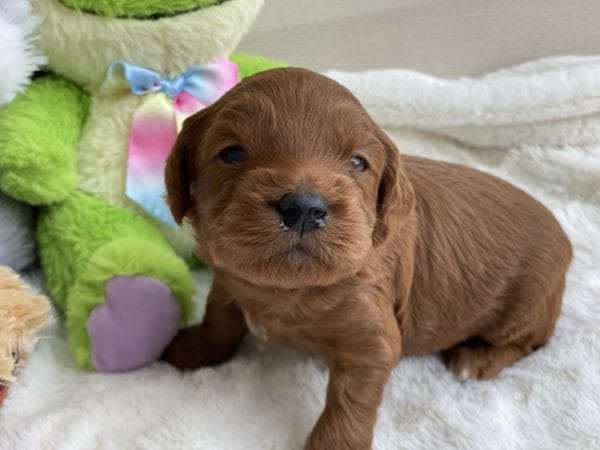 Micro GOLDENDOODLE PUPPIES, Micro Goldendoodle, Precious Doodle Dogs, Teacup Doodle Dogs, Goldendoodle, Doodle Dog, Golden Doodles, Goldendoodle for sale, Goldendoodle puppies for sale, Miniature goldendoodle, goldendoodle puppies, mini goldendoodle, mini puppies, mini goldendoodle size, Mini Doodle Dogs, f1 goldendoodle, golden retriever poodle, chocolate goldendoodle, small doodles, goldendoodle temperament, goldendoodle colors, goldendoodle price, white goldendoodle, f2 goldendoodle, mini goldendoodle price, mini goldendoodle full grown, f1 mini goldendoodle, f1b goldendoodle, parti goldendoodle, goldendoodles near me, english goldendoodle, australian goldendoodle, red goldendoodle, doodle breeds, brown goldendoodle, goldendoodle cost, adult mini goldendoodle, golden noodle dog, doodle dog breeds, miniature golden doodle, miniature puppies, golden retriever poodle mix, A Star is Born, A star is born goldendoodle, a star is born dog, Bradley Cooper's Dog, Bradley Cooper Dog, Bradley Cooper's Goldendoodle, arizona goldendoodles, goldendoodle training, goldendoodle size, how big do mini goldendoodles get, goldendoodle full grown, baby goldendoodle, goldendoodle houston, golden doodles for sale, adult goldendoodle, apricot goldendoodle, goldendoodle grooming, mini golden doodles, goldendoodle shedding, f2b goldendoodle, goldendoodle hypoallergenic, goldendoodle names, english cream goldendoodle, golden retriever and poodle mix, mini goldendoodle puppies, micro goldendoodle, mini goldendoodle puppies for sale, miniature goldendoodle for sale, goldendoodle puppies for adoption, teddy bear goldendoodle, mini goldendoodle rescue, medium goldendoodle, black goldendoodle, mini goldendoodle for sale near me, goldendoodle puppies for sale near me, mini doodle, doodle puppies, mini goldendoodle for sale, goldendoodle breeders near me, miniature goldendoodle for sale near me, toy goldendoodle, petite goldendoodle, golden doodle dog, miniature goldendoodle puppies, mini goldendoodle puppies for sale near me, goldendoodles for sale near me, mini goldedoodle breeders, goldendoodle adoption, f1b mini goldendoodle, small goldendoodle, teacup goldendoodle, goldendoodle puppies near me, goldendoodle breeders, how to groom a goldendoodle, great doodle puppies, golden doodle mix, goldendoodle tampa, goldendoodle facts, white doodle dog, white goldendoodle puppy, mini goldendoodle maryland, country mini doodles, goldendoodle los angeles, toy labradoodle puppies for sale, types of goldendoodles, mini golden retriever puppies, golden goldendoodle, mini golden retriever puppies for sale, miniature australian goldendoodle, goldendoodle sacramento, goldendoodle omaha, labradoodle goldendoodle, f1 medium goldendoodle, BEST goldendoodles, pictures of mini goldendoodles, teacup goldendoodle full grown, micro mini goldendoodle full grown, toy goldendoodle price, goldendoodle chicago, retriever doodle, teacup goldendoodle puppies for sale, cute goldendoodle, mini teddy bear puppies, miniature goldendoodle full grown, f2 mini goldendoodle, goldendoodle spokane, mini goldendoodle chicago, micro mini goldendoodle, how nbig do miniature goldendoodles get, brown mini goldendoodle, mini doodle breeds, poodle doodle dog, what is a mini goldendoodle, black mini goldendoodle, mini irish doodle puppies for sale, f1b goldendoodle size, toy golden doodles, chocolate brown goldendoodle puppies for sale, petite goldendoodle full grown, goldendoodle behavior, american goldendoodle, f1b medium goldendoodle, goldendoodle puppy cost, cute goldendoodle puppies, goldendoodle indianapolis, teddy goldendoodle, mini goldendoodle weight, teddy bear golden doodles, f1b goldendoodle puppies for sale, miniature goldendoodle size, chocolate goldendoodle puppy, english cream mini goldendoodle, doodle puppies near me, red miniature goldendoodle, cream goldendoodle, goldendoodle puppy cut, mini goldendoodle hypoallergenic, dog breed goldendoodle, goldendoodle poodle mixes, goldendoodle allergies, goldendoodle info, sandy ridge goldendoodles, lakeshore goldendoodles, toy goldendoodle puppies for sale, labradoodle and goldendoodle, goldendoodle las vegas, goldendoodle phoenix, doodle breeders near me, miniature goldendoodle weight, black and white goldendoodle, sarasota goldendoodles, mini goldendoodle dallas, a goldendoodle, what is a goldendoodle, goldendoodle dallas, mini golden doodles for sale, ginger doodle puppy, how much does a mini goldendoodle cost, goldendoodle san antonio, goldendoodle photos, goldendoodle cuts, chocolate mini goldendoodle, all about goldendoodles, goldendoodle cincinnati, black doodle dog, goldendoodle weight, miniature goldendoodle breeders, goldendoodle information, miniature goldendoodle puppies for sale, doodle puppies for sale near me, black labradoodle puppies for sale, goldendoodle seattle, golden doodles near me, teacup goldendoodle for sale, golden retriever poodle puppy, goldendoodle rochester ny, goldendoodle and poodle mix, akc goldendoodle, goldendoodle kansas city, mini goldendoodle facts, goldendoodle austin, goldendoodle doodle, goldendoodle tulsa, curly goldendoodle, brown goldendoodle puppies, f1b labradoodle puppies for sale, red mini goldendoodle, goldendoodle poodle, chocolate goldendoodle for sale, tiny goldendoodle, goldendoodle puppies breeders, english goldendoodle puppies for sale, mini golden labradoodle, f1b mini teddy bear goldendoodles, red goldendoodle puppies for sale, miniature golden retriever breeders, f1 goldendoodles for sale, teacup goldendoodle puppies, toy mini goldendoodle, xs petite goldendoodle, f2 goldendoodle puppies for sale, mini goldendoodle cost, black goldendoodle for sale, english teddy bear goldendoodle, small doodle dogs, goldendoodle nashville, english goldendoodle puppies, golden retriever poodle mix for sale, red goldendoodle puppy, parti goldendoodles for sale, english cream goldendoodles for sale, doodle puppies for sale, golden retriever poodle mix puppies, goldendoodle tucson, f1b mini goldendoodle puppies for sale, mini goldendoodle breeders northeast, teddy bear goldendoodle, toy goldendoodle rescue, petite mini goldendoodle, goldendoodle stuff, mini goldendoodles near me, teddy bear goldendoodle puppies, f1 goldendoodle puppies, teddy bear goldendoodles for sale, silver goldendoodle, buy goldendoodle, mini golden doodle dog, teddy bear goldendoodles mini, micro mini goldendoodle puppies for sale, goldendoodle dogs for sale, best goldendoodle breeders, chocolate goldendoodle puppies for sale, doodle dogs for sale, toy goldendoodle puppies, mini doodle dog, toy goldendoodle breeders, doodles for sale, goldendoodle hypoallergenic dog, mini goldendoodle breeders near me, english goldendoodle breeders, f1b mini goldendoodle for sale, teacup goldendoodle price, petite goldendoodle for sale, mini english goldendoodle, mini goldendoodle info, miniature goldendoodle puppies for sale near me, black goldendoodle puppies for sale, f1 goldendoodle puppies for sale, Micro Goldendoodles AL, Micro Goldendoodles AK, Micro Goldendoodles AZ, Micro Goldendoodles AR, Micro Goldendoodles CA, Micro Goldendoodles CO, Micro Goldendoodles CT, Micro Goldendoodles DE, Micro Goldendoodles FL, Micro Goldendoodles GA, Micro Goldendoodles HI, Micro Goldendoodles ID, Micro Goldendoodles IL, Micro Goldendoodles IN, Micro Goldendoodles IA, Micro Goldendoodles KS, Micro Goldendoodles KY, Micro Goldendoodles LA, Micro Goldendoodles ME, Micro Goldendoodles MD, Micro Goldendoodles MA, Micro Goldendoodles MI, Micro Goldendoodles MN, Micro Goldendoodles MS, Micro Goldendoodles MO, Micro Goldendoodles MT, Micro Goldendoodles NE, Micro Goldendoodles NV, Micro Goldendoodles NH, Micro Goldendoodles NJ, Micro Goldendoodles NM, Micro Goldendoodles NY, Micro Goldendoodles NC, Micro Goldendoodles ND, Micro Goldendoodles OH, Micro Goldendoodles OK, Micro Goldendoodles OR, Micro Goldendoodles PA, Micro Goldendoodles RI, Micro Goldendoodles SC, Micro Goldendoodles SD, Micro Goldendoodles TN, Micro Goldendoodles TX, Micro Goldendoodles UT, Micro Goldendoodles VT, Micro Goldendoodles VA, Micro Goldendoodles WA, Micro Goldendoodles WV, Micro Goldendoodles WI, Micro Goldendoodles WY, Micro Golden Doodles AL, Micro Golden Doodles AK, Micro Golden Doodles AZ, Micro Golden Doodles AR, Micro Golden Doodles CA, Micro Golden Doodles CO, Micro Golden Doodles CT, Micro Golden Doodles DE, Micro Golden Doodles FL, Micro Golden Doodles GA, Micro Golden Doodles HI, Micro Golden Doodles ID, Micro Golden Doodles IL, Micro Golden Doodles IN, Micro Golden Doodles IA, Micro Golden Doodles KS, Micro Golden Doodles KY, Micro Golden Doodles LA, Micro Golden Doodles ME, Micro Golden Doodles MD, Micro Golden Doodles MA, Micro Golden Doodles MI, Micro Golden Doodles MN, Micro Golden Doodles MS, Micro Golden Doodles MO, Micro Golden Doodles MT, Micro Golden Doodles NE, Micro Golden Doodles NV, Micro Golden Doodles NH, Micro Golden Doodles NJ, Micro Golden Doodles NM, Micro Golden Doodles NY, Micro Golden Doodles NC, Micro Golden Doodles ND, Micro Golden Doodles OH, Micro Golden Doodles OK, Micro Golden Doodles OR, Micro Golden Doodles PA, Micro Golden Doodles RI, Micro Golden Doodles SC, Micro Golden Doodles SD, Micro Golden Doodles TN, Micro Golden Doodles TX, Micro Golden Doodles UT, Micro Golden Doodles VT, Micro Golden Doodles VA, Micro Golden Doodles WA, Micro Golden Doodles WV, Micro Golden Doodles WI, Micro Golden Doodles WY, Micro Goldendoodle Alabama, Micro Goldendoodle Alaska, Micro Goldendoodle Arizona, Micro Goldendoodle Arkansas, Micro Goldendoodle California, Micro Goldendoodle Colorado, Micro Goldendoodle Connecticut, Micro Goldendoodle Delaware, Micro Goldendoodle Florida, Micro Goldendoodle Georgia, Micro Goldendoodle Hawaii, Micro Goldendoodle Idaho, Micro Goldendoodle Illinois, Micro Goldendoodle Indiana, Micro Goldendoodle Iowa, Micro Goldendoodle Kansas, Micro Goldendoodle Kentucky, Micro Goldendoodle Louisiana, Micro Goldendoodle Maine, Micro Goldendoodle Maryland, Micro Goldendoodle Massachusetts, Micro Goldendoodle Michigan, Micro Goldendoodle Minnesota, Micro Goldendoodle Mississippi, Micro Goldendoodle Missouri, Micro Goldendoodle Montana, Micro Goldendoodle Nebraska, Micro Goldendoodle Nevada, Micro Goldendoodle New Hampshire, Micro Goldendoodle New Jersey, Micro Goldendoodle New Mexico, Micro Goldendoodle New York, Micro Goldendoodle North Carolina, Micro Goldendoodle North Dakota, Micro Goldendoodle Ohio, Micro Goldendoodle Oklahoma, Micro Goldendoodle Oregon, Micro Goldendoodle Pennsylvania, Micro Goldendoodle Rhode Island, Micro Goldendoodle South Carolina, Micro Goldendoodle South Dakota, Micro Goldendoodle Tennessee, Micro Goldendoodle Texas, Micro Goldendoodle Utah, Micro Goldendoodle Vermont, Micro Goldendoodle Virginia, Micro Goldendoodle Washington, Micro Goldendoodle West Virginia, Micro Goldendoodle Wisconsin, Micro Goldendoodle Wyoming, Micro Goldendoodle breeders AL, Micro Goldendoodle breeders AK, Micro Goldendoodle breeders AZ, Micro Goldendoodle breeders AR, Micro Goldendoodle breeders CA, Micro Goldendoodle breeders CO, Micro Goldendoodle breeders CT, Micro Goldendoodle breeders DE, Micro Goldendoodle breeders FL, Micro Goldendoodle breeders GA, Micro Goldendoodle breeders HI, Micro Goldendoodle breeders ID, Micro Goldendoodle breeders IL, Micro Goldendoodle breeders IN, Micro Goldendoodle breeders IA, Micro Goldendoodle breeders KS, Micro Goldendoodle breeders KY, Micro Goldendoodle breeders LA, Micro Goldendoodle breeders ME, Micro Goldendoodle breeders MD, Micro Goldendoodle breeders MA, Micro Goldendoodle breeders MI, Micro Goldendoodle breeders MN, Micro Goldendoodle breeders MS, Micro Goldendoodle breeders MO, Micro Goldendoodle breeders MT, Micro Goldendoodle breeders NE, Micro Goldendoodle breeders NV, Micro Goldendoodle breeders NH, Micro Goldendoodle breeders NJ, Micro Goldendoodle breeders NM, Micro Goldendoodle breeders NY, Micro Goldendoodle breeders NC, Micro Goldendoodle breeders ND, Micro Goldendoodle breeders OH, Micro Goldendoodle breeders OK, Micro Goldendoodle breeders OR, Micro Goldendoodle breeders PA, Micro Goldendoodle breeders RI, Micro Goldendoodle breeders SC, Micro Goldendoodle breeders SD, Micro Goldendoodle breeders TN, Micro Goldendoodle breeders TX, Micro Goldendoodle breeders UT, Micro Goldendoodle breeders VT, Micro Goldendoodle breeders VA, Micro Goldendoodle breeders WA, Micro Goldendoodle breeders WV, Micro Goldendoodle breeders WI, Micro Goldendoodle breeders WY, Micro Golden doodle puppies for sale in AL, Micro Golden doodle puppies for sale in AK, Micro Golden doodle puppies for sale in AZ, Micro Golden doodle puppies for sale in AR, Micro Golden doodle puppies for sale in CA, Micro Golden doodle puppies for sale in CO, Micro Golden doodle puppies for sale in CT, Micro Golden doodle puppies for sale in DE, Micro Golden doodle puppies for sale in FL, Micro Golden doodle puppies for sale in GA, Micro Golden doodle puppies for sale in HI, Micro Golden doodle puppies for sale in ID, Micro Golden doodle puppies for sale in IL, Micro Golden doodle puppies for sale in IN, Micro Golden doodle puppies for sale in IA, Micro Golden doodle puppies for sale in KS, Micro Golden doodle puppies for sale in KY, Micro Golden doodle puppies for sale in LA, Micro Golden doodle puppies for sale in ME, Micro Golden doodle puppies for sale in MD, Micro Golden doodle puppies for sale in MA, Micro Golden doodle puppies for sale in MI, Micro Golden doodle puppies for sale in MN, Micro Golden doodle puppies for sale in MS, Micro Golden doodle puppies for sale in MO, Micro Golden doodle puppies for sale in MT, Micro Golden doodle puppies for sale in NE, Micro Golden doodle puppies for sale in NV, Micro Golden doodle puppies for sale in NH, Micro Golden doodle puppies for sale in NJ, Micro Golden doodle puppies for sale in NM, Micro Golden doodle puppies for sale in NY, Micro Golden doodle puppies for sale in NC, Micro Golden doodle puppies for sale in ND, Micro Golden doodle puppies for sale in OH, Micro Golden doodle puppies for sale in OK, Micro Golden doodle puppies for sale in OR, Micro Golden doodle puppies for sale in PA, Micro Golden doodle puppies for sale in RI, Micro Golden doodle puppies for sale in SC, Micro Golden doodle puppies for sale in SD, Micro Golden doodle puppies for sale in TN, Micro Golden doodle puppies for sale in TX, Micro Golden doodle puppies for sale in UT, Micro Golden doodle puppies for sale in VT, Micro Golden doodle puppies for sale in VA, Micro Golden doodle puppies for sale in WA, Micro Golden doodle puppies for sale in WV, Micro Golden doodle puppies for sale in WI, Micro Golden doodle puppies for sale in WY, Micro Goldendoodles for sale in AL, Micro Goldendoodles for sale in AK, Micro Goldendoodles for sale in AZ, Micro Goldendoodles for sale in AR, Micro Goldendoodles for sale in CA, Micro Goldendoodles for sale in CO, Micro Goldendoodles for sale in CT, Micro Goldendoodles for sale in DE, Micro Goldendoodles for sale in FL, Micro Goldendoodles for sale in GA, Micro Goldendoodles for sale in HI, Micro Goldendoodles for sale in ID, Micro Goldendoodles for sale in IL, Micro Goldendoodles for sale in IN, Micro Goldendoodles for sale in IA, Micro Goldendoodles for sale in KS, Micro Goldendoodles for sale in KY, Micro Goldendoodles for sale in LA, Micro Goldendoodles for sale in ME, Micro Goldendoodles for sale in MD, Micro Goldendoodles for sale in MA, Micro Goldendoodles for sale in MI, Micro Goldendoodles for sale in MN, Micro Goldendoodles for sale in MS, Micro Goldendoodles for sale in MO, Micro Goldendoodles for sale in MT, Micro Goldendoodles for sale in NE, Micro Goldendoodles for sale in NV, Micro Goldendoodles for sale in NH, Micro Goldendoodles for sale in NJ, Micro Goldendoodles for sale in NM, Micro Goldendoodles for sale in NY, Micro Goldendoodles for sale in NC, Micro Goldendoodles for sale in ND, Micro Goldendoodles for sale in OH, Micro Goldendoodles for sale in OK, Micro Goldendoodles for sale in OR, Micro Goldendoodles for sale in PA, Micro Goldendoodles for sale in RI, Micro Goldendoodles for sale in SC, Micro Goldendoodles for sale in SD, Micro Goldendoodles for sale in TN, Micro Goldendoodles for sale in TX, Micro Goldendoodles for sale in UT, Micro Goldendoodles for sale in VT, Micro Goldendoodles for sale in VA, Micro Goldendoodles for sale in WA, Micro Goldendoodles for sale in WV, Micro Goldendoodles for sale in WI, Micro Goldendoodles for sale in WY, Micro Golden doodles Alabama, Micro Golden doodles Alaska, Micro Golden doodles Arizona, Micro Golden doodles Arkansas, Micro Golden doodles California, Micro Golden doodles Colorado, Micro Golden doodles Connecticut, Micro Golden doodles Delaware, Micro Golden doodles Florida, Micro Golden doodles Georgia, Micro Golden doodles Hawaii, Micro Golden doodles Idaho, Micro Golden doodles Illinois, Micro Golden doodles Indiana, Micro Golden doodles Iowa, Micro Golden doodles Kansas, Micro Golden doodles Kentucky, Micro Golden doodles Louisiana, Micro Golden doodles Maine, Micro Golden doodles Maryland, Micro Golden doodles Massachusetts, Micro Golden doodles Michigan, Micro Golden doodles Minnesota, Micro Golden doodles Mississippi, Micro Golden doodles Missouri, Micro Golden doodles Montana, Micro Golden doodles Nebraska, Micro Golden doodles Nevada, Micro Golden doodles New Hampshire, Micro Golden doodles New Jersey, Micro Golden doodles New Mexico, Micro Golden doodles New York, Micro Golden doodles North Carolina, Micro Golden doodles North Dakota, Micro Golden doodles Ohio, Micro Golden doodles Oklahoma, Micro Golden doodles Oregon, Micro Golden doodles Pennsylvania, Micro Golden doodles Rhode Island, Micro Golden doodles South Carolina, Micro Golden doodles South Dakota, Micro Golden doodles Tennessee, Micro Golden doodles Texas, Micro Golden doodles Utah, Micro Golden doodles Vermont, Micro Golden doodles Virginia, Micro Golden doodles Washington, Micro Golden doodles West Virginia, Micro Golden doodles Wisconsin, Micro Golden doodles Wyoming, Golden doodle Breeders AL, Golden doodle Breeders AK, Golden doodle Breeders AZ, Golden doodle Breeders AR, Golden doodle Breeders CA, Golden doodle Breeders CO, Golden doodle Breeders CT, Golden doodle Breeders DE, Golden doodle Breeders FL, Golden doodle Breeders GA, Golden doodle Breeders HI, Golden doodle Breeders ID, Golden doodle Breeders IL, Golden doodle Breeders IN, Golden doodle Breeders IA, Golden doodle Breeders KS, Golden doodle Breeders KY, Golden doodle Breeders LA, Golden doodle Breeders ME, Golden doodle Breeders MD, Golden doodle Breeders MA, Golden doodle Breeders MI, Golden doodle Breeders MN, Golden doodle Breeders MS, Golden doodle Breeders MO, Golden doodle Breeders MT, Golden doodle Breeders NE, Golden doodle Breeders NV, Golden doodle Breeders NH, Golden doodle Breeders NJ, Golden doodle Breeders NM, Golden doodle Breeders NY, Golden doodle Breeders NC, Golden doodle Breeders ND, Golden doodle Breeders OH, Golden doodle Breeders OK, Golden doodle Breeders OR, Golden doodle Breeders PA, Golden doodle Breeders RI, Golden doodle Breeders SC, Golden doodle Breeders SD, Golden doodle Breeders TN, Golden doodle Breeders TX, Golden doodle Breeders UT, Golden doodle Breeders VT, Golden doodle Breeders VA, Golden doodle Breeders WA, Golden doodle Breeders WV, Golden doodle Breeders WI, Golden doodle Breeders WY, Micro Golden doodles for sale in AL, Micro Golden doodles for sale in AK, Micro Golden doodles for sale in AZ, Micro Golden doodles for sale in AR, Micro Golden doodles for sale in CA, Micro Golden doodles for sale in CO, Micro Golden doodles for sale in CT, Micro Golden doodles for sale in DE, Micro Golden doodles for sale in FL, Micro Golden doodles for sale in GA, Micro Golden doodles for sale in HI, Micro Golden doodles for sale in ID, Micro Golden doodles for sale in IL, Micro Golden doodles for sale in IN, Micro Golden doodles for sale in IA, Micro Golden doodles for sale in KS, Micro Golden doodles for sale in KY, Micro Golden doodles for sale in LA, Micro Golden doodles for sale in ME, Micro Golden doodles for sale in MD, Micro Golden doodles for sale in MA, Micro Golden doodles for sale in MI, Micro Golden doodles for sale in MN, Micro Golden doodles for sale in MS, Micro Golden doodles for sale in MO, Micro Golden doodles for sale in MT, Micro Golden doodles for sale in NE, Micro Golden doodles for sale in NV, Micro Golden doodles for sale in NH, Micro Golden doodles for sale in NJ, Micro Golden doodles for sale in NM, Micro Golden doodles for sale in NY, Micro Golden doodles for sale in NC, Micro Golden doodles for sale in ND, Micro Golden doodles for sale in OH, Micro Golden doodles for sale in OK, Micro Golden doodles for sale in OR, Micro Golden doodles for sale in PA, Micro Golden doodles for sale in RI, Micro Golden doodles for sale in SC, Micro Golden doodles for sale in SD, Micro Golden doodles for sale in TN, Micro Golden doodles for sale in TX, Micro Golden doodles for sale in UT, Micro Golden doodles for sale in VT, Micro Golden doodles for sale in VA, Micro Golden doodles for sale in WA, Micro Golden doodles for sale in WV, Micro Golden doodles for sale in WI, Micro Golden doodles for sale in WY,