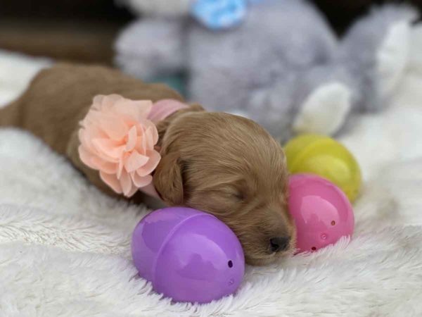 TEACUP GOLDENDOODLE PUPPIES, Micro Goldendoodle, Precious Doodle Dogs, Teacup Doodle Dogs, Goldendoodle, Doodle Dog, Golden Doodles, Goldendoodle for sale, Goldendoodle puppies for sale, Miniature goldendoodle, goldendoodle puppies, mini goldendoodle, mini puppies, mini goldendoodle size, Mini Doodle Dogs, f1 goldendoodle, golden retriever poodle, chocolate goldendoodle, small doodles, goldendoodle temperament, goldendoodle colors, goldendoodle price, white goldendoodle, f2 goldendoodle, mini goldendoodle price, mini goldendoodle full grown, f1 mini goldendoodle, f1b goldendoodle, parti goldendoodle, goldendoodles near me, english goldendoodle, australian goldendoodle, red goldendoodle, doodle breeds, brown goldendoodle, goldendoodle cost, adult mini goldendoodle, golden noodle dog, doodle dog breeds, miniature golden doodle, miniature puppies, golden retriever poodle mix, A Star is Born, A star is born goldendoodle, a star is born dog, Bradley Cooper's Dog, Bradley Cooper Dog, Bradley Cooper's Goldendoodle, arizona goldendoodles, goldendoodle training, goldendoodle size, how big do mini goldendoodles get, goldendoodle full grown, baby goldendoodle, goldendoodle houston, golden doodles for sale, adult goldendoodle, apricot goldendoodle, goldendoodle grooming, mini golden doodles, goldendoodle shedding, f2b goldendoodle, goldendoodle hypoallergenic, goldendoodle names, english cream goldendoodle, golden retriever and poodle mix, mini goldendoodle puppies, micro goldendoodle, mini goldendoodle puppies for sale, miniature goldendoodle for sale, goldendoodle puppies for adoption, teddy bear goldendoodle, mini goldendoodle rescue, medium goldendoodle, black goldendoodle, mini goldendoodle for sale near me, goldendoodle puppies for sale near me, mini doodle, doodle puppies, mini goldendoodle for sale, goldendoodle breeders near me, miniature goldendoodle for sale near me, toy goldendoodle, petite goldendoodle, golden doodle dog, miniature goldendoodle puppies, mini goldendoodle puppies for sale near me, goldendoodles for sale near me, mini goldedoodle breeders, goldendoodle adoption, f1b mini goldendoodle, small goldendoodle, teacup goldendoodle, goldendoodle puppies near me, goldendoodle breeders, how to groom a goldendoodle, great doodle puppies, golden doodle mix, goldendoodle tampa, goldendoodle facts, white doodle dog, white goldendoodle puppy, mini goldendoodle maryland, country mini doodles, goldendoodle los angeles, toy labradoodle puppies for sale, types of goldendoodles, mini golden retriever puppies, golden goldendoodle, mini golden retriever puppies for sale, miniature australian goldendoodle, goldendoodle sacramento, goldendoodle omaha, labradoodle goldendoodle, f1 medium goldendoodle, BEST goldendoodles, pictures of mini goldendoodles, teacup goldendoodle full grown, micro mini goldendoodle full grown, toy goldendoodle price, goldendoodle chicago, retriever doodle, teacup goldendoodle puppies for sale, cute goldendoodle, mini teddy bear puppies, miniature goldendoodle full grown, f2 mini goldendoodle, goldendoodle spokane, mini goldendoodle chicago, micro mini goldendoodle, how nbig do miniature goldendoodles get, brown mini goldendoodle, mini doodle breeds, poodle doodle dog, what is a mini goldendoodle, black mini goldendoodle, mini irish doodle puppies for sale, f1b goldendoodle size, toy golden doodles, chocolate brown goldendoodle puppies for sale, petite goldendoodle full grown, goldendoodle behavior, american goldendoodle, f1b medium goldendoodle, goldendoodle puppy cost, cute goldendoodle puppies, goldendoodle indianapolis, teddy goldendoodle, mini goldendoodle weight, teddy bear golden doodles, f1b goldendoodle puppies for sale, miniature goldendoodle size, chocolate goldendoodle puppy, english cream mini goldendoodle, doodle puppies near me, red miniature goldendoodle, cream goldendoodle, goldendoodle puppy cut, mini goldendoodle hypoallergenic, dog breed goldendoodle, goldendoodle poodle mixes, goldendoodle allergies, goldendoodle info, sandy ridge goldendoodles, lakeshore goldendoodles, toy goldendoodle puppies for sale, labradoodle and goldendoodle, goldendoodle las vegas, goldendoodle phoenix, doodle breeders near me, miniature goldendoodle weight, black and white goldendoodle, sarasota goldendoodles, mini goldendoodle dallas, a goldendoodle, what is a goldendoodle, goldendoodle dallas, mini golden doodles for sale, ginger doodle puppy, how much does a mini goldendoodle cost, goldendoodle san antonio, goldendoodle photos, goldendoodle cuts, chocolate mini goldendoodle, all about goldendoodles, goldendoodle cincinnati, black doodle dog, goldendoodle weight, miniature goldendoodle breeders, goldendoodle information, miniature goldendoodle puppies for sale, doodle puppies for sale near me, black labradoodle puppies for sale, goldendoodle seattle, golden doodles near me, teacup goldendoodle for sale, golden retriever poodle puppy, goldendoodle rochester ny, goldendoodle and poodle mix, akc goldendoodle, goldendoodle kansas city, mini goldendoodle facts, goldendoodle austin, goldendoodle doodle, goldendoodle tulsa, curly goldendoodle, brown goldendoodle puppies, f1b labradoodle puppies for sale, red mini goldendoodle, goldendoodle poodle, chocolate goldendoodle for sale, tiny goldendoodle, goldendoodle puppies breeders, english goldendoodle puppies for sale, mini golden labradoodle, f1b mini teddy bear goldendoodles, red goldendoodle puppies for sale, miniature golden retriever breeders, f1 goldendoodles for sale, teacup goldendoodle puppies, toy mini goldendoodle, xs petite goldendoodle, f2 goldendoodle puppies for sale, mini goldendoodle cost, black goldendoodle for sale, english teddy bear goldendoodle, small doodle dogs, goldendoodle nashville, english goldendoodle puppies, golden retriever poodle mix for sale, red goldendoodle puppy, parti goldendoodles for sale, english cream goldendoodles for sale, doodle puppies for sale, golden retriever poodle mix puppies, goldendoodle tucson, f1b mini goldendoodle puppies for sale, mini goldendoodle breeders northeast, teddy bear goldendoodle, toy goldendoodle rescue, petite mini goldendoodle, goldendoodle stuff, mini goldendoodles near me, teddy bear goldendoodle puppies, f1 goldendoodle puppies, teddy bear goldendoodles for sale, silver goldendoodle, buy goldendoodle, mini golden doodle dog, teddy bear goldendoodles mini, micro mini goldendoodle puppies for sale, goldendoodle dogs for sale, best goldendoodle breeders, chocolate goldendoodle puppies for sale, doodle dogs for sale, toy goldendoodle puppies, mini doodle dog, toy goldendoodle breeders, doodles for sale, goldendoodle hypoallergenic dog, mini goldendoodle breeders near me, english goldendoodle breeders, f1b mini goldendoodle for sale, teacup goldendoodle price, petite goldendoodle for sale, mini english goldendoodle, mini goldendoodle info, miniature goldendoodle puppies for sale near me, black goldendoodle puppies for sale, f1 goldendoodle puppies for sale, Teacup Goldendoodles AL, Teacup Goldendoodles AK, Teacup Goldendoodles AZ, Teacup Goldendoodles AR, Teacup Goldendoodles CA, Teacup Goldendoodles CO, Teacup Goldendoodles CT, Teacup Goldendoodles DE, Teacup Goldendoodles FL, Teacup Goldendoodles GA, Teacup Goldendoodles HI, Teacup Goldendoodles ID, Teacup Goldendoodles IL, Teacup Goldendoodles IN, Teacup Goldendoodles IA, Teacup Goldendoodles KS, Teacup Goldendoodles KY, Teacup Goldendoodles LA, Teacup Goldendoodles ME, Teacup Goldendoodles MD, Teacup Goldendoodles MA, Teacup Goldendoodles MI, Teacup Goldendoodles MN, Teacup Goldendoodles MS, Teacup Goldendoodles MO, Teacup Goldendoodles MT, Teacup Goldendoodles NE, Teacup Goldendoodles NV, Teacup Goldendoodles NH, Teacup Goldendoodles NJ, Teacup Goldendoodles NM, Teacup Goldendoodles NY, Teacup Goldendoodles NC, Teacup Goldendoodles ND, Teacup Goldendoodles OH, Teacup Goldendoodles OK, Teacup Goldendoodles OR, Teacup Goldendoodles PA, Teacup Goldendoodles RI, Teacup Goldendoodles SC, Teacup Goldendoodles SD, Teacup Goldendoodles TN, Teacup Goldendoodles TX, Teacup Goldendoodles UT, Teacup Goldendoodles VT, Teacup Goldendoodles VA, Teacup Goldendoodles WA, Teacup Goldendoodles WV, Teacup Goldendoodles WI, Teacup Goldendoodles WY, Teacup Golden Doodles AL, Teacup Golden Doodles AK, Teacup Golden Doodles AZ, Teacup Golden Doodles AR, Teacup Golden Doodles CA, Teacup Golden Doodles CO, Teacup Golden Doodles CT, Teacup Golden Doodles DE, Teacup Golden Doodles FL, Teacup Golden Doodles GA, Teacup Golden Doodles HI, Teacup Golden Doodles ID, Teacup Golden Doodles IL, Teacup Golden Doodles IN, Teacup Golden Doodles IA, Teacup Golden Doodles KS, Teacup Golden Doodles KY, Teacup Golden Doodles LA, Teacup Golden Doodles ME, Teacup Golden Doodles MD, Teacup Golden Doodles MA, Teacup Golden Doodles MI, Teacup Golden Doodles MN, Teacup Golden Doodles MS, Teacup Golden Doodles MO, Teacup Golden Doodles MT, Teacup Golden Doodles NE, Teacup Golden Doodles NV, Teacup Golden Doodles NH, Teacup Golden Doodles NJ, Teacup Golden Doodles NM, Teacup Golden Doodles NY, Teacup Golden Doodles NC, Teacup Golden Doodles ND, Teacup Golden Doodles OH, Teacup Golden Doodles OK, Teacup Golden Doodles OR, Teacup Golden Doodles PA, Teacup Golden Doodles RI, Teacup Golden Doodles SC, Teacup Golden Doodles SD, Teacup Golden Doodles TN, Teacup Golden Doodles TX, Teacup Golden Doodles UT, Teacup Golden Doodles VT, Teacup Golden Doodles VA, Teacup Golden Doodles WA, Teacup Golden Doodles WV, Teacup Golden Doodles WI, Teacup Golden Doodles WY, Toy Goldendoodle Alabama, Toy Goldendoodle Alaska, Toy Goldendoodle Arizona, Toy Goldendoodle Arkansas, Toy Goldendoodle California, Toy Goldendoodle Colorado, Toy Goldendoodle Connecticut, Toy Goldendoodle Delaware, Toy Goldendoodle Florida, Toy Goldendoodle Georgia, Toy Goldendoodle Hawaii, Toy Goldendoodle Idaho, Toy Goldendoodle Illinois, Toy Goldendoodle Indiana, Toy Goldendoodle Iowa, Toy Goldendoodle Kansas, Toy Goldendoodle Kentucky, Toy Goldendoodle Louisiana, Toy Goldendoodle Maine, Toy Goldendoodle Maryland, Toy Goldendoodle Massachusetts, Toy Goldendoodle Michigan, Toy Goldendoodle Minnesota, Toy Goldendoodle Mississippi, Toy Goldendoodle Missouri, Toy Goldendoodle Montana, Toy Goldendoodle Nebraska, Toy Goldendoodle Nevada, Toy Goldendoodle New Hampshire, Toy Goldendoodle New Jersey, Toy Goldendoodle New Mexico, Toy Goldendoodle New York, Toy Goldendoodle North Carolina, Toy Goldendoodle North Dakota, Toy Goldendoodle Ohio, Toy Goldendoodle Oklahoma, Toy Goldendoodle Oregon, Toy Goldendoodle Pennsylvania, Toy Goldendoodle Rhode Island, Toy Goldendoodle South Carolina, Toy Goldendoodle South Dakota, Toy Goldendoodle Tennessee, Toy Goldendoodle Texas, Toy Goldendoodle Utah, Toy Goldendoodle Vermont, Toy Goldendoodle Virginia, Toy Goldendoodle Washington, Toy Goldendoodle West Virginia, Toy Goldendoodle Wisconsin, Toy Goldendoodle Wyoming, Mini Goldendoodle breeders AL, Mini Goldendoodle breeders AK, Mini Goldendoodle breeders AZ, Mini Goldendoodle breeders AR, Mini Goldendoodle breeders CA, Mini Goldendoodle breeders CO, Mini Goldendoodle breeders CT, Mini Goldendoodle breeders DE, Mini Goldendoodle breeders FL, Mini Goldendoodle breeders GA, Mini Goldendoodle breeders HI, Mini Goldendoodle breeders ID, Mini Goldendoodle breeders IL, Mini Goldendoodle breeders IN, Mini Goldendoodle breeders IA, Mini Goldendoodle breeders KS, Mini Goldendoodle breeders KY, Mini Goldendoodle breeders LA, Mini Goldendoodle breeders ME, Mini Goldendoodle breeders MD, Mini Goldendoodle breeders MA, Mini Goldendoodle breeders MI, Mini Goldendoodle breeders MN, Mini Goldendoodle breeders MS, Mini Goldendoodle breeders MO, Mini Goldendoodle breeders MT, Mini Goldendoodle breeders NE, Mini Goldendoodle breeders NV, Mini Goldendoodle breeders NH, Mini Goldendoodle breeders NJ, Mini Goldendoodle breeders NM, Mini Goldendoodle breeders NY, Mini Goldendoodle breeders NC, Mini Goldendoodle breeders ND, Mini Goldendoodle breeders OH, Mini Goldendoodle breeders OK, Mini Goldendoodle breeders OR, Mini Goldendoodle breeders PA, Mini Goldendoodle breeders RI, Mini Goldendoodle breeders SC, Mini Goldendoodle breeders SD, Mini Goldendoodle breeders TN, Mini Goldendoodle breeders TX, Mini Goldendoodle breeders UT, Mini Goldendoodle breeders VT, Mini Goldendoodle breeders VA, Mini Goldendoodle breeders WA, Mini Goldendoodle breeders WV, Mini Goldendoodle breeders WI, Mini Goldendoodle breeders WY, Mini Goldendoodle puppies for sale in AL, Mini Goldendoodle puppies for sale in AK, Mini Goldendoodle puppies for sale in AZ, Mini Goldendoodle puppies for sale in AR, Mini Goldendoodle puppies for sale in CA, Mini Goldendoodle puppies for sale in CO, Mini Goldendoodle puppies for sale in CT, Mini Goldendoodle puppies for sale in DE, Mini Goldendoodle puppies for sale in FL, Mini Goldendoodle puppies for sale in GA, Mini Goldendoodle puppies for sale in HI, Mini Goldendoodle puppies for sale in ID, Mini Goldendoodle puppies for sale in IL, Mini Goldendoodle puppies for sale in IN, Mini Goldendoodle puppies for sale in IA, Mini Goldendoodle puppies for sale in KS, Mini Goldendoodle puppies for sale in KY, Mini Goldendoodle puppies for sale in LA, Mini Goldendoodle puppies for sale in ME, Mini Goldendoodle puppies for sale in MD, Mini Goldendoodle puppies for sale in MA, Mini Goldendoodle puppies for sale in MI, Mini Goldendoodle puppies for sale in MN, Mini Goldendoodle puppies for sale in MS, Mini Goldendoodle puppies for sale in MO, Mini Goldendoodle puppies for sale in MT, Mini Goldendoodle puppies for sale in NE, Mini Goldendoodle puppies for sale in NV, Mini Goldendoodle puppies for sale in NH, Mini Goldendoodle puppies for sale in NJ, Mini Goldendoodle puppies for sale in NM, Mini Goldendoodle puppies for sale in NY, Mini Goldendoodle puppies for sale in NC, Mini Goldendoodle puppies for sale in ND, Mini Goldendoodle puppies for sale in OH, Mini Goldendoodle puppies for sale in OK, Mini Goldendoodle puppies for sale in OR, Mini Goldendoodle puppies for sale in PA, Mini Goldendoodle puppies for sale in RI, Mini Goldendoodle puppies for sale in SC, Mini Goldendoodle puppies for sale in SD, Mini Goldendoodle puppies for sale in TN, Mini Goldendoodle puppies for sale in TX, Mini Goldendoodle puppies for sale in UT, Mini Goldendoodle puppies for sale in VT, Mini Goldendoodle puppies for sale in VA, Mini Goldendoodle puppies for sale in WA, Mini Goldendoodle puppies for sale in WV, Mini Goldendoodle puppies for sale in WI, Mini Goldendoodle puppies for sale in WY, Miniature Goldendoodles for sale in AL, Miniature Goldendoodles for sale in AK, Miniature Goldendoodles for sale in AZ, Miniature Goldendoodles for sale in AR, Miniature Goldendoodles for sale in CA, Miniature Goldendoodles for sale in CO, Miniature Goldendoodles for sale in CT, Miniature Goldendoodles for sale in DE, Miniature Goldendoodles for sale in FL, Miniature Goldendoodles for sale in GA, Miniature Goldendoodles for sale in HI, Miniature Goldendoodles for sale in ID, Miniature Goldendoodles for sale in IL, Miniature Goldendoodles for sale in IN, Miniature Goldendoodles for sale in IA, Miniature Goldendoodles for sale in KS, Miniature Goldendoodles for sale in KY, Miniature Goldendoodles for sale in LA, Miniature Goldendoodles for sale in ME, Miniature Goldendoodles for sale in MD, Miniature Goldendoodles for sale in MA, Miniature Goldendoodles for sale in MI, Miniature Goldendoodles for sale in MN, Miniature Goldendoodles for sale in MS, Miniature Goldendoodles for sale in MO, Miniature Goldendoodles for sale in MT, Miniature Goldendoodles for sale in NE, Miniature Goldendoodles for sale in NV, Miniature Goldendoodles for sale in NH, Miniature Goldendoodles for sale in NJ, Miniature Goldendoodles for sale in NM, Miniature Goldendoodles for sale in NY, Miniature Goldendoodles for sale in NC, Miniature Goldendoodles for sale in ND, Miniature Goldendoodles for sale in OH, Miniature Goldendoodles for sale in OK, Miniature Goldendoodles for sale in OR, Miniature Goldendoodles for sale in PA, Miniature Goldendoodles for sale in RI, Miniature Goldendoodles for sale in SC, Miniature Goldendoodles for sale in SD, Miniature Goldendoodles for sale in TN, Miniature Goldendoodles for sale in TX, Miniature Goldendoodles for sale in UT, Miniature Goldendoodles for sale in VT, Miniature Goldendoodles for sale in VA, Miniature Goldendoodles for sale in WA, Miniature Goldendoodles for sale in WV, Miniature Goldendoodles for sale in WI, Miniature Goldendoodles for sale in WY, Miniature Goldendoodle Alabama, Miniature Goldendoodle Alaska, Miniature Goldendoodle Arizona, Miniature Goldendoodle Arkansas, Miniature Goldendoodle California, Miniature Goldendoodle Colorado, Miniature Goldendoodle Connecticut, Miniature Goldendoodle Delaware, Miniature Goldendoodle Florida, Miniature Goldendoodle Georgia, Miniature Goldendoodle Hawaii, Miniature Goldendoodle Idaho, Miniature Goldendoodle Illinois, Miniature Goldendoodle Indiana, Miniature Goldendoodle Iowa, Miniature Goldendoodle Kansas, Miniature Goldendoodle Kentucky, Miniature Goldendoodle Louisiana, Miniature Goldendoodle Maine, Miniature Goldendoodle Maryland, Miniature Goldendoodle Massachusetts, Miniature Goldendoodle Michigan, Miniature Goldendoodle Minnesota, Miniature Goldendoodle Mississippi, Miniature Goldendoodle Missouri, Miniature Goldendoodle Montana, Miniature Goldendoodle Nebraska, Miniature Goldendoodle Nevada, Miniature Goldendoodle New Hampshire, Miniature Goldendoodle New Jersey, Miniature Goldendoodle New Mexico, Miniature Goldendoodle New York, Miniature Goldendoodle North Carolina, Miniature Goldendoodle North Dakota, Miniature Goldendoodle Ohio, Miniature Goldendoodle Oklahoma, Miniature Goldendoodle Oregon, Miniature Goldendoodle Pennsylvania, Miniature Goldendoodle Rhode Island, Miniature Goldendoodle South Carolina, Miniature Goldendoodle South Dakota, Miniature Goldendoodle Tennessee, Miniature Goldendoodle Texas, Miniature Goldendoodle Utah, Miniature Goldendoodle Vermont, Miniature Goldendoodle Virginia, Miniature Goldendoodle Washington, Miniature Goldendoodle West Virginia, Miniature Goldendoodle Wisconsin, Miniature Goldendoodle Wyoming, Goldendoodle Breeders AL, Goldendoodle Breeders AK, Goldendoodle Breeders AZ, Goldendoodle Breeders AR, Goldendoodle Breeders CA, Goldendoodle Breeders CO, Goldendoodle Breeders CT, Goldendoodle Breeders DE, Goldendoodle Breeders FL, Goldendoodle Breeders GA, Goldendoodle Breeders HI, Goldendoodle Breeders ID, Goldendoodle Breeders IL, Goldendoodle Breeders IN, Goldendoodle Breeders IA, Goldendoodle Breeders KS, Goldendoodle Breeders KY, Goldendoodle Breeders LA, Goldendoodle Breeders ME, Goldendoodle Breeders MD, Goldendoodle Breeders MA, Goldendoodle Breeders MI, Goldendoodle Breeders MN, Goldendoodle Breeders MS, Goldendoodle Breeders MO, Goldendoodle Breeders MT, Goldendoodle Breeders NE, Goldendoodle Breeders NV, Goldendoodle Breeders NH, Goldendoodle Breeders NJ, Goldendoodle Breeders NM, Goldendoodle Breeders NY, Goldendoodle Breeders NC, Goldendoodle Breeders ND, Goldendoodle Breeders OH, Goldendoodle Breeders OK, Goldendoodle Breeders OR, Goldendoodle Breeders PA, Goldendoodle Breeders RI, Goldendoodle Breeders SC, Goldendoodle Breeders SD, Goldendoodle Breeders TN, Goldendoodle Breeders TX, Goldendoodle Breeders UT, Goldendoodle Breeders VT, Goldendoodle Breeders VA, Goldendoodle Breeders WA, Goldendoodle Breeders WV, Goldendoodle Breeders WI, Goldendoodle Breeders WY, Goldendoodles for sale in AL, Goldendoodles for sale in AK, Goldendoodles for sale in AZ, Goldendoodles for sale in AR, Goldendoodles for sale in CA, Goldendoodles for sale in CO, Goldendoodles for sale in CT, Goldendoodles for sale in DE, Goldendoodles for sale in FL, Goldendoodles for sale in GA, Goldendoodles for sale in HI, Goldendoodles for sale in ID, Goldendoodles for sale in IL, Goldendoodles for sale in IN, Goldendoodles for sale in IA, Goldendoodles for sale in KS, Goldendoodles for sale in KY, Goldendoodles for sale in LA, Goldendoodles for sale in ME, Goldendoodles for sale in MD, Goldendoodles for sale in MA, Goldendoodles for sale in MI, Goldendoodles for sale in MN, Goldendoodles for sale in MS, Goldendoodles for sale in MO, Goldendoodles for sale in MT, Goldendoodles for sale in NE, Goldendoodles for sale in NV, Goldendoodles for sale in NH, Goldendoodles for sale in NJ, Goldendoodles for sale in NM, Goldendoodles for sale in NY, Goldendoodles for sale in NC, Goldendoodles for sale in ND, Goldendoodles for sale in OH, Goldendoodles for sale in OK, Goldendoodles for sale in OR, Goldendoodles for sale in PA, Goldendoodles for sale in RI, Goldendoodles for sale in SC, Goldendoodles for sale in SD, Goldendoodles for sale in TN, Goldendoodles for sale in TX, Goldendoodles for sale in UT, Goldendoodles for sale in VT, Goldendoodles for sale in VA, Goldendoodles for sale in WA, Goldendoodles for sale in WV, Goldendoodles for sale in WI, Goldendoodles for sale in WY,