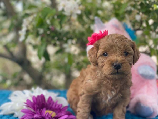 TEACUP GOLDENDOODLE PUPPIES, Precious Doodle Dogs, Teacup Doodle Dogs, Goldendoodle, Doodle Dog, Golden Doodles, Goldendoodle for sale, Goldendoodle puppies for sale, Miniature goldendoodle, goldendoodle puppies, mini goldendoodle, mini puppies, mini goldendoodle size, Mini Doodle Dogs, f1 goldendoodle, golden retriever poodle, chocolate goldendoodle, small doodles, goldendoodle temperament, goldendoodle colors, goldendoodle price, white goldendoodle, f2 goldendoodle, mini goldendoodle price, mini goldendoodle full grown, f1 mini goldendoodle, f1b goldendoodle, parti goldendoodle, goldendoodles near me, english goldendoodle, australian goldendoodle, red goldendoodle, doodle breeds, brown goldendoodle, goldendoodle cost, adult mini goldendoodle, golden noodle dog, doodle dog breeds, miniature golden doodle, miniature puppies, golden retriever poodle mix, A Star is Born, A star is born goldendoodle, a star is born dog, Bradley Cooper's Dog, Bradley Cooper Dog, Bradley Cooper's Goldendoodle, arizona goldendoodles, goldendoodle training, goldendoodle size, how big do mini goldendoodles get, goldendoodle full grown, baby goldendoodle, goldendoodle houston, golden doodles for sale, adult goldendoodle, apricot goldendoodle, goldendoodle grooming, mini golden doodles, goldendoodle shedding, f2b goldendoodle, goldendoodle hypoallergenic, goldendoodle names, english cream goldendoodle, golden retriever and poodle mix, mini goldendoodle puppies, micro goldendoodle, mini goldendoodle puppies for sale, miniature goldendoodle for sale, goldendoodle puppies for adoption, teddy bear goldendoodle, mini goldendoodle rescue, medium goldendoodle, black goldendoodle, mini goldendoodle for sale near me, goldendoodle puppies for sale near me, mini doodle, doodle puppies, mini goldendoodle for sale, goldendoodle breeders near me, miniature goldendoodle for sale near me, toy goldendoodle, petite goldendoodle, golden doodle dog, miniature goldendoodle puppies, mini goldendoodle puppies for sale near me, goldendoodles for sale near me, mini goldedoodle breeders, goldendoodle adoption, f1b mini goldendoodle, small goldendoodle, teacup goldendoodle, goldendoodle puppies near me, goldendoodle breeders, how to groom a goldendoodle, great doodle puppies, golden doodle mix, goldendoodle tampa, goldendoodle facts, white doodle dog, white goldendoodle puppy, mini goldendoodle maryland, country mini doodles, goldendoodle los angeles, toy labradoodle puppies for sale, types of goldendoodles, mini golden retriever puppies, golden goldendoodle, mini golden retriever puppies for sale, miniature australian goldendoodle, goldendoodle sacramento, goldendoodle omaha, labradoodle goldendoodle, f1 medium goldendoodle, BEST goldendoodles, pictures of mini goldendoodles, teacup goldendoodle full grown, micro mini goldendoodle full grown, toy goldendoodle price, goldendoodle chicago, retriever doodle, teacup goldendoodle puppies for sale, cute goldendoodle, mini teddy bear puppies, miniature goldendoodle full grown, f2 mini goldendoodle, goldendoodle spokane, mini goldendoodle chicago, micro mini goldendoodle, how nbig do miniature goldendoodles get, brown mini goldendoodle, mini doodle breeds, poodle doodle dog, what is a mini goldendoodle, black mini goldendoodle, mini irish doodle puppies for sale, f1b goldendoodle size, toy golden doodles, chocolate brown goldendoodle puppies for sale, petite goldendoodle full grown, goldendoodle behavior, american goldendoodle, f1b medium goldendoodle, goldendoodle puppy cost, cute goldendoodle puppies, goldendoodle indianapolis, teddy goldendoodle, mini goldendoodle weight, teddy bear golden doodles, f1b goldendoodle puppies for sale, miniature goldendoodle size, chocolate goldendoodle puppy, english cream mini goldendoodle, doodle puppies near me, red miniature goldendoodle, cream goldendoodle, goldendoodle puppy cut, mini goldendoodle hypoallergenic, dog breed goldendoodle, goldendoodle poodle mixes, goldendoodle allergies, goldendoodle info, sandy ridge goldendoodles, lakeshore goldendoodles, toy goldendoodle puppies for sale, labradoodle and goldendoodle, goldendoodle las vegas, goldendoodle phoenix, doodle breeders near me, miniature goldendoodle weight, black and white goldendoodle, sarasota goldendoodles, mini goldendoodle dallas, a goldendoodle, what is a goldendoodle, goldendoodle dallas, mini golden doodles for sale, ginger doodle puppy, how much does a mini goldendoodle cost, goldendoodle san antonio, goldendoodle photos, goldendoodle cuts, chocolate mini goldendoodle, all about goldendoodles, goldendoodle cincinnati, black doodle dog, goldendoodle weight, miniature goldendoodle breeders, goldendoodle information, miniature goldendoodle puppies for sale, doodle puppies for sale near me, black labradoodle puppies for sale, goldendoodle seattle, golden doodles near me, teacup goldendoodle for sale, golden retriever poodle puppy, goldendoodle rochester ny, goldendoodle and poodle mix, akc goldendoodle, goldendoodle kansas city, mini goldendoodle facts, goldendoodle austin, goldendoodle doodle, goldendoodle tulsa, curly goldendoodle, brown goldendoodle puppies, f1b labradoodle puppies for sale, red mini goldendoodle, goldendoodle poodle, chocolate goldendoodle for sale, tiny goldendoodle, goldendoodle puppies breeders, english goldendoodle puppies for sale, mini golden labradoodle, f1b mini teddy bear goldendoodles, red goldendoodle puppies for sale, miniature golden retriever breeders, f1 goldendoodles for sale, teacup goldendoodle puppies, toy mini goldendoodle, xs petite goldendoodle, f2 goldendoodle puppies for sale, mini goldendoodle cost, black goldendoodle for sale, english teddy bear goldendoodle, small doodle dogs, goldendoodle nashville, english goldendoodle puppies, golden retriever poodle mix for sale, red goldendoodle puppy, parti goldendoodles for sale, english cream goldendoodles for sale, doodle puppies for sale, golden retriever poodle mix puppies, goldendoodle tucson, f1b mini goldendoodle puppies for sale, mini goldendoodle breeders northeast, teddy bear goldendoodle, toy goldendoodle rescue, petite mini goldendoodle, goldendoodle stuff, mini goldendoodles near me, teddy bear goldendoodle puppies, f1 goldendoodle puppies, teddy bear goldendoodles for sale, silver goldendoodle, buy goldendoodle, mini golden doodle dog, teddy bear goldendoodles mini, micro mini goldendoodle puppies for sale, goldendoodle dogs for sale, best goldendoodle breeders, chocolate goldendoodle puppies for sale, doodle dogs for sale, toy goldendoodle puppies, mini doodle dog, toy goldendoodle breeders, doodles for sale, goldendoodle hypoallergenic dog, mini goldendoodle breeders near me, english goldendoodle breeders, f1b mini goldendoodle for sale, teacup goldendoodle price, petite goldendoodle for sale, mini english goldendoodle, mini goldendoodle info, miniature goldendoodle puppies for sale near me, black goldendoodle puppies for sale, f1 goldendoodle puppies for sale, Teacup Goldendoodles AL, Teacup Goldendoodles AK, Teacup Goldendoodles AZ, Teacup Goldendoodles AR, Teacup Goldendoodles CA, Teacup Goldendoodles CO, Teacup Goldendoodles CT, Teacup Goldendoodles DE, Teacup Goldendoodles FL, Teacup Goldendoodles GA, Teacup Goldendoodles HI, Teacup Goldendoodles ID, Teacup Goldendoodles IL, Teacup Goldendoodles IN, Teacup Goldendoodles IA, Teacup Goldendoodles KS, Teacup Goldendoodles KY, Teacup Goldendoodles LA, Teacup Goldendoodles ME, Teacup Goldendoodles MD, Teacup Goldendoodles MA, Teacup Goldendoodles MI, Teacup Goldendoodles MN, Teacup Goldendoodles MS, Teacup Goldendoodles MO, Teacup Goldendoodles MT, Teacup Goldendoodles NE, Teacup Goldendoodles NV, Teacup Goldendoodles NH, Teacup Goldendoodles NJ, Teacup Goldendoodles NM, Teacup Goldendoodles NY, Teacup Goldendoodles NC, Teacup Goldendoodles ND, Teacup Goldendoodles OH, Teacup Goldendoodles OK, Teacup Goldendoodles OR, Teacup Goldendoodles PA, Teacup Goldendoodles RI, Teacup Goldendoodles SC, Teacup Goldendoodles SD, Teacup Goldendoodles TN, Teacup Goldendoodles TX, Teacup Goldendoodles UT, Teacup Goldendoodles VT, Teacup Goldendoodles VA, Teacup Goldendoodles WA, Teacup Goldendoodles WV, Teacup Goldendoodles WI, Teacup Goldendoodles WY, Teacup Golden Doodles AL, Teacup Golden Doodles AK, Teacup Golden Doodles AZ, Teacup Golden Doodles AR, Teacup Golden Doodles CA, Teacup Golden Doodles CO, Teacup Golden Doodles CT, Teacup Golden Doodles DE, Teacup Golden Doodles FL, Teacup Golden Doodles GA, Teacup Golden Doodles HI, Teacup Golden Doodles ID, Teacup Golden Doodles IL, Teacup Golden Doodles IN, Teacup Golden Doodles IA, Teacup Golden Doodles KS, Teacup Golden Doodles KY, Teacup Golden Doodles LA, Teacup Golden Doodles ME, Teacup Golden Doodles MD, Teacup Golden Doodles MA, Teacup Golden Doodles MI, Teacup Golden Doodles MN, Teacup Golden Doodles MS, Teacup Golden Doodles MO, Teacup Golden Doodles MT, Teacup Golden Doodles NE, Teacup Golden Doodles NV, Teacup Golden Doodles NH, Teacup Golden Doodles NJ, Teacup Golden Doodles NM, Teacup Golden Doodles NY, Teacup Golden Doodles NC, Teacup Golden Doodles ND, Teacup Golden Doodles OH, Teacup Golden Doodles OK, Teacup Golden Doodles OR, Teacup Golden Doodles PA, Teacup Golden Doodles RI, Teacup Golden Doodles SC, Teacup Golden Doodles SD, Teacup Golden Doodles TN, Teacup Golden Doodles TX, Teacup Golden Doodles UT, Teacup Golden Doodles VT, Teacup Golden Doodles VA, Teacup Golden Doodles WA, Teacup Golden Doodles WV, Teacup Golden Doodles WI, Teacup Golden Doodles WY, Toy Goldendoodle Alabama, Toy Goldendoodle Alaska, Toy Goldendoodle Arizona, Toy Goldendoodle Arkansas, Toy Goldendoodle California, Toy Goldendoodle Colorado, Toy Goldendoodle Connecticut, Toy Goldendoodle Delaware, Toy Goldendoodle Florida, Toy Goldendoodle Georgia, Toy Goldendoodle Hawaii, Toy Goldendoodle Idaho, Toy Goldendoodle Illinois, Toy Goldendoodle Indiana, Toy Goldendoodle Iowa, Toy Goldendoodle Kansas, Toy Goldendoodle Kentucky, Toy Goldendoodle Louisiana, Toy Goldendoodle Maine, Toy Goldendoodle Maryland, Toy Goldendoodle Massachusetts, Toy Goldendoodle Michigan, Toy Goldendoodle Minnesota, Toy Goldendoodle Mississippi, Toy Goldendoodle Missouri, Toy Goldendoodle Montana, Toy Goldendoodle Nebraska, Toy Goldendoodle Nevada, Toy Goldendoodle New Hampshire, Toy Goldendoodle New Jersey, Toy Goldendoodle New Mexico, Toy Goldendoodle New York, Toy Goldendoodle North Carolina, Toy Goldendoodle North Dakota, Toy Goldendoodle Ohio, Toy Goldendoodle Oklahoma, Toy Goldendoodle Oregon, Toy Goldendoodle Pennsylvania, Toy Goldendoodle Rhode Island, Toy Goldendoodle South Carolina, Toy Goldendoodle South Dakota, Toy Goldendoodle Tennessee, Toy Goldendoodle Texas, Toy Goldendoodle Utah, Toy Goldendoodle Vermont, Toy Goldendoodle Virginia, Toy Goldendoodle Washington, Toy Goldendoodle West Virginia, Toy Goldendoodle Wisconsin, Toy Goldendoodle Wyoming, Teacup Goldendoodle breeders AL, Teacup Goldendoodle breeders AK, Teacup Goldendoodle breeders AZ, Teacup Goldendoodle breeders AR, Teacup Goldendoodle breeders CA, Teacup Goldendoodle breeders CO, Teacup Goldendoodle breeders CT, Teacup Goldendoodle breeders DE, Teacup Goldendoodle breeders FL, Teacup Goldendoodle breeders GA, Teacup Goldendoodle breeders HI, Teacup Goldendoodle breeders ID, Teacup Goldendoodle breeders IL, Teacup Goldendoodle breeders IN, Teacup Goldendoodle breeders IA, Teacup Goldendoodle breeders KS, Teacup Goldendoodle breeders KY, Teacup Goldendoodle breeders LA, Teacup Goldendoodle breeders ME, Teacup Goldendoodle breeders MD, Teacup Goldendoodle breeders MA, Teacup Goldendoodle breeders MI, Teacup Goldendoodle breeders MN, Teacup Goldendoodle breeders MS, Teacup Goldendoodle breeders MO, Teacup Goldendoodle breeders MT, Teacup Goldendoodle breeders NE, Teacup Goldendoodle breeders NV, Teacup Goldendoodle breeders NH, Teacup Goldendoodle breeders NJ, Teacup Goldendoodle breeders NM, Teacup Goldendoodle breeders NY, Teacup Goldendoodle breeders NC, Teacup Goldendoodle breeders ND, Teacup Goldendoodle breeders OH, Teacup Goldendoodle breeders OK, Teacup Goldendoodle breeders OR, Teacup Goldendoodle breeders PA, Teacup Goldendoodle breeders RI, Teacup Goldendoodle breeders SC, Teacup Goldendoodle breeders SD, Teacup Goldendoodle breeders TN, Teacup Goldendoodle breeders TX, Teacup Goldendoodle breeders UT, Teacup Goldendoodle breeders VT, Teacup Goldendoodle breeders VA, Teacup Goldendoodle breeders WA, Teacup Goldendoodle breeders WV, Teacup Goldendoodle breeders WI, Teacup Goldendoodle breeders WY, Teacup Golden doodle puppies for sale in AL, Teacup Golden doodle puppies for sale in AK, Teacup Golden doodle puppies for sale in AZ, Teacup Golden doodle puppies for sale in AR, Teacup Golden doodle puppies for sale in CA, Teacup Golden doodle puppies for sale in CO, Teacup Golden doodle puppies for sale in CT, Teacup Golden doodle puppies for sale in DE, Teacup Golden doodle puppies for sale in FL, Teacup Golden doodle puppies for sale in GA, Teacup Golden doodle puppies for sale in HI, Teacup Golden doodle puppies for sale in ID, Teacup Golden doodle puppies for sale in IL, Teacup Golden doodle puppies for sale in IN, Teacup Golden doodle puppies for sale in IA, Teacup Golden doodle puppies for sale in KS, Teacup Golden doodle puppies for sale in KY, Teacup Golden doodle puppies for sale in LA, Teacup Golden doodle puppies for sale in ME, Teacup Golden doodle puppies for sale in MD, Teacup Golden doodle puppies for sale in MA, Teacup Golden doodle puppies for sale in MI, Teacup Golden doodle puppies for sale in MN, Teacup Golden doodle puppies for sale in MS, Teacup Golden doodle puppies for sale in MO, Teacup Golden doodle puppies for sale in MT, Teacup Golden doodle puppies for sale in NE, Teacup Golden doodle puppies for sale in NV, Teacup Golden doodle puppies for sale in NH, Teacup Golden doodle puppies for sale in NJ, Teacup Golden doodle puppies for sale in NM, Teacup Golden doodle puppies for sale in NY, Teacup Golden doodle puppies for sale in NC, Teacup Golden doodle puppies for sale in ND, Teacup Golden doodle puppies for sale in OH, Teacup Golden doodle puppies for sale in OK, Teacup Golden doodle puppies for sale in OR, Teacup Golden doodle puppies for sale in PA, Teacup Golden doodle puppies for sale in RI, Teacup Golden doodle puppies for sale in SC, Teacup Golden doodle puppies for sale in SD, Teacup Golden doodle puppies for sale in TN, Teacup Golden doodle puppies for sale in TX, Teacup Golden doodle puppies for sale in UT, Teacup Golden doodle puppies for sale in VT, Teacup Golden doodle puppies for sale in VA, Teacup Golden doodle puppies for sale in WA, Teacup Golden doodle puppies for sale in WV, Teacup Golden doodle puppies for sale in WI, Teacup Golden doodle puppies for sale in WY, Teacup Goldendoodles for sale in AL, Teacup Goldendoodles for sale in AK, Teacup Goldendoodles for sale in AZ, Teacup Goldendoodles for sale in AR, Teacup Goldendoodles for sale in CA, Teacup Goldendoodles for sale in CO, Teacup Goldendoodles for sale in CT, Teacup Goldendoodles for sale in DE, Teacup Goldendoodles for sale in FL, Teacup Goldendoodles for sale in GA, Teacup Goldendoodles for sale in HI, Teacup Goldendoodles for sale in ID, Teacup Goldendoodles for sale in IL, Teacup Goldendoodles for sale in IN, Teacup Goldendoodles for sale in IA, Teacup Goldendoodles for sale in KS, Teacup Goldendoodles for sale in KY, Teacup Goldendoodles for sale in LA, Teacup Goldendoodles for sale in ME, Teacup Goldendoodles for sale in MD, Teacup Goldendoodles for sale in MA, Teacup Goldendoodles for sale in MI, Teacup Goldendoodles for sale in MN, Teacup Goldendoodles for sale in MS, Teacup Goldendoodles for sale in MO, Teacup Goldendoodles for sale in MT, Teacup Goldendoodles for sale in NE, Teacup Goldendoodles for sale in NV, Teacup Goldendoodles for sale in NH, Teacup Goldendoodles for sale in NJ, Teacup Goldendoodles for sale in NM, Teacup Goldendoodles for sale in NY, Teacup Goldendoodles for sale in NC, Teacup Goldendoodles for sale in ND, Teacup Goldendoodles for sale in OH, Teacup Goldendoodles for sale in OK, Teacup Goldendoodles for sale in OR, Teacup Goldendoodles for sale in PA, Teacup Goldendoodles for sale in RI, Teacup Goldendoodles for sale in SC, Teacup Goldendoodles for sale in SD, Teacup Goldendoodles for sale in TN, Teacup Goldendoodles for sale in TX, Teacup Goldendoodles for sale in UT, Teacup Goldendoodles for sale in VT, Teacup Goldendoodles for sale in VA, Teacup Goldendoodles for sale in WA, Teacup Goldendoodles for sale in WV, Teacup Goldendoodles for sale in WI, Teacup Goldendoodles for sale in WY, Teacup Goldendoodle Alabama, Teacup Goldendoodle Alaska, Teacup Goldendoodle Arizona, Teacup Goldendoodle Arkansas, Teacup Goldendoodle California, Teacup Goldendoodle Colorado, Teacup Goldendoodle Connecticut, Teacup Goldendoodle Delaware, Teacup Goldendoodle Florida, Teacup Goldendoodle Georgia, Teacup Goldendoodle Hawaii, Teacup Goldendoodle Idaho, Teacup Goldendoodle Illinois, Teacup Goldendoodle Indiana, Teacup Goldendoodle Iowa, Teacup Goldendoodle Kansas, Teacup Goldendoodle Kentucky, Teacup Goldendoodle Louisiana, Teacup Goldendoodle Maine, Teacup Goldendoodle Maryland, Teacup Goldendoodle Massachusetts, Teacup Goldendoodle Michigan, Teacup Goldendoodle Minnesota, Teacup Goldendoodle Mississippi, Teacup Goldendoodle Missouri, Teacup Goldendoodle Montana, Teacup Goldendoodle Nebraska, Teacup Goldendoodle Nevada, Teacup Goldendoodle New Hampshire, Teacup Goldendoodle New Jersey, Teacup Goldendoodle New Mexico, Teacup Goldendoodle New York, Teacup Goldendoodle North Carolina, Teacup Goldendoodle North Dakota, Teacup Goldendoodle Ohio, Teacup Goldendoodle Oklahoma, Teacup Goldendoodle Oregon, Teacup Goldendoodle Pennsylvania, Teacup Goldendoodle Rhode Island, Teacup Goldendoodle South Carolina, Teacup Goldendoodle South Dakota, Teacup Goldendoodle Tennessee, Teacup Goldendoodle Texas, Teacup Goldendoodle Utah, Teacup Goldendoodle Vermont, Teacup Goldendoodle Virginia, Teacup Goldendoodle Washington, Teacup Goldendoodle West Virginia, Teacup Goldendoodle Wisconsin, Teacup Goldendoodle Wyoming, Goldendoodle Breeders AL, Goldendoodle Breeders AK, Goldendoodle Breeders AZ, Goldendoodle Breeders AR, Goldendoodle Breeders CA, Goldendoodle Breeders CO, Goldendoodle Breeders CT, Goldendoodle Breeders DE, Goldendoodle Breeders FL, Goldendoodle Breeders GA, Goldendoodle Breeders HI, Goldendoodle Breeders ID, Goldendoodle Breeders IL, Goldendoodle Breeders IN, Goldendoodle Breeders IA, Goldendoodle Breeders KS, Goldendoodle Breeders KY, Goldendoodle Breeders LA, Goldendoodle Breeders ME, Goldendoodle Breeders MD, Goldendoodle Breeders MA, Goldendoodle Breeders MI, Goldendoodle Breeders MN, Goldendoodle Breeders MS, Goldendoodle Breeders MO, Goldendoodle Breeders MT, Goldendoodle Breeders NE, Goldendoodle Breeders NV, Goldendoodle Breeders NH, Goldendoodle Breeders NJ, Goldendoodle Breeders NM, Goldendoodle Breeders NY, Goldendoodle Breeders NC, Goldendoodle Breeders ND, Goldendoodle Breeders OH, Goldendoodle Breeders OK, Goldendoodle Breeders OR, Goldendoodle Breeders PA, Goldendoodle Breeders RI, Goldendoodle Breeders SC, Goldendoodle Breeders SD, Goldendoodle Breeders TN, Goldendoodle Breeders TX, Goldendoodle Breeders UT, Goldendoodle Breeders VT, Goldendoodle Breeders VA, Goldendoodle Breeders WA, Goldendoodle Breeders WV, Goldendoodle Breeders WI, Goldendoodle Breeders WY, Teacup Golden doodles for sale in AL, Teacup Golden doodles for sale in AK, Teacup Golden doodles for sale in AZ, Teacup Golden doodles for sale in AR, Teacup Golden doodles for sale in CA, Teacup Golden doodles for sale in CO, Teacup Golden doodles for sale in CT, Teacup Golden doodles for sale in DE, Teacup Golden doodles for sale in FL, Teacup Golden doodles for sale in GA, Teacup Golden doodles for sale in HI, Teacup Golden doodles for sale in ID, Teacup Golden doodles for sale in IL, Teacup Golden doodles for sale in IN, Teacup Golden doodles for sale in IA, Teacup Golden doodles for sale in KS, Teacup Golden doodles for sale in KY, Teacup Golden doodles for sale in LA, Teacup Golden doodles for sale in ME, Teacup Golden doodles for sale in MD, Teacup Golden doodles for sale in MA, Teacup Golden doodles for sale in MI, Teacup Golden doodles for sale in MN, Teacup Golden doodles for sale in MS, Teacup Golden doodles for sale in MO, Teacup Golden doodles for sale in MT, Teacup Golden doodles for sale in NE, Teacup Golden doodles for sale in NV, Teacup Golden doodles for sale in NH, Teacup Golden doodles for sale in NJ, Teacup Golden doodles for sale in NM, Teacup Golden doodles for sale in NY, Teacup Golden doodles for sale in NC, Teacup Golden doodles for sale in ND, Teacup Golden doodles for sale in OH, Teacup Golden doodles for sale in OK, Teacup Golden doodles for sale in OR, Teacup Golden doodles for sale in PA, Teacup Golden doodles for sale in RI, Teacup Golden doodles for sale in SC, Teacup Golden doodles for sale in SD, Teacup Golden doodles for sale in TN, Teacup Golden doodles for sale in TX, Teacup Golden doodles for sale in UT, Teacup Golden doodles for sale in VT, Teacup Golden doodles for sale in VA, Teacup Golden doodles for sale in WA, Teacup Golden doodles for sale in WV, Teacup Golden doodles for sale in WI, Teacup Golden doodles for sale in WY,