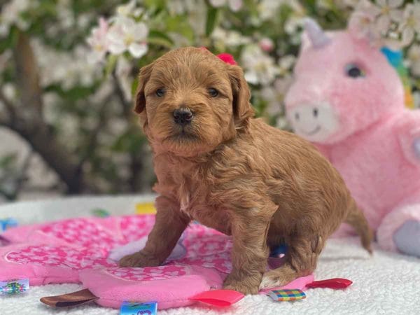 TEACUP GOLDENDOODLE PUPPIES, Precious Doodle Dogs, Teacup Doodle Dogs, Goldendoodle, Doodle Dog, Golden Doodles, Goldendoodle for sale, Goldendoodle puppies for sale, Miniature goldendoodle, goldendoodle puppies, mini goldendoodle, mini puppies, mini goldendoodle size, Mini Doodle Dogs, f1 goldendoodle, golden retriever poodle, chocolate goldendoodle, small doodles, goldendoodle temperament, goldendoodle colors, goldendoodle price, white goldendoodle, f2 goldendoodle, mini goldendoodle price, mini goldendoodle full grown, f1 mini goldendoodle, f1b goldendoodle, parti goldendoodle, goldendoodles near me, english goldendoodle, australian goldendoodle, red goldendoodle, doodle breeds, brown goldendoodle, goldendoodle cost, adult mini goldendoodle, golden noodle dog, doodle dog breeds, miniature golden doodle, miniature puppies, golden retriever poodle mix, A Star is Born, A star is born goldendoodle, a star is born dog, Bradley Cooper's Dog, Bradley Cooper Dog, Bradley Cooper's Goldendoodle, arizona goldendoodles, goldendoodle training, goldendoodle size, how big do mini goldendoodles get, goldendoodle full grown, baby goldendoodle, goldendoodle houston, golden doodles for sale, adult goldendoodle, apricot goldendoodle, goldendoodle grooming, mini golden doodles, goldendoodle shedding, f2b goldendoodle, goldendoodle hypoallergenic, goldendoodle names, english cream goldendoodle, golden retriever and poodle mix, mini goldendoodle puppies, micro goldendoodle, mini goldendoodle puppies for sale, miniature goldendoodle for sale, goldendoodle puppies for adoption, teddy bear goldendoodle, mini goldendoodle rescue, medium goldendoodle, black goldendoodle, mini goldendoodle for sale near me, goldendoodle puppies for sale near me, mini doodle, doodle puppies, mini goldendoodle for sale, goldendoodle breeders near me, miniature goldendoodle for sale near me, toy goldendoodle, petite goldendoodle, golden doodle dog, miniature goldendoodle puppies, mini goldendoodle puppies for sale near me, goldendoodles for sale near me, mini goldedoodle breeders, goldendoodle adoption, f1b mini goldendoodle, small goldendoodle, teacup goldendoodle, goldendoodle puppies near me, goldendoodle breeders, how to groom a goldendoodle, great doodle puppies, golden doodle mix, goldendoodle tampa, goldendoodle facts, white doodle dog, white goldendoodle puppy, mini goldendoodle maryland, country mini doodles, goldendoodle los angeles, toy labradoodle puppies for sale, types of goldendoodles, mini golden retriever puppies, golden goldendoodle, mini golden retriever puppies for sale, miniature australian goldendoodle, goldendoodle sacramento, goldendoodle omaha, labradoodle goldendoodle, f1 medium goldendoodle, BEST goldendoodles, pictures of mini goldendoodles, teacup goldendoodle full grown, micro mini goldendoodle full grown, toy goldendoodle price, goldendoodle chicago, retriever doodle, teacup goldendoodle puppies for sale, cute goldendoodle, mini teddy bear puppies, miniature goldendoodle full grown, f2 mini goldendoodle, goldendoodle spokane, mini goldendoodle chicago, micro mini goldendoodle, how nbig do miniature goldendoodles get, brown mini goldendoodle, mini doodle breeds, poodle doodle dog, what is a mini goldendoodle, black mini goldendoodle, mini irish doodle puppies for sale, f1b goldendoodle size, toy golden doodles, chocolate brown goldendoodle puppies for sale, petite goldendoodle full grown, goldendoodle behavior, american goldendoodle, f1b medium goldendoodle, goldendoodle puppy cost, cute goldendoodle puppies, goldendoodle indianapolis, teddy goldendoodle, mini goldendoodle weight, teddy bear golden doodles, f1b goldendoodle puppies for sale, miniature goldendoodle size, chocolate goldendoodle puppy, english cream mini goldendoodle, doodle puppies near me, red miniature goldendoodle, cream goldendoodle, goldendoodle puppy cut, mini goldendoodle hypoallergenic, dog breed goldendoodle, goldendoodle poodle mixes, goldendoodle allergies, goldendoodle info, sandy ridge goldendoodles, lakeshore goldendoodles, toy goldendoodle puppies for sale, labradoodle and goldendoodle, goldendoodle las vegas, goldendoodle phoenix, doodle breeders near me, miniature goldendoodle weight, black and white goldendoodle, sarasota goldendoodles, mini goldendoodle dallas, a goldendoodle, what is a goldendoodle, goldendoodle dallas, mini golden doodles for sale, ginger doodle puppy, how much does a mini goldendoodle cost, goldendoodle san antonio, goldendoodle photos, goldendoodle cuts, chocolate mini goldendoodle, all about goldendoodles, goldendoodle cincinnati, black doodle dog, goldendoodle weight, miniature goldendoodle breeders, goldendoodle information, miniature goldendoodle puppies for sale, doodle puppies for sale near me, black labradoodle puppies for sale, goldendoodle seattle, golden doodles near me, teacup goldendoodle for sale, golden retriever poodle puppy, goldendoodle rochester ny, goldendoodle and poodle mix, akc goldendoodle, goldendoodle kansas city, mini goldendoodle facts, goldendoodle austin, goldendoodle doodle, goldendoodle tulsa, curly goldendoodle, brown goldendoodle puppies, f1b labradoodle puppies for sale, red mini goldendoodle, goldendoodle poodle, chocolate goldendoodle for sale, tiny goldendoodle, goldendoodle puppies breeders, english goldendoodle puppies for sale, mini golden labradoodle, f1b mini teddy bear goldendoodles, red goldendoodle puppies for sale, miniature golden retriever breeders, f1 goldendoodles for sale, teacup goldendoodle puppies, toy mini goldendoodle, xs petite goldendoodle, f2 goldendoodle puppies for sale, mini goldendoodle cost, black goldendoodle for sale, english teddy bear goldendoodle, small doodle dogs, goldendoodle nashville, english goldendoodle puppies, golden retriever poodle mix for sale, red goldendoodle puppy, parti goldendoodles for sale, english cream goldendoodles for sale, doodle puppies for sale, golden retriever poodle mix puppies, goldendoodle tucson, f1b mini goldendoodle puppies for sale, mini goldendoodle breeders northeast, teddy bear goldendoodle, toy goldendoodle rescue, petite mini goldendoodle, goldendoodle stuff, mini goldendoodles near me, teddy bear goldendoodle puppies, f1 goldendoodle puppies, teddy bear goldendoodles for sale, silver goldendoodle, buy goldendoodle, mini golden doodle dog, teddy bear goldendoodles mini, micro mini goldendoodle puppies for sale, goldendoodle dogs for sale, best goldendoodle breeders, chocolate goldendoodle puppies for sale, doodle dogs for sale, toy goldendoodle puppies, mini doodle dog, toy goldendoodle breeders, doodles for sale, goldendoodle hypoallergenic dog, mini goldendoodle breeders near me, english goldendoodle breeders, f1b mini goldendoodle for sale, teacup goldendoodle price, petite goldendoodle for sale, mini english goldendoodle, mini goldendoodle info, miniature goldendoodle puppies for sale near me, black goldendoodle puppies for sale, f1 goldendoodle puppies for sale, Teacup Goldendoodles AL, Teacup Goldendoodles AK, Teacup Goldendoodles AZ, Teacup Goldendoodles AR, Teacup Goldendoodles CA, Teacup Goldendoodles CO, Teacup Goldendoodles CT, Teacup Goldendoodles DE, Teacup Goldendoodles FL, Teacup Goldendoodles GA, Teacup Goldendoodles HI, Teacup Goldendoodles ID, Teacup Goldendoodles IL, Teacup Goldendoodles IN, Teacup Goldendoodles IA, Teacup Goldendoodles KS, Teacup Goldendoodles KY, Teacup Goldendoodles LA, Teacup Goldendoodles ME, Teacup Goldendoodles MD, Teacup Goldendoodles MA, Teacup Goldendoodles MI, Teacup Goldendoodles MN, Teacup Goldendoodles MS, Teacup Goldendoodles MO, Teacup Goldendoodles MT, Teacup Goldendoodles NE, Teacup Goldendoodles NV, Teacup Goldendoodles NH, Teacup Goldendoodles NJ, Teacup Goldendoodles NM, Teacup Goldendoodles NY, Teacup Goldendoodles NC, Teacup Goldendoodles ND, Teacup Goldendoodles OH, Teacup Goldendoodles OK, Teacup Goldendoodles OR, Teacup Goldendoodles PA, Teacup Goldendoodles RI, Teacup Goldendoodles SC, Teacup Goldendoodles SD, Teacup Goldendoodles TN, Teacup Goldendoodles TX, Teacup Goldendoodles UT, Teacup Goldendoodles VT, Teacup Goldendoodles VA, Teacup Goldendoodles WA, Teacup Goldendoodles WV, Teacup Goldendoodles WI, Teacup Goldendoodles WY, Teacup Golden Doodles AL, Teacup Golden Doodles AK, Teacup Golden Doodles AZ, Teacup Golden Doodles AR, Teacup Golden Doodles CA, Teacup Golden Doodles CO, Teacup Golden Doodles CT, Teacup Golden Doodles DE, Teacup Golden Doodles FL, Teacup Golden Doodles GA, Teacup Golden Doodles HI, Teacup Golden Doodles ID, Teacup Golden Doodles IL, Teacup Golden Doodles IN, Teacup Golden Doodles IA, Teacup Golden Doodles KS, Teacup Golden Doodles KY, Teacup Golden Doodles LA, Teacup Golden Doodles ME, Teacup Golden Doodles MD, Teacup Golden Doodles MA, Teacup Golden Doodles MI, Teacup Golden Doodles MN, Teacup Golden Doodles MS, Teacup Golden Doodles MO, Teacup Golden Doodles MT, Teacup Golden Doodles NE, Teacup Golden Doodles NV, Teacup Golden Doodles NH, Teacup Golden Doodles NJ, Teacup Golden Doodles NM, Teacup Golden Doodles NY, Teacup Golden Doodles NC, Teacup Golden Doodles ND, Teacup Golden Doodles OH, Teacup Golden Doodles OK, Teacup Golden Doodles OR, Teacup Golden Doodles PA, Teacup Golden Doodles RI, Teacup Golden Doodles SC, Teacup Golden Doodles SD, Teacup Golden Doodles TN, Teacup Golden Doodles TX, Teacup Golden Doodles UT, Teacup Golden Doodles VT, Teacup Golden Doodles VA, Teacup Golden Doodles WA, Teacup Golden Doodles WV, Teacup Golden Doodles WI, Teacup Golden Doodles WY, Toy Goldendoodle Alabama, Toy Goldendoodle Alaska, Toy Goldendoodle Arizona, Toy Goldendoodle Arkansas, Toy Goldendoodle California, Toy Goldendoodle Colorado, Toy Goldendoodle Connecticut, Toy Goldendoodle Delaware, Toy Goldendoodle Florida, Toy Goldendoodle Georgia, Toy Goldendoodle Hawaii, Toy Goldendoodle Idaho, Toy Goldendoodle Illinois, Toy Goldendoodle Indiana, Toy Goldendoodle Iowa, Toy Goldendoodle Kansas, Toy Goldendoodle Kentucky, Toy Goldendoodle Louisiana, Toy Goldendoodle Maine, Toy Goldendoodle Maryland, Toy Goldendoodle Massachusetts, Toy Goldendoodle Michigan, Toy Goldendoodle Minnesota, Toy Goldendoodle Mississippi, Toy Goldendoodle Missouri, Toy Goldendoodle Montana, Toy Goldendoodle Nebraska, Toy Goldendoodle Nevada, Toy Goldendoodle New Hampshire, Toy Goldendoodle New Jersey, Toy Goldendoodle New Mexico, Toy Goldendoodle New York, Toy Goldendoodle North Carolina, Toy Goldendoodle North Dakota, Toy Goldendoodle Ohio, Toy Goldendoodle Oklahoma, Toy Goldendoodle Oregon, Toy Goldendoodle Pennsylvania, Toy Goldendoodle Rhode Island, Toy Goldendoodle South Carolina, Toy Goldendoodle South Dakota, Toy Goldendoodle Tennessee, Toy Goldendoodle Texas, Toy Goldendoodle Utah, Toy Goldendoodle Vermont, Toy Goldendoodle Virginia, Toy Goldendoodle Washington, Toy Goldendoodle West Virginia, Toy Goldendoodle Wisconsin, Toy Goldendoodle Wyoming, Teacup Goldendoodle breeders AL, Teacup Goldendoodle breeders AK, Teacup Goldendoodle breeders AZ, Teacup Goldendoodle breeders AR, Teacup Goldendoodle breeders CA, Teacup Goldendoodle breeders CO, Teacup Goldendoodle breeders CT, Teacup Goldendoodle breeders DE, Teacup Goldendoodle breeders FL, Teacup Goldendoodle breeders GA, Teacup Goldendoodle breeders HI, Teacup Goldendoodle breeders ID, Teacup Goldendoodle breeders IL, Teacup Goldendoodle breeders IN, Teacup Goldendoodle breeders IA, Teacup Goldendoodle breeders KS, Teacup Goldendoodle breeders KY, Teacup Goldendoodle breeders LA, Teacup Goldendoodle breeders ME, Teacup Goldendoodle breeders MD, Teacup Goldendoodle breeders MA, Teacup Goldendoodle breeders MI, Teacup Goldendoodle breeders MN, Teacup Goldendoodle breeders MS, Teacup Goldendoodle breeders MO, Teacup Goldendoodle breeders MT, Teacup Goldendoodle breeders NE, Teacup Goldendoodle breeders NV, Teacup Goldendoodle breeders NH, Teacup Goldendoodle breeders NJ, Teacup Goldendoodle breeders NM, Teacup Goldendoodle breeders NY, Teacup Goldendoodle breeders NC, Teacup Goldendoodle breeders ND, Teacup Goldendoodle breeders OH, Teacup Goldendoodle breeders OK, Teacup Goldendoodle breeders OR, Teacup Goldendoodle breeders PA, Teacup Goldendoodle breeders RI, Teacup Goldendoodle breeders SC, Teacup Goldendoodle breeders SD, Teacup Goldendoodle breeders TN, Teacup Goldendoodle breeders TX, Teacup Goldendoodle breeders UT, Teacup Goldendoodle breeders VT, Teacup Goldendoodle breeders VA, Teacup Goldendoodle breeders WA, Teacup Goldendoodle breeders WV, Teacup Goldendoodle breeders WI, Teacup Goldendoodle breeders WY, Teacup Golden doodle puppies for sale in AL, Teacup Golden doodle puppies for sale in AK, Teacup Golden doodle puppies for sale in AZ, Teacup Golden doodle puppies for sale in AR, Teacup Golden doodle puppies for sale in CA, Teacup Golden doodle puppies for sale in CO, Teacup Golden doodle puppies for sale in CT, Teacup Golden doodle puppies for sale in DE, Teacup Golden doodle puppies for sale in FL, Teacup Golden doodle puppies for sale in GA, Teacup Golden doodle puppies for sale in HI, Teacup Golden doodle puppies for sale in ID, Teacup Golden doodle puppies for sale in IL, Teacup Golden doodle puppies for sale in IN, Teacup Golden doodle puppies for sale in IA, Teacup Golden doodle puppies for sale in KS, Teacup Golden doodle puppies for sale in KY, Teacup Golden doodle puppies for sale in LA, Teacup Golden doodle puppies for sale in ME, Teacup Golden doodle puppies for sale in MD, Teacup Golden doodle puppies for sale in MA, Teacup Golden doodle puppies for sale in MI, Teacup Golden doodle puppies for sale in MN, Teacup Golden doodle puppies for sale in MS, Teacup Golden doodle puppies for sale in MO, Teacup Golden doodle puppies for sale in MT, Teacup Golden doodle puppies for sale in NE, Teacup Golden doodle puppies for sale in NV, Teacup Golden doodle puppies for sale in NH, Teacup Golden doodle puppies for sale in NJ, Teacup Golden doodle puppies for sale in NM, Teacup Golden doodle puppies for sale in NY, Teacup Golden doodle puppies for sale in NC, Teacup Golden doodle puppies for sale in ND, Teacup Golden doodle puppies for sale in OH, Teacup Golden doodle puppies for sale in OK, Teacup Golden doodle puppies for sale in OR, Teacup Golden doodle puppies for sale in PA, Teacup Golden doodle puppies for sale in RI, Teacup Golden doodle puppies for sale in SC, Teacup Golden doodle puppies for sale in SD, Teacup Golden doodle puppies for sale in TN, Teacup Golden doodle puppies for sale in TX, Teacup Golden doodle puppies for sale in UT, Teacup Golden doodle puppies for sale in VT, Teacup Golden doodle puppies for sale in VA, Teacup Golden doodle puppies for sale in WA, Teacup Golden doodle puppies for sale in WV, Teacup Golden doodle puppies for sale in WI, Teacup Golden doodle puppies for sale in WY, Teacup Goldendoodles for sale in AL, Teacup Goldendoodles for sale in AK, Teacup Goldendoodles for sale in AZ, Teacup Goldendoodles for sale in AR, Teacup Goldendoodles for sale in CA, Teacup Goldendoodles for sale in CO, Teacup Goldendoodles for sale in CT, Teacup Goldendoodles for sale in DE, Teacup Goldendoodles for sale in FL, Teacup Goldendoodles for sale in GA, Teacup Goldendoodles for sale in HI, Teacup Goldendoodles for sale in ID, Teacup Goldendoodles for sale in IL, Teacup Goldendoodles for sale in IN, Teacup Goldendoodles for sale in IA, Teacup Goldendoodles for sale in KS, Teacup Goldendoodles for sale in KY, Teacup Goldendoodles for sale in LA, Teacup Goldendoodles for sale in ME, Teacup Goldendoodles for sale in MD, Teacup Goldendoodles for sale in MA, Teacup Goldendoodles for sale in MI, Teacup Goldendoodles for sale in MN, Teacup Goldendoodles for sale in MS, Teacup Goldendoodles for sale in MO, Teacup Goldendoodles for sale in MT, Teacup Goldendoodles for sale in NE, Teacup Goldendoodles for sale in NV, Teacup Goldendoodles for sale in NH, Teacup Goldendoodles for sale in NJ, Teacup Goldendoodles for sale in NM, Teacup Goldendoodles for sale in NY, Teacup Goldendoodles for sale in NC, Teacup Goldendoodles for sale in ND, Teacup Goldendoodles for sale in OH, Teacup Goldendoodles for sale in OK, Teacup Goldendoodles for sale in OR, Teacup Goldendoodles for sale in PA, Teacup Goldendoodles for sale in RI, Teacup Goldendoodles for sale in SC, Teacup Goldendoodles for sale in SD, Teacup Goldendoodles for sale in TN, Teacup Goldendoodles for sale in TX, Teacup Goldendoodles for sale in UT, Teacup Goldendoodles for sale in VT, Teacup Goldendoodles for sale in VA, Teacup Goldendoodles for sale in WA, Teacup Goldendoodles for sale in WV, Teacup Goldendoodles for sale in WI, Teacup Goldendoodles for sale in WY, Teacup Goldendoodle Alabama, Teacup Goldendoodle Alaska, Teacup Goldendoodle Arizona, Teacup Goldendoodle Arkansas, Teacup Goldendoodle California, Teacup Goldendoodle Colorado, Teacup Goldendoodle Connecticut, Teacup Goldendoodle Delaware, Teacup Goldendoodle Florida, Teacup Goldendoodle Georgia, Teacup Goldendoodle Hawaii, Teacup Goldendoodle Idaho, Teacup Goldendoodle Illinois, Teacup Goldendoodle Indiana, Teacup Goldendoodle Iowa, Teacup Goldendoodle Kansas, Teacup Goldendoodle Kentucky, Teacup Goldendoodle Louisiana, Teacup Goldendoodle Maine, Teacup Goldendoodle Maryland, Teacup Goldendoodle Massachusetts, Teacup Goldendoodle Michigan, Teacup Goldendoodle Minnesota, Teacup Goldendoodle Mississippi, Teacup Goldendoodle Missouri, Teacup Goldendoodle Montana, Teacup Goldendoodle Nebraska, Teacup Goldendoodle Nevada, Teacup Goldendoodle New Hampshire, Teacup Goldendoodle New Jersey, Teacup Goldendoodle New Mexico, Teacup Goldendoodle New York, Teacup Goldendoodle North Carolina, Teacup Goldendoodle North Dakota, Teacup Goldendoodle Ohio, Teacup Goldendoodle Oklahoma, Teacup Goldendoodle Oregon, Teacup Goldendoodle Pennsylvania, Teacup Goldendoodle Rhode Island, Teacup Goldendoodle South Carolina, Teacup Goldendoodle South Dakota, Teacup Goldendoodle Tennessee, Teacup Goldendoodle Texas, Teacup Goldendoodle Utah, Teacup Goldendoodle Vermont, Teacup Goldendoodle Virginia, Teacup Goldendoodle Washington, Teacup Goldendoodle West Virginia, Teacup Goldendoodle Wisconsin, Teacup Goldendoodle Wyoming, Goldendoodle Breeders AL, Goldendoodle Breeders AK, Goldendoodle Breeders AZ, Goldendoodle Breeders AR, Goldendoodle Breeders CA, Goldendoodle Breeders CO, Goldendoodle Breeders CT, Goldendoodle Breeders DE, Goldendoodle Breeders FL, Goldendoodle Breeders GA, Goldendoodle Breeders HI, Goldendoodle Breeders ID, Goldendoodle Breeders IL, Goldendoodle Breeders IN, Goldendoodle Breeders IA, Goldendoodle Breeders KS, Goldendoodle Breeders KY, Goldendoodle Breeders LA, Goldendoodle Breeders ME, Goldendoodle Breeders MD, Goldendoodle Breeders MA, Goldendoodle Breeders MI, Goldendoodle Breeders MN, Goldendoodle Breeders MS, Goldendoodle Breeders MO, Goldendoodle Breeders MT, Goldendoodle Breeders NE, Goldendoodle Breeders NV, Goldendoodle Breeders NH, Goldendoodle Breeders NJ, Goldendoodle Breeders NM, Goldendoodle Breeders NY, Goldendoodle Breeders NC, Goldendoodle Breeders ND, Goldendoodle Breeders OH, Goldendoodle Breeders OK, Goldendoodle Breeders OR, Goldendoodle Breeders PA, Goldendoodle Breeders RI, Goldendoodle Breeders SC, Goldendoodle Breeders SD, Goldendoodle Breeders TN, Goldendoodle Breeders TX, Goldendoodle Breeders UT, Goldendoodle Breeders VT, Goldendoodle Breeders VA, Goldendoodle Breeders WA, Goldendoodle Breeders WV, Goldendoodle Breeders WI, Goldendoodle Breeders WY, Teacup Golden doodles for sale in AL, Teacup Golden doodles for sale in AK, Teacup Golden doodles for sale in AZ, Teacup Golden doodles for sale in AR, Teacup Golden doodles for sale in CA, Teacup Golden doodles for sale in CO, Teacup Golden doodles for sale in CT, Teacup Golden doodles for sale in DE, Teacup Golden doodles for sale in FL, Teacup Golden doodles for sale in GA, Teacup Golden doodles for sale in HI, Teacup Golden doodles for sale in ID, Teacup Golden doodles for sale in IL, Teacup Golden doodles for sale in IN, Teacup Golden doodles for sale in IA, Teacup Golden doodles for sale in KS, Teacup Golden doodles for sale in KY, Teacup Golden doodles for sale in LA, Teacup Golden doodles for sale in ME, Teacup Golden doodles for sale in MD, Teacup Golden doodles for sale in MA, Teacup Golden doodles for sale in MI, Teacup Golden doodles for sale in MN, Teacup Golden doodles for sale in MS, Teacup Golden doodles for sale in MO, Teacup Golden doodles for sale in MT, Teacup Golden doodles for sale in NE, Teacup Golden doodles for sale in NV, Teacup Golden doodles for sale in NH, Teacup Golden doodles for sale in NJ, Teacup Golden doodles for sale in NM, Teacup Golden doodles for sale in NY, Teacup Golden doodles for sale in NC, Teacup Golden doodles for sale in ND, Teacup Golden doodles for sale in OH, Teacup Golden doodles for sale in OK, Teacup Golden doodles for sale in OR, Teacup Golden doodles for sale in PA, Teacup Golden doodles for sale in RI, Teacup Golden doodles for sale in SC, Teacup Golden doodles for sale in SD, Teacup Golden doodles for sale in TN, Teacup Golden doodles for sale in TX, Teacup Golden doodles for sale in UT, Teacup Golden doodles for sale in VT, Teacup Golden doodles for sale in VA, Teacup Golden doodles for sale in WA, Teacup Golden doodles for sale in WV, Teacup Golden doodles for sale in WI, Teacup Golden doodles for sale in WY,