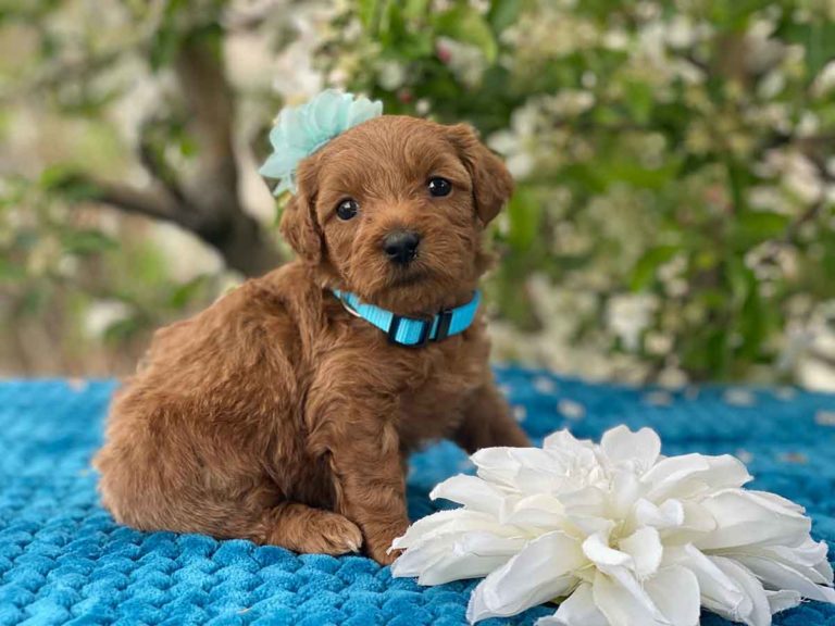 Teacup Goldendoodles