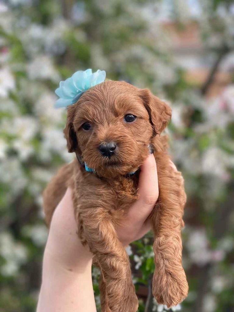 Dahlia Teacup Goldendoodle Girl Precious Doodle Dogs