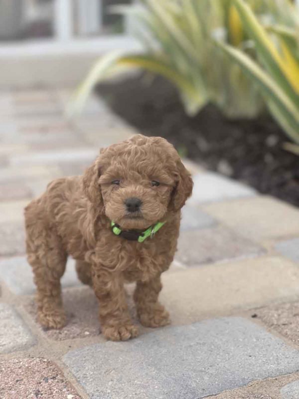 Micro GOLDENDOODLE PUPPIES, Micro Goldendoodle, Precious Doodle Dogs, Teacup Doodle Dogs, Goldendoodle, Doodle Dog, Golden Doodles, Goldendoodle for sale, Goldendoodle puppies for sale, Miniature goldendoodle, goldendoodle puppies, mini goldendoodle, mini puppies, mini goldendoodle size, Mini Doodle Dogs, f1 goldendoodle, golden retriever poodle, chocolate goldendoodle, small doodles, goldendoodle temperament, goldendoodle colors, goldendoodle price, white goldendoodle, f2 goldendoodle, mini goldendoodle price, mini goldendoodle full grown, f1 mini goldendoodle, f1b goldendoodle, parti goldendoodle, goldendoodles near me, english goldendoodle, australian goldendoodle, red goldendoodle, doodle breeds, brown goldendoodle, goldendoodle cost, adult mini goldendoodle, golden noodle dog, doodle dog breeds, miniature golden doodle, miniature puppies, golden retriever poodle mix, A Star is Born, A star is born goldendoodle, a star is born dog, Bradley Cooper's Dog, Bradley Cooper Dog, Bradley Cooper's Goldendoodle, arizona goldendoodles, goldendoodle training, goldendoodle size, how big do mini goldendoodles get, goldendoodle full grown, baby goldendoodle, goldendoodle houston, golden doodles for sale, adult goldendoodle, apricot goldendoodle, goldendoodle grooming, mini golden doodles, goldendoodle shedding, f2b goldendoodle, goldendoodle hypoallergenic, goldendoodle names, english cream goldendoodle, golden retriever and poodle mix, mini goldendoodle puppies, micro goldendoodle, mini goldendoodle puppies for sale, miniature goldendoodle for sale, goldendoodle puppies for adoption, teddy bear goldendoodle, mini goldendoodle rescue, medium goldendoodle, black goldendoodle, mini goldendoodle for sale near me, goldendoodle puppies for sale near me, mini doodle, doodle puppies, mini goldendoodle for sale, goldendoodle breeders near me, miniature goldendoodle for sale near me, toy goldendoodle, petite goldendoodle, golden doodle dog, miniature goldendoodle puppies, mini goldendoodle puppies for sale near me, goldendoodles for sale near me, mini goldedoodle breeders, goldendoodle adoption, f1b mini goldendoodle, small goldendoodle, teacup goldendoodle, goldendoodle puppies near me, goldendoodle breeders, how to groom a goldendoodle, great doodle puppies, golden doodle mix, goldendoodle tampa, goldendoodle facts, white doodle dog, white goldendoodle puppy, mini goldendoodle maryland, country mini doodles, goldendoodle los angeles, toy labradoodle puppies for sale, types of goldendoodles, mini golden retriever puppies, golden goldendoodle, mini golden retriever puppies for sale, miniature australian goldendoodle, goldendoodle sacramento, goldendoodle omaha, labradoodle goldendoodle, f1 medium goldendoodle, BEST goldendoodles, pictures of mini goldendoodles, teacup goldendoodle full grown, micro mini goldendoodle full grown, toy goldendoodle price, goldendoodle chicago, retriever doodle, teacup goldendoodle puppies for sale, cute goldendoodle, mini teddy bear puppies, miniature goldendoodle full grown, f2 mini goldendoodle, goldendoodle spokane, mini goldendoodle chicago, micro mini goldendoodle, how nbig do miniature goldendoodles get, brown mini goldendoodle, mini doodle breeds, poodle doodle dog, what is a mini goldendoodle, black mini goldendoodle, mini irish doodle puppies for sale, f1b goldendoodle size, toy golden doodles, chocolate brown goldendoodle puppies for sale, petite goldendoodle full grown, goldendoodle behavior, american goldendoodle, f1b medium goldendoodle, goldendoodle puppy cost, cute goldendoodle puppies, goldendoodle indianapolis, teddy goldendoodle, mini goldendoodle weight, teddy bear golden doodles, f1b goldendoodle puppies for sale, miniature goldendoodle size, chocolate goldendoodle puppy, english cream mini goldendoodle, doodle puppies near me, red miniature goldendoodle, cream goldendoodle, goldendoodle puppy cut, mini goldendoodle hypoallergenic, dog breed goldendoodle, goldendoodle poodle mixes, goldendoodle allergies, goldendoodle info, sandy ridge goldendoodles, lakeshore goldendoodles, toy goldendoodle puppies for sale, labradoodle and goldendoodle, goldendoodle las vegas, goldendoodle phoenix, doodle breeders near me, miniature goldendoodle weight, black and white goldendoodle, sarasota goldendoodles, mini goldendoodle dallas, a goldendoodle, what is a goldendoodle, goldendoodle dallas, mini golden doodles for sale, ginger doodle puppy, how much does a mini goldendoodle cost, goldendoodle san antonio, goldendoodle photos, goldendoodle cuts, chocolate mini goldendoodle, all about goldendoodles, goldendoodle cincinnati, black doodle dog, goldendoodle weight, miniature goldendoodle breeders, goldendoodle information, miniature goldendoodle puppies for sale, doodle puppies for sale near me, black labradoodle puppies for sale, goldendoodle seattle, golden doodles near me, teacup goldendoodle for sale, golden retriever poodle puppy, goldendoodle rochester ny, goldendoodle and poodle mix, akc goldendoodle, goldendoodle kansas city, mini goldendoodle facts, goldendoodle austin, goldendoodle doodle, goldendoodle tulsa, curly goldendoodle, brown goldendoodle puppies, f1b labradoodle puppies for sale, red mini goldendoodle, goldendoodle poodle, chocolate goldendoodle for sale, tiny goldendoodle, goldendoodle puppies breeders, english goldendoodle puppies for sale, mini golden labradoodle, f1b mini teddy bear goldendoodles, red goldendoodle puppies for sale, miniature golden retriever breeders, f1 goldendoodles for sale, teacup goldendoodle puppies, toy mini goldendoodle, xs petite goldendoodle, f2 goldendoodle puppies for sale, mini goldendoodle cost, black goldendoodle for sale, english teddy bear goldendoodle, small doodle dogs, goldendoodle nashville, english goldendoodle puppies, golden retriever poodle mix for sale, red goldendoodle puppy, parti goldendoodles for sale, english cream goldendoodles for sale, doodle puppies for sale, golden retriever poodle mix puppies, goldendoodle tucson, f1b mini goldendoodle puppies for sale, mini goldendoodle breeders northeast, teddy bear goldendoodle, toy goldendoodle rescue, petite mini goldendoodle, goldendoodle stuff, mini goldendoodles near me, teddy bear goldendoodle puppies, f1 goldendoodle puppies, teddy bear goldendoodles for sale, silver goldendoodle, buy goldendoodle, mini golden doodle dog, teddy bear goldendoodles mini, micro mini goldendoodle puppies for sale, goldendoodle dogs for sale, best goldendoodle breeders, chocolate goldendoodle puppies for sale, doodle dogs for sale, toy goldendoodle puppies, mini doodle dog, toy goldendoodle breeders, doodles for sale, goldendoodle hypoallergenic dog, mini goldendoodle breeders near me, english goldendoodle breeders, f1b mini goldendoodle for sale, teacup goldendoodle price, petite goldendoodle for sale, mini english goldendoodle, mini goldendoodle info, miniature goldendoodle puppies for sale near me, black goldendoodle puppies for sale, f1 goldendoodle puppies for sale, Micro Goldendoodles AL, Micro Goldendoodles AK, Micro Goldendoodles AZ, Micro Goldendoodles AR, Micro Goldendoodles CA, Micro Goldendoodles CO, Micro Goldendoodles CT, Micro Goldendoodles DE, Micro Goldendoodles FL, Micro Goldendoodles GA, Micro Goldendoodles HI, Micro Goldendoodles ID, Micro Goldendoodles IL, Micro Goldendoodles IN, Micro Goldendoodles IA, Micro Goldendoodles KS, Micro Goldendoodles KY, Micro Goldendoodles LA, Micro Goldendoodles ME, Micro Goldendoodles MD, Micro Goldendoodles MA, Micro Goldendoodles MI, Micro Goldendoodles MN, Micro Goldendoodles MS, Micro Goldendoodles MO, Micro Goldendoodles MT, Micro Goldendoodles NE, Micro Goldendoodles NV, Micro Goldendoodles NH, Micro Goldendoodles NJ, Micro Goldendoodles NM, Micro Goldendoodles NY, Micro Goldendoodles NC, Micro Goldendoodles ND, Micro Goldendoodles OH, Micro Goldendoodles OK, Micro Goldendoodles OR, Micro Goldendoodles PA, Micro Goldendoodles RI, Micro Goldendoodles SC, Micro Goldendoodles SD, Micro Goldendoodles TN, Micro Goldendoodles TX, Micro Goldendoodles UT, Micro Goldendoodles VT, Micro Goldendoodles VA, Micro Goldendoodles WA, Micro Goldendoodles WV, Micro Goldendoodles WI, Micro Goldendoodles WY, Micro Golden Doodles AL, Micro Golden Doodles AK, Micro Golden Doodles AZ, Micro Golden Doodles AR, Micro Golden Doodles CA, Micro Golden Doodles CO, Micro Golden Doodles CT, Micro Golden Doodles DE, Micro Golden Doodles FL, Micro Golden Doodles GA, Micro Golden Doodles HI, Micro Golden Doodles ID, Micro Golden Doodles IL, Micro Golden Doodles IN, Micro Golden Doodles IA, Micro Golden Doodles KS, Micro Golden Doodles KY, Micro Golden Doodles LA, Micro Golden Doodles ME, Micro Golden Doodles MD, Micro Golden Doodles MA, Micro Golden Doodles MI, Micro Golden Doodles MN, Micro Golden Doodles MS, Micro Golden Doodles MO, Micro Golden Doodles MT, Micro Golden Doodles NE, Micro Golden Doodles NV, Micro Golden Doodles NH, Micro Golden Doodles NJ, Micro Golden Doodles NM, Micro Golden Doodles NY, Micro Golden Doodles NC, Micro Golden Doodles ND, Micro Golden Doodles OH, Micro Golden Doodles OK, Micro Golden Doodles OR, Micro Golden Doodles PA, Micro Golden Doodles RI, Micro Golden Doodles SC, Micro Golden Doodles SD, Micro Golden Doodles TN, Micro Golden Doodles TX, Micro Golden Doodles UT, Micro Golden Doodles VT, Micro Golden Doodles VA, Micro Golden Doodles WA, Micro Golden Doodles WV, Micro Golden Doodles WI, Micro Golden Doodles WY, Micro Goldendoodle Alabama, Micro Goldendoodle Alaska, Micro Goldendoodle Arizona, Micro Goldendoodle Arkansas, Micro Goldendoodle California, Micro Goldendoodle Colorado, Micro Goldendoodle Connecticut, Micro Goldendoodle Delaware, Micro Goldendoodle Florida, Micro Goldendoodle Georgia, Micro Goldendoodle Hawaii, Micro Goldendoodle Idaho, Micro Goldendoodle Illinois, Micro Goldendoodle Indiana, Micro Goldendoodle Iowa, Micro Goldendoodle Kansas, Micro Goldendoodle Kentucky, Micro Goldendoodle Louisiana, Micro Goldendoodle Maine, Micro Goldendoodle Maryland, Micro Goldendoodle Massachusetts, Micro Goldendoodle Michigan, Micro Goldendoodle Minnesota, Micro Goldendoodle Mississippi, Micro Goldendoodle Missouri, Micro Goldendoodle Montana, Micro Goldendoodle Nebraska, Micro Goldendoodle Nevada, Micro Goldendoodle New Hampshire, Micro Goldendoodle New Jersey, Micro Goldendoodle New Mexico, Micro Goldendoodle New York, Micro Goldendoodle North Carolina, Micro Goldendoodle North Dakota, Micro Goldendoodle Ohio, Micro Goldendoodle Oklahoma, Micro Goldendoodle Oregon, Micro Goldendoodle Pennsylvania, Micro Goldendoodle Rhode Island, Micro Goldendoodle South Carolina, Micro Goldendoodle South Dakota, Micro Goldendoodle Tennessee, Micro Goldendoodle Texas, Micro Goldendoodle Utah, Micro Goldendoodle Vermont, Micro Goldendoodle Virginia, Micro Goldendoodle Washington, Micro Goldendoodle West Virginia, Micro Goldendoodle Wisconsin, Micro Goldendoodle Wyoming, Micro Goldendoodle breeders AL, Micro Goldendoodle breeders AK, Micro Goldendoodle breeders AZ, Micro Goldendoodle breeders AR, Micro Goldendoodle breeders CA, Micro Goldendoodle breeders CO, Micro Goldendoodle breeders CT, Micro Goldendoodle breeders DE, Micro Goldendoodle breeders FL, Micro Goldendoodle breeders GA, Micro Goldendoodle breeders HI, Micro Goldendoodle breeders ID, Micro Goldendoodle breeders IL, Micro Goldendoodle breeders IN, Micro Goldendoodle breeders IA, Micro Goldendoodle breeders KS, Micro Goldendoodle breeders KY, Micro Goldendoodle breeders LA, Micro Goldendoodle breeders ME, Micro Goldendoodle breeders MD, Micro Goldendoodle breeders MA, Micro Goldendoodle breeders MI, Micro Goldendoodle breeders MN, Micro Goldendoodle breeders MS, Micro Goldendoodle breeders MO, Micro Goldendoodle breeders MT, Micro Goldendoodle breeders NE, Micro Goldendoodle breeders NV, Micro Goldendoodle breeders NH, Micro Goldendoodle breeders NJ, Micro Goldendoodle breeders NM, Micro Goldendoodle breeders NY, Micro Goldendoodle breeders NC, Micro Goldendoodle breeders ND, Micro Goldendoodle breeders OH, Micro Goldendoodle breeders OK, Micro Goldendoodle breeders OR, Micro Goldendoodle breeders PA, Micro Goldendoodle breeders RI, Micro Goldendoodle breeders SC, Micro Goldendoodle breeders SD, Micro Goldendoodle breeders TN, Micro Goldendoodle breeders TX, Micro Goldendoodle breeders UT, Micro Goldendoodle breeders VT, Micro Goldendoodle breeders VA, Micro Goldendoodle breeders WA, Micro Goldendoodle breeders WV, Micro Goldendoodle breeders WI, Micro Goldendoodle breeders WY, Micro Golden doodle puppies for sale in AL, Micro Golden doodle puppies for sale in AK, Micro Golden doodle puppies for sale in AZ, Micro Golden doodle puppies for sale in AR, Micro Golden doodle puppies for sale in CA, Micro Golden doodle puppies for sale in CO, Micro Golden doodle puppies for sale in CT, Micro Golden doodle puppies for sale in DE, Micro Golden doodle puppies for sale in FL, Micro Golden doodle puppies for sale in GA, Micro Golden doodle puppies for sale in HI, Micro Golden doodle puppies for sale in ID, Micro Golden doodle puppies for sale in IL, Micro Golden doodle puppies for sale in IN, Micro Golden doodle puppies for sale in IA, Micro Golden doodle puppies for sale in KS, Micro Golden doodle puppies for sale in KY, Micro Golden doodle puppies for sale in LA, Micro Golden doodle puppies for sale in ME, Micro Golden doodle puppies for sale in MD, Micro Golden doodle puppies for sale in MA, Micro Golden doodle puppies for sale in MI, Micro Golden doodle puppies for sale in MN, Micro Golden doodle puppies for sale in MS, Micro Golden doodle puppies for sale in MO, Micro Golden doodle puppies for sale in MT, Micro Golden doodle puppies for sale in NE, Micro Golden doodle puppies for sale in NV, Micro Golden doodle puppies for sale in NH, Micro Golden doodle puppies for sale in NJ, Micro Golden doodle puppies for sale in NM, Micro Golden doodle puppies for sale in NY, Micro Golden doodle puppies for sale in NC, Micro Golden doodle puppies for sale in ND, Micro Golden doodle puppies for sale in OH, Micro Golden doodle puppies for sale in OK, Micro Golden doodle puppies for sale in OR, Micro Golden doodle puppies for sale in PA, Micro Golden doodle puppies for sale in RI, Micro Golden doodle puppies for sale in SC, Micro Golden doodle puppies for sale in SD, Micro Golden doodle puppies for sale in TN, Micro Golden doodle puppies for sale in TX, Micro Golden doodle puppies for sale in UT, Micro Golden doodle puppies for sale in VT, Micro Golden doodle puppies for sale in VA, Micro Golden doodle puppies for sale in WA, Micro Golden doodle puppies for sale in WV, Micro Golden doodle puppies for sale in WI, Micro Golden doodle puppies for sale in WY, Micro Goldendoodles for sale in AL, Micro Goldendoodles for sale in AK, Micro Goldendoodles for sale in AZ, Micro Goldendoodles for sale in AR, Micro Goldendoodles for sale in CA, Micro Goldendoodles for sale in CO, Micro Goldendoodles for sale in CT, Micro Goldendoodles for sale in DE, Micro Goldendoodles for sale in FL, Micro Goldendoodles for sale in GA, Micro Goldendoodles for sale in HI, Micro Goldendoodles for sale in ID, Micro Goldendoodles for sale in IL, Micro Goldendoodles for sale in IN, Micro Goldendoodles for sale in IA, Micro Goldendoodles for sale in KS, Micro Goldendoodles for sale in KY, Micro Goldendoodles for sale in LA, Micro Goldendoodles for sale in ME, Micro Goldendoodles for sale in MD, Micro Goldendoodles for sale in MA, Micro Goldendoodles for sale in MI, Micro Goldendoodles for sale in MN, Micro Goldendoodles for sale in MS, Micro Goldendoodles for sale in MO, Micro Goldendoodles for sale in MT, Micro Goldendoodles for sale in NE, Micro Goldendoodles for sale in NV, Micro Goldendoodles for sale in NH, Micro Goldendoodles for sale in NJ, Micro Goldendoodles for sale in NM, Micro Goldendoodles for sale in NY, Micro Goldendoodles for sale in NC, Micro Goldendoodles for sale in ND, Micro Goldendoodles for sale in OH, Micro Goldendoodles for sale in OK, Micro Goldendoodles for sale in OR, Micro Goldendoodles for sale in PA, Micro Goldendoodles for sale in RI, Micro Goldendoodles for sale in SC, Micro Goldendoodles for sale in SD, Micro Goldendoodles for sale in TN, Micro Goldendoodles for sale in TX, Micro Goldendoodles for sale in UT, Micro Goldendoodles for sale in VT, Micro Goldendoodles for sale in VA, Micro Goldendoodles for sale in WA, Micro Goldendoodles for sale in WV, Micro Goldendoodles for sale in WI, Micro Goldendoodles for sale in WY, Micro Golden doodles Alabama, Micro Golden doodles Alaska, Micro Golden doodles Arizona, Micro Golden doodles Arkansas, Micro Golden doodles California, Micro Golden doodles Colorado, Micro Golden doodles Connecticut, Micro Golden doodles Delaware, Micro Golden doodles Florida, Micro Golden doodles Georgia, Micro Golden doodles Hawaii, Micro Golden doodles Idaho, Micro Golden doodles Illinois, Micro Golden doodles Indiana, Micro Golden doodles Iowa, Micro Golden doodles Kansas, Micro Golden doodles Kentucky, Micro Golden doodles Louisiana, Micro Golden doodles Maine, Micro Golden doodles Maryland, Micro Golden doodles Massachusetts, Micro Golden doodles Michigan, Micro Golden doodles Minnesota, Micro Golden doodles Mississippi, Micro Golden doodles Missouri, Micro Golden doodles Montana, Micro Golden doodles Nebraska, Micro Golden doodles Nevada, Micro Golden doodles New Hampshire, Micro Golden doodles New Jersey, Micro Golden doodles New Mexico, Micro Golden doodles New York, Micro Golden doodles North Carolina, Micro Golden doodles North Dakota, Micro Golden doodles Ohio, Micro Golden doodles Oklahoma, Micro Golden doodles Oregon, Micro Golden doodles Pennsylvania, Micro Golden doodles Rhode Island, Micro Golden doodles South Carolina, Micro Golden doodles South Dakota, Micro Golden doodles Tennessee, Micro Golden doodles Texas, Micro Golden doodles Utah, Micro Golden doodles Vermont, Micro Golden doodles Virginia, Micro Golden doodles Washington, Micro Golden doodles West Virginia, Micro Golden doodles Wisconsin, Micro Golden doodles Wyoming, Golden doodle Breeders AL, Golden doodle Breeders AK, Golden doodle Breeders AZ, Golden doodle Breeders AR, Golden doodle Breeders CA, Golden doodle Breeders CO, Golden doodle Breeders CT, Golden doodle Breeders DE, Golden doodle Breeders FL, Golden doodle Breeders GA, Golden doodle Breeders HI, Golden doodle Breeders ID, Golden doodle Breeders IL, Golden doodle Breeders IN, Golden doodle Breeders IA, Golden doodle Breeders KS, Golden doodle Breeders KY, Golden doodle Breeders LA, Golden doodle Breeders ME, Golden doodle Breeders MD, Golden doodle Breeders MA, Golden doodle Breeders MI, Golden doodle Breeders MN, Golden doodle Breeders MS, Golden doodle Breeders MO, Golden doodle Breeders MT, Golden doodle Breeders NE, Golden doodle Breeders NV, Golden doodle Breeders NH, Golden doodle Breeders NJ, Golden doodle Breeders NM, Golden doodle Breeders NY, Golden doodle Breeders NC, Golden doodle Breeders ND, Golden doodle Breeders OH, Golden doodle Breeders OK, Golden doodle Breeders OR, Golden doodle Breeders PA, Golden doodle Breeders RI, Golden doodle Breeders SC, Golden doodle Breeders SD, Golden doodle Breeders TN, Golden doodle Breeders TX, Golden doodle Breeders UT, Golden doodle Breeders VT, Golden doodle Breeders VA, Golden doodle Breeders WA, Golden doodle Breeders WV, Golden doodle Breeders WI, Golden doodle Breeders WY, Micro Golden doodles for sale in AL, Micro Golden doodles for sale in AK, Micro Golden doodles for sale in AZ, Micro Golden doodles for sale in AR, Micro Golden doodles for sale in CA, Micro Golden doodles for sale in CO, Micro Golden doodles for sale in CT, Micro Golden doodles for sale in DE, Micro Golden doodles for sale in FL, Micro Golden doodles for sale in GA, Micro Golden doodles for sale in HI, Micro Golden doodles for sale in ID, Micro Golden doodles for sale in IL, Micro Golden doodles for sale in IN, Micro Golden doodles for sale in IA, Micro Golden doodles for sale in KS, Micro Golden doodles for sale in KY, Micro Golden doodles for sale in LA, Micro Golden doodles for sale in ME, Micro Golden doodles for sale in MD, Micro Golden doodles for sale in MA, Micro Golden doodles for sale in MI, Micro Golden doodles for sale in MN, Micro Golden doodles for sale in MS, Micro Golden doodles for sale in MO, Micro Golden doodles for sale in MT, Micro Golden doodles for sale in NE, Micro Golden doodles for sale in NV, Micro Golden doodles for sale in NH, Micro Golden doodles for sale in NJ, Micro Golden doodles for sale in NM, Micro Golden doodles for sale in NY, Micro Golden doodles for sale in NC, Micro Golden doodles for sale in ND, Micro Golden doodles for sale in OH, Micro Golden doodles for sale in OK, Micro Golden doodles for sale in OR, Micro Golden doodles for sale in PA, Micro Golden doodles for sale in RI, Micro Golden doodles for sale in SC, Micro Golden doodles for sale in SD, Micro Golden doodles for sale in TN, Micro Golden doodles for sale in TX, Micro Golden doodles for sale in UT, Micro Golden doodles for sale in VT, Micro Golden doodles for sale in VA, Micro Golden doodles for sale in WA, Micro Golden doodles for sale in WV, Micro Golden doodles for sale in WI, Micro Golden doodles for sale in WY,