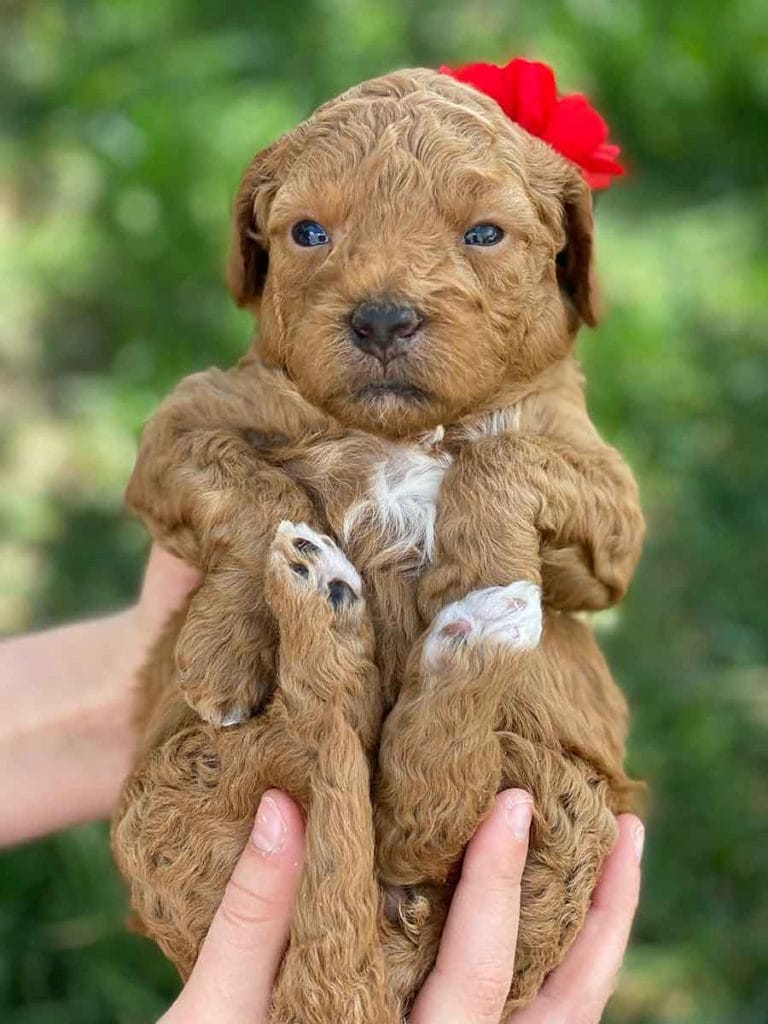 Poppy Teacup Goldendoodle Girl Precious Doodle Dogs Goldendoodle