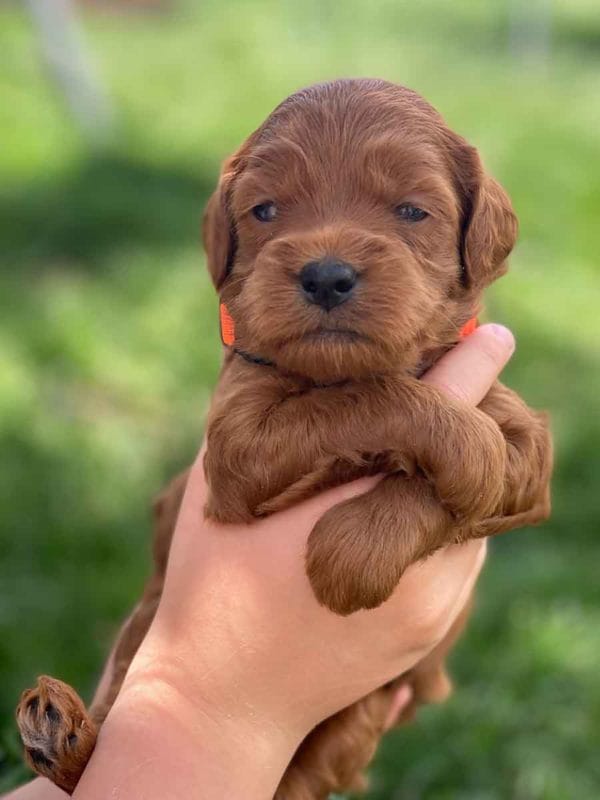 Teacup Goldendoodles