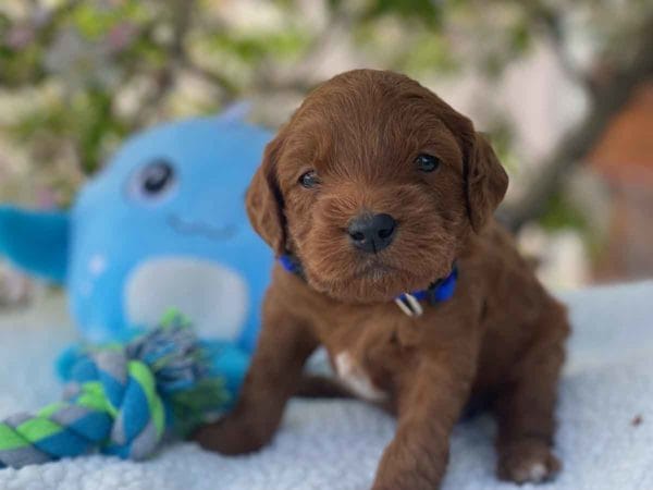 Micro GOLDENDOODLE PUPPIES, Micro Goldendoodle, Precious Doodle Dogs, Teacup Doodle Dogs, Goldendoodle, Doodle Dog, Golden Doodles, Goldendoodle for sale, Goldendoodle puppies for sale, Miniature goldendoodle, goldendoodle puppies, mini goldendoodle, mini puppies, mini goldendoodle size, Mini Doodle Dogs, f1 goldendoodle, golden retriever poodle, chocolate goldendoodle, small doodles, goldendoodle temperament, goldendoodle colors, goldendoodle price, white goldendoodle, f2 goldendoodle, mini goldendoodle price, mini goldendoodle full grown, f1 mini goldendoodle, f1b goldendoodle, parti goldendoodle, goldendoodles near me, english goldendoodle, australian goldendoodle, red goldendoodle, doodle breeds, brown goldendoodle, goldendoodle cost, adult mini goldendoodle, golden noodle dog, doodle dog breeds, miniature golden doodle, miniature puppies, golden retriever poodle mix, A Star is Born, A star is born goldendoodle, a star is born dog, Bradley Cooper's Dog, Bradley Cooper Dog, Bradley Cooper's Goldendoodle, arizona goldendoodles, goldendoodle training, goldendoodle size, how big do mini goldendoodles get, goldendoodle full grown, baby goldendoodle, goldendoodle houston, golden doodles for sale, adult goldendoodle, apricot goldendoodle, goldendoodle grooming, mini golden doodles, goldendoodle shedding, f2b goldendoodle, goldendoodle hypoallergenic, goldendoodle names, english cream goldendoodle, golden retriever and poodle mix, mini goldendoodle puppies, micro goldendoodle, mini goldendoodle puppies for sale, miniature goldendoodle for sale, goldendoodle puppies for adoption, teddy bear goldendoodle, mini goldendoodle rescue, medium goldendoodle, black goldendoodle, mini goldendoodle for sale near me, goldendoodle puppies for sale near me, mini doodle, doodle puppies, mini goldendoodle for sale, goldendoodle breeders near me, miniature goldendoodle for sale near me, toy goldendoodle, petite goldendoodle, golden doodle dog, miniature goldendoodle puppies, mini goldendoodle puppies for sale near me, goldendoodles for sale near me, mini goldedoodle breeders, goldendoodle adoption, f1b mini goldendoodle, small goldendoodle, teacup goldendoodle, goldendoodle puppies near me, goldendoodle breeders, how to groom a goldendoodle, great doodle puppies, golden doodle mix, goldendoodle tampa, goldendoodle facts, white doodle dog, white goldendoodle puppy, mini goldendoodle maryland, country mini doodles, goldendoodle los angeles, toy labradoodle puppies for sale, types of goldendoodles, mini golden retriever puppies, golden goldendoodle, mini golden retriever puppies for sale, miniature australian goldendoodle, goldendoodle sacramento, goldendoodle omaha, labradoodle goldendoodle, f1 medium goldendoodle, BEST goldendoodles, pictures of mini goldendoodles, teacup goldendoodle full grown, micro mini goldendoodle full grown, toy goldendoodle price, goldendoodle chicago, retriever doodle, teacup goldendoodle puppies for sale, cute goldendoodle, mini teddy bear puppies, miniature goldendoodle full grown, f2 mini goldendoodle, goldendoodle spokane, mini goldendoodle chicago, micro mini goldendoodle, how nbig do miniature goldendoodles get, brown mini goldendoodle, mini doodle breeds, poodle doodle dog, what is a mini goldendoodle, black mini goldendoodle, mini irish doodle puppies for sale, f1b goldendoodle size, toy golden doodles, chocolate brown goldendoodle puppies for sale, petite goldendoodle full grown, goldendoodle behavior, american goldendoodle, f1b medium goldendoodle, goldendoodle puppy cost, cute goldendoodle puppies, goldendoodle indianapolis, teddy goldendoodle, mini goldendoodle weight, teddy bear golden doodles, f1b goldendoodle puppies for sale, miniature goldendoodle size, chocolate goldendoodle puppy, english cream mini goldendoodle, doodle puppies near me, red miniature goldendoodle, cream goldendoodle, goldendoodle puppy cut, mini goldendoodle hypoallergenic, dog breed goldendoodle, goldendoodle poodle mixes, goldendoodle allergies, goldendoodle info, sandy ridge goldendoodles, lakeshore goldendoodles, toy goldendoodle puppies for sale, labradoodle and goldendoodle, goldendoodle las vegas, goldendoodle phoenix, doodle breeders near me, miniature goldendoodle weight, black and white goldendoodle, sarasota goldendoodles, mini goldendoodle dallas, a goldendoodle, what is a goldendoodle, goldendoodle dallas, mini golden doodles for sale, ginger doodle puppy, how much does a mini goldendoodle cost, goldendoodle san antonio, goldendoodle photos, goldendoodle cuts, chocolate mini goldendoodle, all about goldendoodles, goldendoodle cincinnati, black doodle dog, goldendoodle weight, miniature goldendoodle breeders, goldendoodle information, miniature goldendoodle puppies for sale, doodle puppies for sale near me, black labradoodle puppies for sale, goldendoodle seattle, golden doodles near me, teacup goldendoodle for sale, golden retriever poodle puppy, goldendoodle rochester ny, goldendoodle and poodle mix, akc goldendoodle, goldendoodle kansas city, mini goldendoodle facts, goldendoodle austin, goldendoodle doodle, goldendoodle tulsa, curly goldendoodle, brown goldendoodle puppies, f1b labradoodle puppies for sale, red mini goldendoodle, goldendoodle poodle, chocolate goldendoodle for sale, tiny goldendoodle, goldendoodle puppies breeders, english goldendoodle puppies for sale, mini golden labradoodle, f1b mini teddy bear goldendoodles, red goldendoodle puppies for sale, miniature golden retriever breeders, f1 goldendoodles for sale, teacup goldendoodle puppies, toy mini goldendoodle, xs petite goldendoodle, f2 goldendoodle puppies for sale, mini goldendoodle cost, black goldendoodle for sale, english teddy bear goldendoodle, small doodle dogs, goldendoodle nashville, english goldendoodle puppies, golden retriever poodle mix for sale, red goldendoodle puppy, parti goldendoodles for sale, english cream goldendoodles for sale, doodle puppies for sale, golden retriever poodle mix puppies, goldendoodle tucson, f1b mini goldendoodle puppies for sale, mini goldendoodle breeders northeast, teddy bear goldendoodle, toy goldendoodle rescue, petite mini goldendoodle, goldendoodle stuff, mini goldendoodles near me, teddy bear goldendoodle puppies, f1 goldendoodle puppies, teddy bear goldendoodles for sale, silver goldendoodle, buy goldendoodle, mini golden doodle dog, teddy bear goldendoodles mini, micro mini goldendoodle puppies for sale, goldendoodle dogs for sale, best goldendoodle breeders, chocolate goldendoodle puppies for sale, doodle dogs for sale, toy goldendoodle puppies, mini doodle dog, toy goldendoodle breeders, doodles for sale, goldendoodle hypoallergenic dog, mini goldendoodle breeders near me, english goldendoodle breeders, f1b mini goldendoodle for sale, teacup goldendoodle price, petite goldendoodle for sale, mini english goldendoodle, mini goldendoodle info, miniature goldendoodle puppies for sale near me, black goldendoodle puppies for sale, f1 goldendoodle puppies for sale, Micro Goldendoodles AL, Micro Goldendoodles AK, Micro Goldendoodles AZ, Micro Goldendoodles AR, Micro Goldendoodles CA, Micro Goldendoodles CO, Micro Goldendoodles CT, Micro Goldendoodles DE, Micro Goldendoodles FL, Micro Goldendoodles GA, Micro Goldendoodles HI, Micro Goldendoodles ID, Micro Goldendoodles IL, Micro Goldendoodles IN, Micro Goldendoodles IA, Micro Goldendoodles KS, Micro Goldendoodles KY, Micro Goldendoodles LA, Micro Goldendoodles ME, Micro Goldendoodles MD, Micro Goldendoodles MA, Micro Goldendoodles MI, Micro Goldendoodles MN, Micro Goldendoodles MS, Micro Goldendoodles MO, Micro Goldendoodles MT, Micro Goldendoodles NE, Micro Goldendoodles NV, Micro Goldendoodles NH, Micro Goldendoodles NJ, Micro Goldendoodles NM, Micro Goldendoodles NY, Micro Goldendoodles NC, Micro Goldendoodles ND, Micro Goldendoodles OH, Micro Goldendoodles OK, Micro Goldendoodles OR, Micro Goldendoodles PA, Micro Goldendoodles RI, Micro Goldendoodles SC, Micro Goldendoodles SD, Micro Goldendoodles TN, Micro Goldendoodles TX, Micro Goldendoodles UT, Micro Goldendoodles VT, Micro Goldendoodles VA, Micro Goldendoodles WA, Micro Goldendoodles WV, Micro Goldendoodles WI, Micro Goldendoodles WY, Micro Golden Doodles AL, Micro Golden Doodles AK, Micro Golden Doodles AZ, Micro Golden Doodles AR, Micro Golden Doodles CA, Micro Golden Doodles CO, Micro Golden Doodles CT, Micro Golden Doodles DE, Micro Golden Doodles FL, Micro Golden Doodles GA, Micro Golden Doodles HI, Micro Golden Doodles ID, Micro Golden Doodles IL, Micro Golden Doodles IN, Micro Golden Doodles IA, Micro Golden Doodles KS, Micro Golden Doodles KY, Micro Golden Doodles LA, Micro Golden Doodles ME, Micro Golden Doodles MD, Micro Golden Doodles MA, Micro Golden Doodles MI, Micro Golden Doodles MN, Micro Golden Doodles MS, Micro Golden Doodles MO, Micro Golden Doodles MT, Micro Golden Doodles NE, Micro Golden Doodles NV, Micro Golden Doodles NH, Micro Golden Doodles NJ, Micro Golden Doodles NM, Micro Golden Doodles NY, Micro Golden Doodles NC, Micro Golden Doodles ND, Micro Golden Doodles OH, Micro Golden Doodles OK, Micro Golden Doodles OR, Micro Golden Doodles PA, Micro Golden Doodles RI, Micro Golden Doodles SC, Micro Golden Doodles SD, Micro Golden Doodles TN, Micro Golden Doodles TX, Micro Golden Doodles UT, Micro Golden Doodles VT, Micro Golden Doodles VA, Micro Golden Doodles WA, Micro Golden Doodles WV, Micro Golden Doodles WI, Micro Golden Doodles WY, Micro Goldendoodle Alabama, Micro Goldendoodle Alaska, Micro Goldendoodle Arizona, Micro Goldendoodle Arkansas, Micro Goldendoodle California, Micro Goldendoodle Colorado, Micro Goldendoodle Connecticut, Micro Goldendoodle Delaware, Micro Goldendoodle Florida, Micro Goldendoodle Georgia, Micro Goldendoodle Hawaii, Micro Goldendoodle Idaho, Micro Goldendoodle Illinois, Micro Goldendoodle Indiana, Micro Goldendoodle Iowa, Micro Goldendoodle Kansas, Micro Goldendoodle Kentucky, Micro Goldendoodle Louisiana, Micro Goldendoodle Maine, Micro Goldendoodle Maryland, Micro Goldendoodle Massachusetts, Micro Goldendoodle Michigan, Micro Goldendoodle Minnesota, Micro Goldendoodle Mississippi, Micro Goldendoodle Missouri, Micro Goldendoodle Montana, Micro Goldendoodle Nebraska, Micro Goldendoodle Nevada, Micro Goldendoodle New Hampshire, Micro Goldendoodle New Jersey, Micro Goldendoodle New Mexico, Micro Goldendoodle New York, Micro Goldendoodle North Carolina, Micro Goldendoodle North Dakota, Micro Goldendoodle Ohio, Micro Goldendoodle Oklahoma, Micro Goldendoodle Oregon, Micro Goldendoodle Pennsylvania, Micro Goldendoodle Rhode Island, Micro Goldendoodle South Carolina, Micro Goldendoodle South Dakota, Micro Goldendoodle Tennessee, Micro Goldendoodle Texas, Micro Goldendoodle Utah, Micro Goldendoodle Vermont, Micro Goldendoodle Virginia, Micro Goldendoodle Washington, Micro Goldendoodle West Virginia, Micro Goldendoodle Wisconsin, Micro Goldendoodle Wyoming, Micro Goldendoodle breeders AL, Micro Goldendoodle breeders AK, Micro Goldendoodle breeders AZ, Micro Goldendoodle breeders AR, Micro Goldendoodle breeders CA, Micro Goldendoodle breeders CO, Micro Goldendoodle breeders CT, Micro Goldendoodle breeders DE, Micro Goldendoodle breeders FL, Micro Goldendoodle breeders GA, Micro Goldendoodle breeders HI, Micro Goldendoodle breeders ID, Micro Goldendoodle breeders IL, Micro Goldendoodle breeders IN, Micro Goldendoodle breeders IA, Micro Goldendoodle breeders KS, Micro Goldendoodle breeders KY, Micro Goldendoodle breeders LA, Micro Goldendoodle breeders ME, Micro Goldendoodle breeders MD, Micro Goldendoodle breeders MA, Micro Goldendoodle breeders MI, Micro Goldendoodle breeders MN, Micro Goldendoodle breeders MS, Micro Goldendoodle breeders MO, Micro Goldendoodle breeders MT, Micro Goldendoodle breeders NE, Micro Goldendoodle breeders NV, Micro Goldendoodle breeders NH, Micro Goldendoodle breeders NJ, Micro Goldendoodle breeders NM, Micro Goldendoodle breeders NY, Micro Goldendoodle breeders NC, Micro Goldendoodle breeders ND, Micro Goldendoodle breeders OH, Micro Goldendoodle breeders OK, Micro Goldendoodle breeders OR, Micro Goldendoodle breeders PA, Micro Goldendoodle breeders RI, Micro Goldendoodle breeders SC, Micro Goldendoodle breeders SD, Micro Goldendoodle breeders TN, Micro Goldendoodle breeders TX, Micro Goldendoodle breeders UT, Micro Goldendoodle breeders VT, Micro Goldendoodle breeders VA, Micro Goldendoodle breeders WA, Micro Goldendoodle breeders WV, Micro Goldendoodle breeders WI, Micro Goldendoodle breeders WY, Micro Golden doodle puppies for sale in AL, Micro Golden doodle puppies for sale in AK, Micro Golden doodle puppies for sale in AZ, Micro Golden doodle puppies for sale in AR, Micro Golden doodle puppies for sale in CA, Micro Golden doodle puppies for sale in CO, Micro Golden doodle puppies for sale in CT, Micro Golden doodle puppies for sale in DE, Micro Golden doodle puppies for sale in FL, Micro Golden doodle puppies for sale in GA, Micro Golden doodle puppies for sale in HI, Micro Golden doodle puppies for sale in ID, Micro Golden doodle puppies for sale in IL, Micro Golden doodle puppies for sale in IN, Micro Golden doodle puppies for sale in IA, Micro Golden doodle puppies for sale in KS, Micro Golden doodle puppies for sale in KY, Micro Golden doodle puppies for sale in LA, Micro Golden doodle puppies for sale in ME, Micro Golden doodle puppies for sale in MD, Micro Golden doodle puppies for sale in MA, Micro Golden doodle puppies for sale in MI, Micro Golden doodle puppies for sale in MN, Micro Golden doodle puppies for sale in MS, Micro Golden doodle puppies for sale in MO, Micro Golden doodle puppies for sale in MT, Micro Golden doodle puppies for sale in NE, Micro Golden doodle puppies for sale in NV, Micro Golden doodle puppies for sale in NH, Micro Golden doodle puppies for sale in NJ, Micro Golden doodle puppies for sale in NM, Micro Golden doodle puppies for sale in NY, Micro Golden doodle puppies for sale in NC, Micro Golden doodle puppies for sale in ND, Micro Golden doodle puppies for sale in OH, Micro Golden doodle puppies for sale in OK, Micro Golden doodle puppies for sale in OR, Micro Golden doodle puppies for sale in PA, Micro Golden doodle puppies for sale in RI, Micro Golden doodle puppies for sale in SC, Micro Golden doodle puppies for sale in SD, Micro Golden doodle puppies for sale in TN, Micro Golden doodle puppies for sale in TX, Micro Golden doodle puppies for sale in UT, Micro Golden doodle puppies for sale in VT, Micro Golden doodle puppies for sale in VA, Micro Golden doodle puppies for sale in WA, Micro Golden doodle puppies for sale in WV, Micro Golden doodle puppies for sale in WI, Micro Golden doodle puppies for sale in WY, Micro Goldendoodles for sale in AL, Micro Goldendoodles for sale in AK, Micro Goldendoodles for sale in AZ, Micro Goldendoodles for sale in AR, Micro Goldendoodles for sale in CA, Micro Goldendoodles for sale in CO, Micro Goldendoodles for sale in CT, Micro Goldendoodles for sale in DE, Micro Goldendoodles for sale in FL, Micro Goldendoodles for sale in GA, Micro Goldendoodles for sale in HI, Micro Goldendoodles for sale in ID, Micro Goldendoodles for sale in IL, Micro Goldendoodles for sale in IN, Micro Goldendoodles for sale in IA, Micro Goldendoodles for sale in KS, Micro Goldendoodles for sale in KY, Micro Goldendoodles for sale in LA, Micro Goldendoodles for sale in ME, Micro Goldendoodles for sale in MD, Micro Goldendoodles for sale in MA, Micro Goldendoodles for sale in MI, Micro Goldendoodles for sale in MN, Micro Goldendoodles for sale in MS, Micro Goldendoodles for sale in MO, Micro Goldendoodles for sale in MT, Micro Goldendoodles for sale in NE, Micro Goldendoodles for sale in NV, Micro Goldendoodles for sale in NH, Micro Goldendoodles for sale in NJ, Micro Goldendoodles for sale in NM, Micro Goldendoodles for sale in NY, Micro Goldendoodles for sale in NC, Micro Goldendoodles for sale in ND, Micro Goldendoodles for sale in OH, Micro Goldendoodles for sale in OK, Micro Goldendoodles for sale in OR, Micro Goldendoodles for sale in PA, Micro Goldendoodles for sale in RI, Micro Goldendoodles for sale in SC, Micro Goldendoodles for sale in SD, Micro Goldendoodles for sale in TN, Micro Goldendoodles for sale in TX, Micro Goldendoodles for sale in UT, Micro Goldendoodles for sale in VT, Micro Goldendoodles for sale in VA, Micro Goldendoodles for sale in WA, Micro Goldendoodles for sale in WV, Micro Goldendoodles for sale in WI, Micro Goldendoodles for sale in WY, Micro Golden doodles Alabama, Micro Golden doodles Alaska, Micro Golden doodles Arizona, Micro Golden doodles Arkansas, Micro Golden doodles California, Micro Golden doodles Colorado, Micro Golden doodles Connecticut, Micro Golden doodles Delaware, Micro Golden doodles Florida, Micro Golden doodles Georgia, Micro Golden doodles Hawaii, Micro Golden doodles Idaho, Micro Golden doodles Illinois, Micro Golden doodles Indiana, Micro Golden doodles Iowa, Micro Golden doodles Kansas, Micro Golden doodles Kentucky, Micro Golden doodles Louisiana, Micro Golden doodles Maine, Micro Golden doodles Maryland, Micro Golden doodles Massachusetts, Micro Golden doodles Michigan, Micro Golden doodles Minnesota, Micro Golden doodles Mississippi, Micro Golden doodles Missouri, Micro Golden doodles Montana, Micro Golden doodles Nebraska, Micro Golden doodles Nevada, Micro Golden doodles New Hampshire, Micro Golden doodles New Jersey, Micro Golden doodles New Mexico, Micro Golden doodles New York, Micro Golden doodles North Carolina, Micro Golden doodles North Dakota, Micro Golden doodles Ohio, Micro Golden doodles Oklahoma, Micro Golden doodles Oregon, Micro Golden doodles Pennsylvania, Micro Golden doodles Rhode Island, Micro Golden doodles South Carolina, Micro Golden doodles South Dakota, Micro Golden doodles Tennessee, Micro Golden doodles Texas, Micro Golden doodles Utah, Micro Golden doodles Vermont, Micro Golden doodles Virginia, Micro Golden doodles Washington, Micro Golden doodles West Virginia, Micro Golden doodles Wisconsin, Micro Golden doodles Wyoming, Golden doodle Breeders AL, Golden doodle Breeders AK, Golden doodle Breeders AZ, Golden doodle Breeders AR, Golden doodle Breeders CA, Golden doodle Breeders CO, Golden doodle Breeders CT, Golden doodle Breeders DE, Golden doodle Breeders FL, Golden doodle Breeders GA, Golden doodle Breeders HI, Golden doodle Breeders ID, Golden doodle Breeders IL, Golden doodle Breeders IN, Golden doodle Breeders IA, Golden doodle Breeders KS, Golden doodle Breeders KY, Golden doodle Breeders LA, Golden doodle Breeders ME, Golden doodle Breeders MD, Golden doodle Breeders MA, Golden doodle Breeders MI, Golden doodle Breeders MN, Golden doodle Breeders MS, Golden doodle Breeders MO, Golden doodle Breeders MT, Golden doodle Breeders NE, Golden doodle Breeders NV, Golden doodle Breeders NH, Golden doodle Breeders NJ, Golden doodle Breeders NM, Golden doodle Breeders NY, Golden doodle Breeders NC, Golden doodle Breeders ND, Golden doodle Breeders OH, Golden doodle Breeders OK, Golden doodle Breeders OR, Golden doodle Breeders PA, Golden doodle Breeders RI, Golden doodle Breeders SC, Golden doodle Breeders SD, Golden doodle Breeders TN, Golden doodle Breeders TX, Golden doodle Breeders UT, Golden doodle Breeders VT, Golden doodle Breeders VA, Golden doodle Breeders WA, Golden doodle Breeders WV, Golden doodle Breeders WI, Golden doodle Breeders WY, Micro Golden doodles for sale in AL, Micro Golden doodles for sale in AK, Micro Golden doodles for sale in AZ, Micro Golden doodles for sale in AR, Micro Golden doodles for sale in CA, Micro Golden doodles for sale in CO, Micro Golden doodles for sale in CT, Micro Golden doodles for sale in DE, Micro Golden doodles for sale in FL, Micro Golden doodles for sale in GA, Micro Golden doodles for sale in HI, Micro Golden doodles for sale in ID, Micro Golden doodles for sale in IL, Micro Golden doodles for sale in IN, Micro Golden doodles for sale in IA, Micro Golden doodles for sale in KS, Micro Golden doodles for sale in KY, Micro Golden doodles for sale in LA, Micro Golden doodles for sale in ME, Micro Golden doodles for sale in MD, Micro Golden doodles for sale in MA, Micro Golden doodles for sale in MI, Micro Golden doodles for sale in MN, Micro Golden doodles for sale in MS, Micro Golden doodles for sale in MO, Micro Golden doodles for sale in MT, Micro Golden doodles for sale in NE, Micro Golden doodles for sale in NV, Micro Golden doodles for sale in NH, Micro Golden doodles for sale in NJ, Micro Golden doodles for sale in NM, Micro Golden doodles for sale in NY, Micro Golden doodles for sale in NC, Micro Golden doodles for sale in ND, Micro Golden doodles for sale in OH, Micro Golden doodles for sale in OK, Micro Golden doodles for sale in OR, Micro Golden doodles for sale in PA, Micro Golden doodles for sale in RI, Micro Golden doodles for sale in SC, Micro Golden doodles for sale in SD, Micro Golden doodles for sale in TN, Micro Golden doodles for sale in TX, Micro Golden doodles for sale in UT, Micro Golden doodles for sale in VT, Micro Golden doodles for sale in VA, Micro Golden doodles for sale in WA, Micro Golden doodles for sale in WV, Micro Golden doodles for sale in WI, Micro Golden doodles for sale in WY,