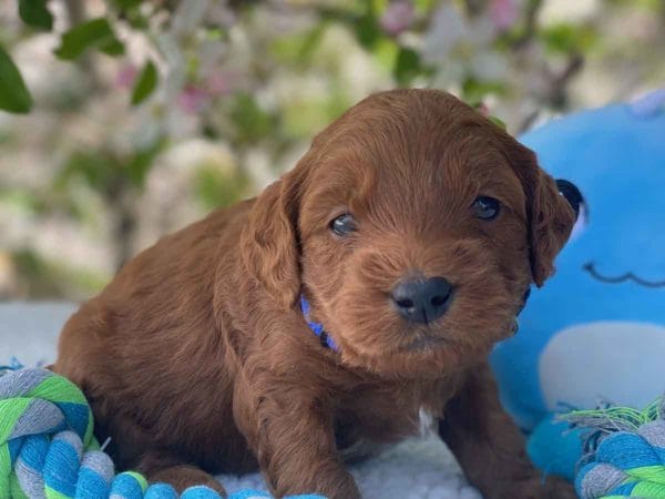 Micro GOLDENDOODLE PUPPIES, Micro Goldendoodle, Precious Doodle Dogs, Teacup Doodle Dogs, Goldendoodle, Doodle Dog, Golden Doodles, Goldendoodle for sale, Goldendoodle puppies for sale, Miniature goldendoodle, goldendoodle puppies, mini goldendoodle, mini puppies, mini goldendoodle size, Mini Doodle Dogs, f1 goldendoodle, golden retriever poodle, chocolate goldendoodle, small doodles, goldendoodle temperament, goldendoodle colors, goldendoodle price, white goldendoodle, f2 goldendoodle, mini goldendoodle price, mini goldendoodle full grown, f1 mini goldendoodle, f1b goldendoodle, parti goldendoodle, goldendoodles near me, english goldendoodle, australian goldendoodle, red goldendoodle, doodle breeds, brown goldendoodle, goldendoodle cost, adult mini goldendoodle, golden noodle dog, doodle dog breeds, miniature golden doodle, miniature puppies, golden retriever poodle mix, A Star is Born, A star is born goldendoodle, a star is born dog, Bradley Cooper's Dog, Bradley Cooper Dog, Bradley Cooper's Goldendoodle, arizona goldendoodles, goldendoodle training, goldendoodle size, how big do mini goldendoodles get, goldendoodle full grown, baby goldendoodle, goldendoodle houston, golden doodles for sale, adult goldendoodle, apricot goldendoodle, goldendoodle grooming, mini golden doodles, goldendoodle shedding, f2b goldendoodle, goldendoodle hypoallergenic, goldendoodle names, english cream goldendoodle, golden retriever and poodle mix, mini goldendoodle puppies, micro goldendoodle, mini goldendoodle puppies for sale, miniature goldendoodle for sale, goldendoodle puppies for adoption, teddy bear goldendoodle, mini goldendoodle rescue, medium goldendoodle, black goldendoodle, mini goldendoodle for sale near me, goldendoodle puppies for sale near me, mini doodle, doodle puppies, mini goldendoodle for sale, goldendoodle breeders near me, miniature goldendoodle for sale near me, toy goldendoodle, petite goldendoodle, golden doodle dog, miniature goldendoodle puppies, mini goldendoodle puppies for sale near me, goldendoodles for sale near me, mini goldedoodle breeders, goldendoodle adoption, f1b mini goldendoodle, small goldendoodle, teacup goldendoodle, goldendoodle puppies near me, goldendoodle breeders, how to groom a goldendoodle, great doodle puppies, golden doodle mix, goldendoodle tampa, goldendoodle facts, white doodle dog, white goldendoodle puppy, mini goldendoodle maryland, country mini doodles, goldendoodle los angeles, toy labradoodle puppies for sale, types of goldendoodles, mini golden retriever puppies, golden goldendoodle, mini golden retriever puppies for sale, miniature australian goldendoodle, goldendoodle sacramento, goldendoodle omaha, labradoodle goldendoodle, f1 medium goldendoodle, BEST goldendoodles, pictures of mini goldendoodles, teacup goldendoodle full grown, micro mini goldendoodle full grown, toy goldendoodle price, goldendoodle chicago, retriever doodle, teacup goldendoodle puppies for sale, cute goldendoodle, mini teddy bear puppies, miniature goldendoodle full grown, f2 mini goldendoodle, goldendoodle spokane, mini goldendoodle chicago, micro mini goldendoodle, how nbig do miniature goldendoodles get, brown mini goldendoodle, mini doodle breeds, poodle doodle dog, what is a mini goldendoodle, black mini goldendoodle, mini irish doodle puppies for sale, f1b goldendoodle size, toy golden doodles, chocolate brown goldendoodle puppies for sale, petite goldendoodle full grown, goldendoodle behavior, american goldendoodle, f1b medium goldendoodle, goldendoodle puppy cost, cute goldendoodle puppies, goldendoodle indianapolis, teddy goldendoodle, mini goldendoodle weight, teddy bear golden doodles, f1b goldendoodle puppies for sale, miniature goldendoodle size, chocolate goldendoodle puppy, english cream mini goldendoodle, doodle puppies near me, red miniature goldendoodle, cream goldendoodle, goldendoodle puppy cut, mini goldendoodle hypoallergenic, dog breed goldendoodle, goldendoodle poodle mixes, goldendoodle allergies, goldendoodle info, sandy ridge goldendoodles, lakeshore goldendoodles, toy goldendoodle puppies for sale, labradoodle and goldendoodle, goldendoodle las vegas, goldendoodle phoenix, doodle breeders near me, miniature goldendoodle weight, black and white goldendoodle, sarasota goldendoodles, mini goldendoodle dallas, a goldendoodle, what is a goldendoodle, goldendoodle dallas, mini golden doodles for sale, ginger doodle puppy, how much does a mini goldendoodle cost, goldendoodle san antonio, goldendoodle photos, goldendoodle cuts, chocolate mini goldendoodle, all about goldendoodles, goldendoodle cincinnati, black doodle dog, goldendoodle weight, miniature goldendoodle breeders, goldendoodle information, miniature goldendoodle puppies for sale, doodle puppies for sale near me, black labradoodle puppies for sale, goldendoodle seattle, golden doodles near me, teacup goldendoodle for sale, golden retriever poodle puppy, goldendoodle rochester ny, goldendoodle and poodle mix, akc goldendoodle, goldendoodle kansas city, mini goldendoodle facts, goldendoodle austin, goldendoodle doodle, goldendoodle tulsa, curly goldendoodle, brown goldendoodle puppies, f1b labradoodle puppies for sale, red mini goldendoodle, goldendoodle poodle, chocolate goldendoodle for sale, tiny goldendoodle, goldendoodle puppies breeders, english goldendoodle puppies for sale, mini golden labradoodle, f1b mini teddy bear goldendoodles, red goldendoodle puppies for sale, miniature golden retriever breeders, f1 goldendoodles for sale, teacup goldendoodle puppies, toy mini goldendoodle, xs petite goldendoodle, f2 goldendoodle puppies for sale, mini goldendoodle cost, black goldendoodle for sale, english teddy bear goldendoodle, small doodle dogs, goldendoodle nashville, english goldendoodle puppies, golden retriever poodle mix for sale, red goldendoodle puppy, parti goldendoodles for sale, english cream goldendoodles for sale, doodle puppies for sale, golden retriever poodle mix puppies, goldendoodle tucson, f1b mini goldendoodle puppies for sale, mini goldendoodle breeders northeast, teddy bear goldendoodle, toy goldendoodle rescue, petite mini goldendoodle, goldendoodle stuff, mini goldendoodles near me, teddy bear goldendoodle puppies, f1 goldendoodle puppies, teddy bear goldendoodles for sale, silver goldendoodle, buy goldendoodle, mini golden doodle dog, teddy bear goldendoodles mini, micro mini goldendoodle puppies for sale, goldendoodle dogs for sale, best goldendoodle breeders, chocolate goldendoodle puppies for sale, doodle dogs for sale, toy goldendoodle puppies, mini doodle dog, toy goldendoodle breeders, doodles for sale, goldendoodle hypoallergenic dog, mini goldendoodle breeders near me, english goldendoodle breeders, f1b mini goldendoodle for sale, teacup goldendoodle price, petite goldendoodle for sale, mini english goldendoodle, mini goldendoodle info, miniature goldendoodle puppies for sale near me, black goldendoodle puppies for sale, f1 goldendoodle puppies for sale, Micro Goldendoodles AL, Micro Goldendoodles AK, Micro Goldendoodles AZ, Micro Goldendoodles AR, Micro Goldendoodles CA, Micro Goldendoodles CO, Micro Goldendoodles CT, Micro Goldendoodles DE, Micro Goldendoodles FL, Micro Goldendoodles GA, Micro Goldendoodles HI, Micro Goldendoodles ID, Micro Goldendoodles IL, Micro Goldendoodles IN, Micro Goldendoodles IA, Micro Goldendoodles KS, Micro Goldendoodles KY, Micro Goldendoodles LA, Micro Goldendoodles ME, Micro Goldendoodles MD, Micro Goldendoodles MA, Micro Goldendoodles MI, Micro Goldendoodles MN, Micro Goldendoodles MS, Micro Goldendoodles MO, Micro Goldendoodles MT, Micro Goldendoodles NE, Micro Goldendoodles NV, Micro Goldendoodles NH, Micro Goldendoodles NJ, Micro Goldendoodles NM, Micro Goldendoodles NY, Micro Goldendoodles NC, Micro Goldendoodles ND, Micro Goldendoodles OH, Micro Goldendoodles OK, Micro Goldendoodles OR, Micro Goldendoodles PA, Micro Goldendoodles RI, Micro Goldendoodles SC, Micro Goldendoodles SD, Micro Goldendoodles TN, Micro Goldendoodles TX, Micro Goldendoodles UT, Micro Goldendoodles VT, Micro Goldendoodles VA, Micro Goldendoodles WA, Micro Goldendoodles WV, Micro Goldendoodles WI, Micro Goldendoodles WY, Micro Golden Doodles AL, Micro Golden Doodles AK, Micro Golden Doodles AZ, Micro Golden Doodles AR, Micro Golden Doodles CA, Micro Golden Doodles CO, Micro Golden Doodles CT, Micro Golden Doodles DE, Micro Golden Doodles FL, Micro Golden Doodles GA, Micro Golden Doodles HI, Micro Golden Doodles ID, Micro Golden Doodles IL, Micro Golden Doodles IN, Micro Golden Doodles IA, Micro Golden Doodles KS, Micro Golden Doodles KY, Micro Golden Doodles LA, Micro Golden Doodles ME, Micro Golden Doodles MD, Micro Golden Doodles MA, Micro Golden Doodles MI, Micro Golden Doodles MN, Micro Golden Doodles MS, Micro Golden Doodles MO, Micro Golden Doodles MT, Micro Golden Doodles NE, Micro Golden Doodles NV, Micro Golden Doodles NH, Micro Golden Doodles NJ, Micro Golden Doodles NM, Micro Golden Doodles NY, Micro Golden Doodles NC, Micro Golden Doodles ND, Micro Golden Doodles OH, Micro Golden Doodles OK, Micro Golden Doodles OR, Micro Golden Doodles PA, Micro Golden Doodles RI, Micro Golden Doodles SC, Micro Golden Doodles SD, Micro Golden Doodles TN, Micro Golden Doodles TX, Micro Golden Doodles UT, Micro Golden Doodles VT, Micro Golden Doodles VA, Micro Golden Doodles WA, Micro Golden Doodles WV, Micro Golden Doodles WI, Micro Golden Doodles WY, Micro Goldendoodle Alabama, Micro Goldendoodle Alaska, Micro Goldendoodle Arizona, Micro Goldendoodle Arkansas, Micro Goldendoodle California, Micro Goldendoodle Colorado, Micro Goldendoodle Connecticut, Micro Goldendoodle Delaware, Micro Goldendoodle Florida, Micro Goldendoodle Georgia, Micro Goldendoodle Hawaii, Micro Goldendoodle Idaho, Micro Goldendoodle Illinois, Micro Goldendoodle Indiana, Micro Goldendoodle Iowa, Micro Goldendoodle Kansas, Micro Goldendoodle Kentucky, Micro Goldendoodle Louisiana, Micro Goldendoodle Maine, Micro Goldendoodle Maryland, Micro Goldendoodle Massachusetts, Micro Goldendoodle Michigan, Micro Goldendoodle Minnesota, Micro Goldendoodle Mississippi, Micro Goldendoodle Missouri, Micro Goldendoodle Montana, Micro Goldendoodle Nebraska, Micro Goldendoodle Nevada, Micro Goldendoodle New Hampshire, Micro Goldendoodle New Jersey, Micro Goldendoodle New Mexico, Micro Goldendoodle New York, Micro Goldendoodle North Carolina, Micro Goldendoodle North Dakota, Micro Goldendoodle Ohio, Micro Goldendoodle Oklahoma, Micro Goldendoodle Oregon, Micro Goldendoodle Pennsylvania, Micro Goldendoodle Rhode Island, Micro Goldendoodle South Carolina, Micro Goldendoodle South Dakota, Micro Goldendoodle Tennessee, Micro Goldendoodle Texas, Micro Goldendoodle Utah, Micro Goldendoodle Vermont, Micro Goldendoodle Virginia, Micro Goldendoodle Washington, Micro Goldendoodle West Virginia, Micro Goldendoodle Wisconsin, Micro Goldendoodle Wyoming, Micro Goldendoodle breeders AL, Micro Goldendoodle breeders AK, Micro Goldendoodle breeders AZ, Micro Goldendoodle breeders AR, Micro Goldendoodle breeders CA, Micro Goldendoodle breeders CO, Micro Goldendoodle breeders CT, Micro Goldendoodle breeders DE, Micro Goldendoodle breeders FL, Micro Goldendoodle breeders GA, Micro Goldendoodle breeders HI, Micro Goldendoodle breeders ID, Micro Goldendoodle breeders IL, Micro Goldendoodle breeders IN, Micro Goldendoodle breeders IA, Micro Goldendoodle breeders KS, Micro Goldendoodle breeders KY, Micro Goldendoodle breeders LA, Micro Goldendoodle breeders ME, Micro Goldendoodle breeders MD, Micro Goldendoodle breeders MA, Micro Goldendoodle breeders MI, Micro Goldendoodle breeders MN, Micro Goldendoodle breeders MS, Micro Goldendoodle breeders MO, Micro Goldendoodle breeders MT, Micro Goldendoodle breeders NE, Micro Goldendoodle breeders NV, Micro Goldendoodle breeders NH, Micro Goldendoodle breeders NJ, Micro Goldendoodle breeders NM, Micro Goldendoodle breeders NY, Micro Goldendoodle breeders NC, Micro Goldendoodle breeders ND, Micro Goldendoodle breeders OH, Micro Goldendoodle breeders OK, Micro Goldendoodle breeders OR, Micro Goldendoodle breeders PA, Micro Goldendoodle breeders RI, Micro Goldendoodle breeders SC, Micro Goldendoodle breeders SD, Micro Goldendoodle breeders TN, Micro Goldendoodle breeders TX, Micro Goldendoodle breeders UT, Micro Goldendoodle breeders VT, Micro Goldendoodle breeders VA, Micro Goldendoodle breeders WA, Micro Goldendoodle breeders WV, Micro Goldendoodle breeders WI, Micro Goldendoodle breeders WY, Micro Golden doodle puppies for sale in AL, Micro Golden doodle puppies for sale in AK, Micro Golden doodle puppies for sale in AZ, Micro Golden doodle puppies for sale in AR, Micro Golden doodle puppies for sale in CA, Micro Golden doodle puppies for sale in CO, Micro Golden doodle puppies for sale in CT, Micro Golden doodle puppies for sale in DE, Micro Golden doodle puppies for sale in FL, Micro Golden doodle puppies for sale in GA, Micro Golden doodle puppies for sale in HI, Micro Golden doodle puppies for sale in ID, Micro Golden doodle puppies for sale in IL, Micro Golden doodle puppies for sale in IN, Micro Golden doodle puppies for sale in IA, Micro Golden doodle puppies for sale in KS, Micro Golden doodle puppies for sale in KY, Micro Golden doodle puppies for sale in LA, Micro Golden doodle puppies for sale in ME, Micro Golden doodle puppies for sale in MD, Micro Golden doodle puppies for sale in MA, Micro Golden doodle puppies for sale in MI, Micro Golden doodle puppies for sale in MN, Micro Golden doodle puppies for sale in MS, Micro Golden doodle puppies for sale in MO, Micro Golden doodle puppies for sale in MT, Micro Golden doodle puppies for sale in NE, Micro Golden doodle puppies for sale in NV, Micro Golden doodle puppies for sale in NH, Micro Golden doodle puppies for sale in NJ, Micro Golden doodle puppies for sale in NM, Micro Golden doodle puppies for sale in NY, Micro Golden doodle puppies for sale in NC, Micro Golden doodle puppies for sale in ND, Micro Golden doodle puppies for sale in OH, Micro Golden doodle puppies for sale in OK, Micro Golden doodle puppies for sale in OR, Micro Golden doodle puppies for sale in PA, Micro Golden doodle puppies for sale in RI, Micro Golden doodle puppies for sale in SC, Micro Golden doodle puppies for sale in SD, Micro Golden doodle puppies for sale in TN, Micro Golden doodle puppies for sale in TX, Micro Golden doodle puppies for sale in UT, Micro Golden doodle puppies for sale in VT, Micro Golden doodle puppies for sale in VA, Micro Golden doodle puppies for sale in WA, Micro Golden doodle puppies for sale in WV, Micro Golden doodle puppies for sale in WI, Micro Golden doodle puppies for sale in WY, Micro Goldendoodles for sale in AL, Micro Goldendoodles for sale in AK, Micro Goldendoodles for sale in AZ, Micro Goldendoodles for sale in AR, Micro Goldendoodles for sale in CA, Micro Goldendoodles for sale in CO, Micro Goldendoodles for sale in CT, Micro Goldendoodles for sale in DE, Micro Goldendoodles for sale in FL, Micro Goldendoodles for sale in GA, Micro Goldendoodles for sale in HI, Micro Goldendoodles for sale in ID, Micro Goldendoodles for sale in IL, Micro Goldendoodles for sale in IN, Micro Goldendoodles for sale in IA, Micro Goldendoodles for sale in KS, Micro Goldendoodles for sale in KY, Micro Goldendoodles for sale in LA, Micro Goldendoodles for sale in ME, Micro Goldendoodles for sale in MD, Micro Goldendoodles for sale in MA, Micro Goldendoodles for sale in MI, Micro Goldendoodles for sale in MN, Micro Goldendoodles for sale in MS, Micro Goldendoodles for sale in MO, Micro Goldendoodles for sale in MT, Micro Goldendoodles for sale in NE, Micro Goldendoodles for sale in NV, Micro Goldendoodles for sale in NH, Micro Goldendoodles for sale in NJ, Micro Goldendoodles for sale in NM, Micro Goldendoodles for sale in NY, Micro Goldendoodles for sale in NC, Micro Goldendoodles for sale in ND, Micro Goldendoodles for sale in OH, Micro Goldendoodles for sale in OK, Micro Goldendoodles for sale in OR, Micro Goldendoodles for sale in PA, Micro Goldendoodles for sale in RI, Micro Goldendoodles for sale in SC, Micro Goldendoodles for sale in SD, Micro Goldendoodles for sale in TN, Micro Goldendoodles for sale in TX, Micro Goldendoodles for sale in UT, Micro Goldendoodles for sale in VT, Micro Goldendoodles for sale in VA, Micro Goldendoodles for sale in WA, Micro Goldendoodles for sale in WV, Micro Goldendoodles for sale in WI, Micro Goldendoodles for sale in WY, Micro Golden doodles Alabama, Micro Golden doodles Alaska, Micro Golden doodles Arizona, Micro Golden doodles Arkansas, Micro Golden doodles California, Micro Golden doodles Colorado, Micro Golden doodles Connecticut, Micro Golden doodles Delaware, Micro Golden doodles Florida, Micro Golden doodles Georgia, Micro Golden doodles Hawaii, Micro Golden doodles Idaho, Micro Golden doodles Illinois, Micro Golden doodles Indiana, Micro Golden doodles Iowa, Micro Golden doodles Kansas, Micro Golden doodles Kentucky, Micro Golden doodles Louisiana, Micro Golden doodles Maine, Micro Golden doodles Maryland, Micro Golden doodles Massachusetts, Micro Golden doodles Michigan, Micro Golden doodles Minnesota, Micro Golden doodles Mississippi, Micro Golden doodles Missouri, Micro Golden doodles Montana, Micro Golden doodles Nebraska, Micro Golden doodles Nevada, Micro Golden doodles New Hampshire, Micro Golden doodles New Jersey, Micro Golden doodles New Mexico, Micro Golden doodles New York, Micro Golden doodles North Carolina, Micro Golden doodles North Dakota, Micro Golden doodles Ohio, Micro Golden doodles Oklahoma, Micro Golden doodles Oregon, Micro Golden doodles Pennsylvania, Micro Golden doodles Rhode Island, Micro Golden doodles South Carolina, Micro Golden doodles South Dakota, Micro Golden doodles Tennessee, Micro Golden doodles Texas, Micro Golden doodles Utah, Micro Golden doodles Vermont, Micro Golden doodles Virginia, Micro Golden doodles Washington, Micro Golden doodles West Virginia, Micro Golden doodles Wisconsin, Micro Golden doodles Wyoming, Golden doodle Breeders AL, Golden doodle Breeders AK, Golden doodle Breeders AZ, Golden doodle Breeders AR, Golden doodle Breeders CA, Golden doodle Breeders CO, Golden doodle Breeders CT, Golden doodle Breeders DE, Golden doodle Breeders FL, Golden doodle Breeders GA, Golden doodle Breeders HI, Golden doodle Breeders ID, Golden doodle Breeders IL, Golden doodle Breeders IN, Golden doodle Breeders IA, Golden doodle Breeders KS, Golden doodle Breeders KY, Golden doodle Breeders LA, Golden doodle Breeders ME, Golden doodle Breeders MD, Golden doodle Breeders MA, Golden doodle Breeders MI, Golden doodle Breeders MN, Golden doodle Breeders MS, Golden doodle Breeders MO, Golden doodle Breeders MT, Golden doodle Breeders NE, Golden doodle Breeders NV, Golden doodle Breeders NH, Golden doodle Breeders NJ, Golden doodle Breeders NM, Golden doodle Breeders NY, Golden doodle Breeders NC, Golden doodle Breeders ND, Golden doodle Breeders OH, Golden doodle Breeders OK, Golden doodle Breeders OR, Golden doodle Breeders PA, Golden doodle Breeders RI, Golden doodle Breeders SC, Golden doodle Breeders SD, Golden doodle Breeders TN, Golden doodle Breeders TX, Golden doodle Breeders UT, Golden doodle Breeders VT, Golden doodle Breeders VA, Golden doodle Breeders WA, Golden doodle Breeders WV, Golden doodle Breeders WI, Golden doodle Breeders WY, Micro Golden doodles for sale in AL, Micro Golden doodles for sale in AK, Micro Golden doodles for sale in AZ, Micro Golden doodles for sale in AR, Micro Golden doodles for sale in CA, Micro Golden doodles for sale in CO, Micro Golden doodles for sale in CT, Micro Golden doodles for sale in DE, Micro Golden doodles for sale in FL, Micro Golden doodles for sale in GA, Micro Golden doodles for sale in HI, Micro Golden doodles for sale in ID, Micro Golden doodles for sale in IL, Micro Golden doodles for sale in IN, Micro Golden doodles for sale in IA, Micro Golden doodles for sale in KS, Micro Golden doodles for sale in KY, Micro Golden doodles for sale in LA, Micro Golden doodles for sale in ME, Micro Golden doodles for sale in MD, Micro Golden doodles for sale in MA, Micro Golden doodles for sale in MI, Micro Golden doodles for sale in MN, Micro Golden doodles for sale in MS, Micro Golden doodles for sale in MO, Micro Golden doodles for sale in MT, Micro Golden doodles for sale in NE, Micro Golden doodles for sale in NV, Micro Golden doodles for sale in NH, Micro Golden doodles for sale in NJ, Micro Golden doodles for sale in NM, Micro Golden doodles for sale in NY, Micro Golden doodles for sale in NC, Micro Golden doodles for sale in ND, Micro Golden doodles for sale in OH, Micro Golden doodles for sale in OK, Micro Golden doodles for sale in OR, Micro Golden doodles for sale in PA, Micro Golden doodles for sale in RI, Micro Golden doodles for sale in SC, Micro Golden doodles for sale in SD, Micro Golden doodles for sale in TN, Micro Golden doodles for sale in TX, Micro Golden doodles for sale in UT, Micro Golden doodles for sale in VT, Micro Golden doodles for sale in VA, Micro Golden doodles for sale in WA, Micro Golden doodles for sale in WV, Micro Golden doodles for sale in WI, Micro Golden doodles for sale in WY,