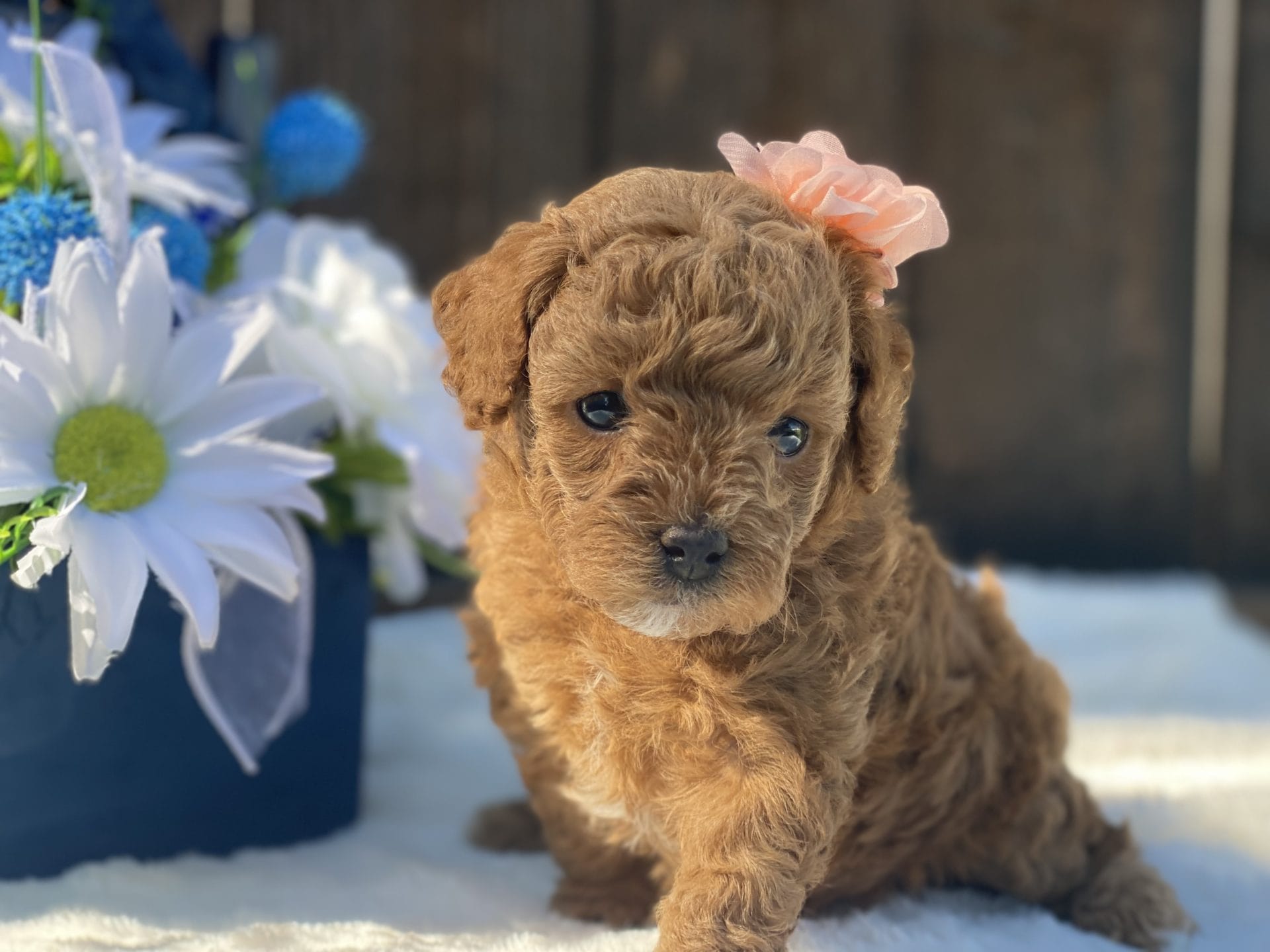 Bubbles - Micro Goldendoodle Girl - Precious Doodle Dogs ...