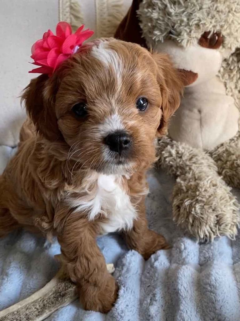 Tiger Lilly Teacup Cavapoo Girl Cavapoo puppies for sale
