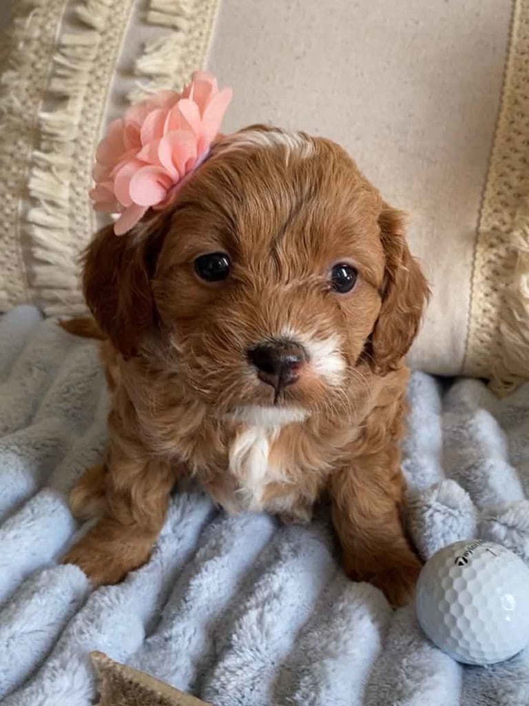 Tink - Teacup Cavapoo Girl - Cavapoo puppies for sale