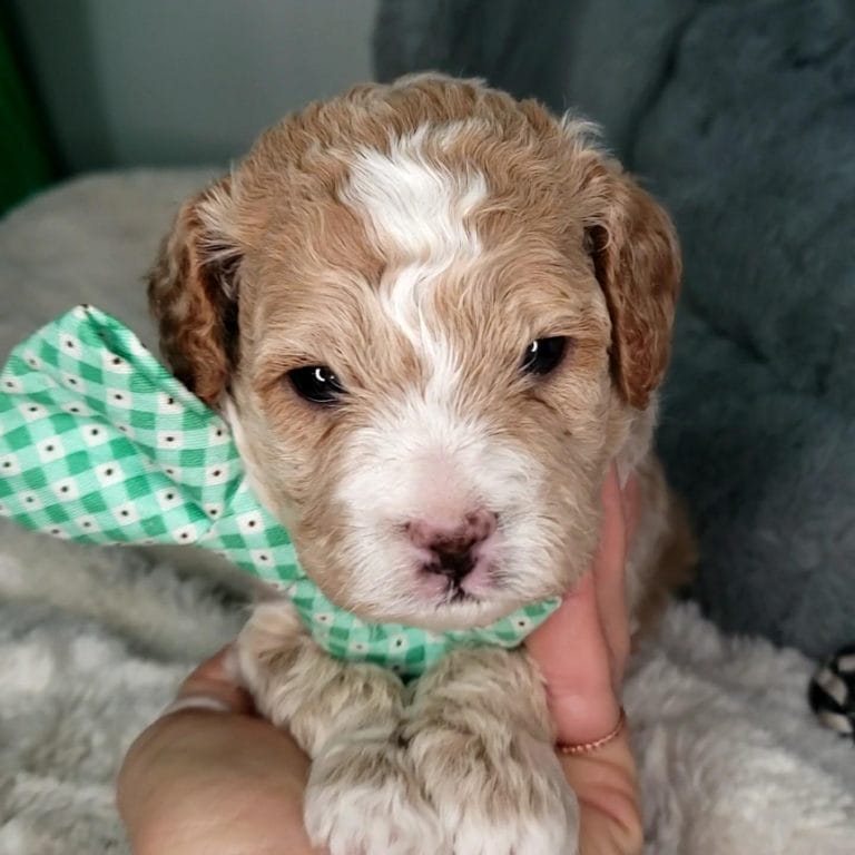 Salted Caramel -Teacup Cavapoo Boy - Cavapoo puppies for sale