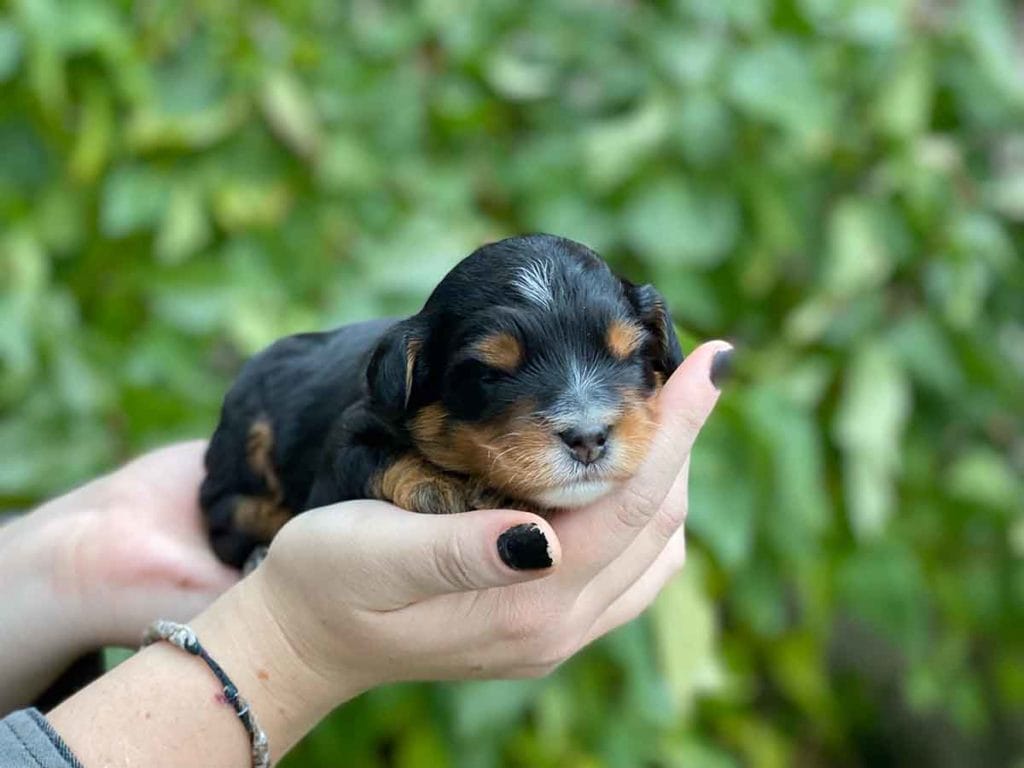 Jack Teacup Bernedoodle Boy Precious Doodle Dogs Goldendoodles Cavapoos & Labradoodle puppies