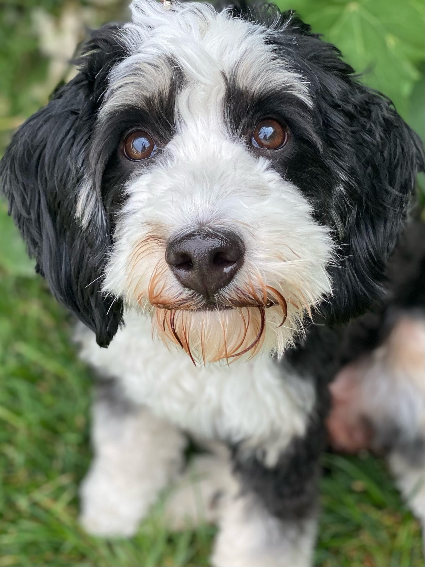 Radar - Teacup Bernedoodle Boy - Precious Doodle Dogs - Goldendoodles ...