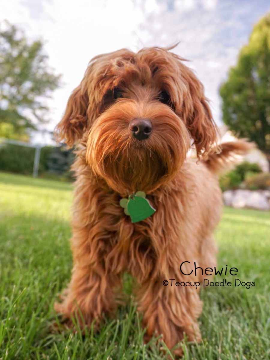 Teacup Goldendoodles