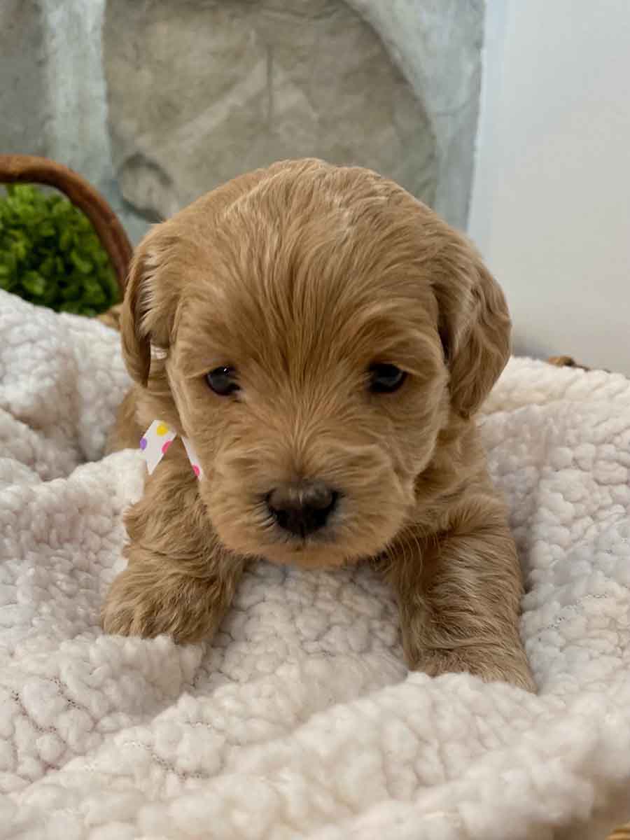 Roxy - Teacup Labradoodle Girl - Precious Doodle Dogs - Goldendoodles ...