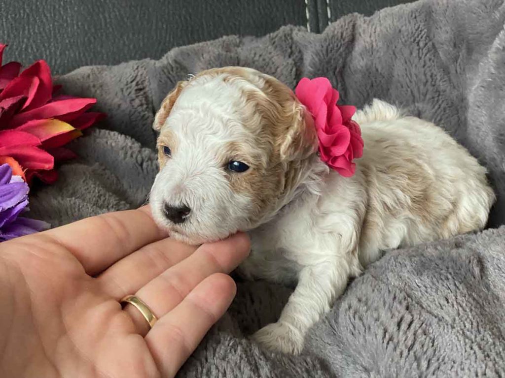 Thumper-Micro_Goldendoodle-Micro_Golden_doodles_for_sale_near_me-Goldendoodle_puppies_for_sale-Precious_Doodle_Dogs-1