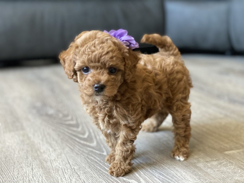 Micro_Goldendoodles-Teacup_Doodle_Dogs-Goldendoodle-Doodle_Dog-Golden_Doodles-Goldendoodle_for_sale-Goldendoodle_puppies_for_sale-Teacup_goldendoodle-goldendoodle_puppies-teacup_goldendoodle-teacup_golden_doodle_puppies-teacup_goldendoodle_size-f1bb_goldendoodle-11