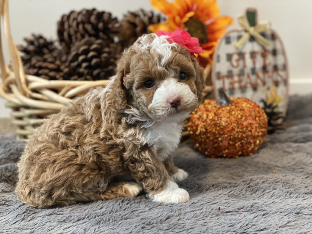 Micro_Goldendoodles-Teacup_Doodle_Dogs-Goldendoodle-Doodle_Dog-Golden_Doodles-Goldendoodle_for_sale-Goldendoodle_puppies_for_sale-Teacup_goldendoodle-goldendoodle_puppies-teacup_goldendoodle-teacup_golden_doodle_puppies-teacup_goldendoodle_size-f1bb_goldendoodle-20