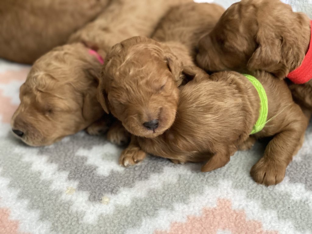 Micro_Goldendoodles-Teacup_Doodle_Dogs-Goldendoodle-Doodle_Dog-Golden_Doodles-Goldendoodle_for_sale-Goldendoodle_puppies_for_sale-Teacup_goldendoodle-goldendoodle_puppies-teacup_goldendoodle-teacup_golden_doodle_puppies-teacup_goldendoodle_size-f1bb_goldendoodle-24