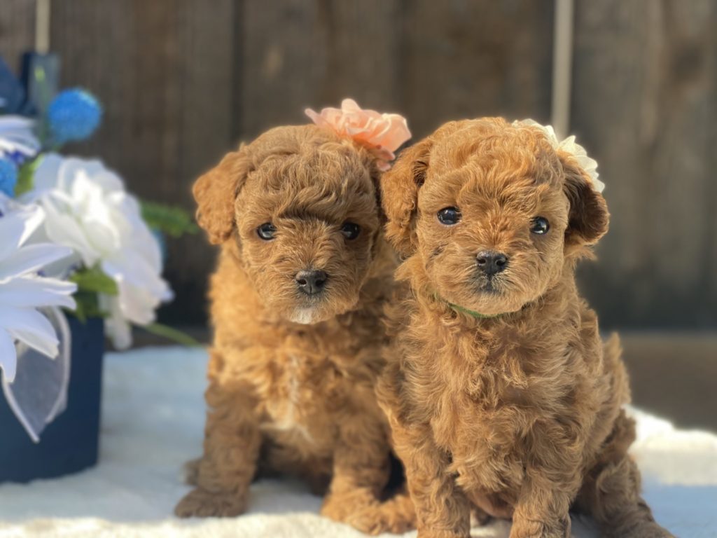 Micro_Goldendoodles-Teacup_Doodle_Dogs-Goldendoodle-Doodle_Dog-Golden_Doodles-Goldendoodle_for_sale-Goldendoodle_puppies_for_sale-Teacup_goldendoodle-goldendoodle_puppies-teacup_goldendoodle-teacup_golden_doodle_puppies-teacup_goldendoodle_size-f1bb_goldendoodle-10