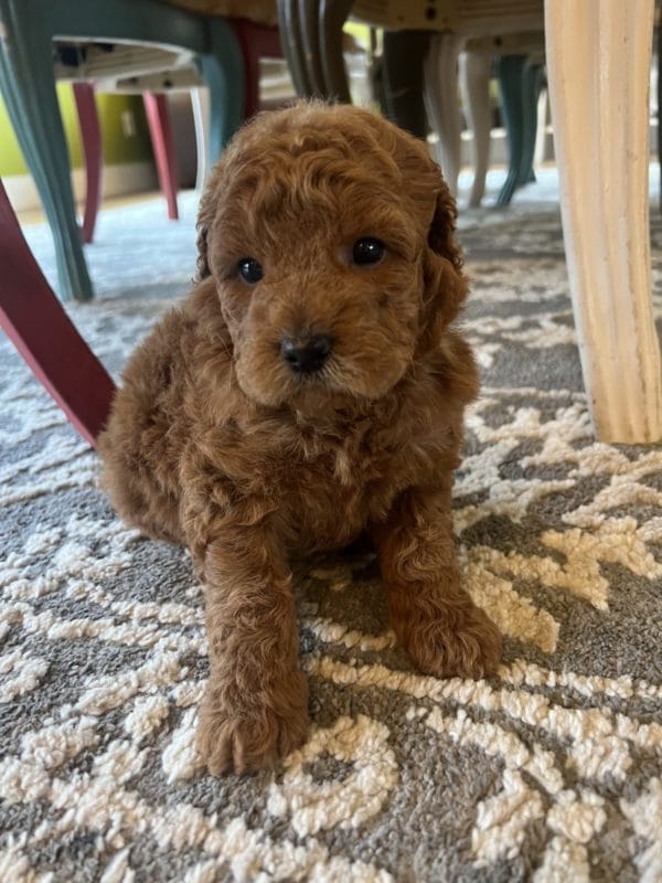 ChaCha - Toy Goldendoodle Girl - Precious Doodle Dogs