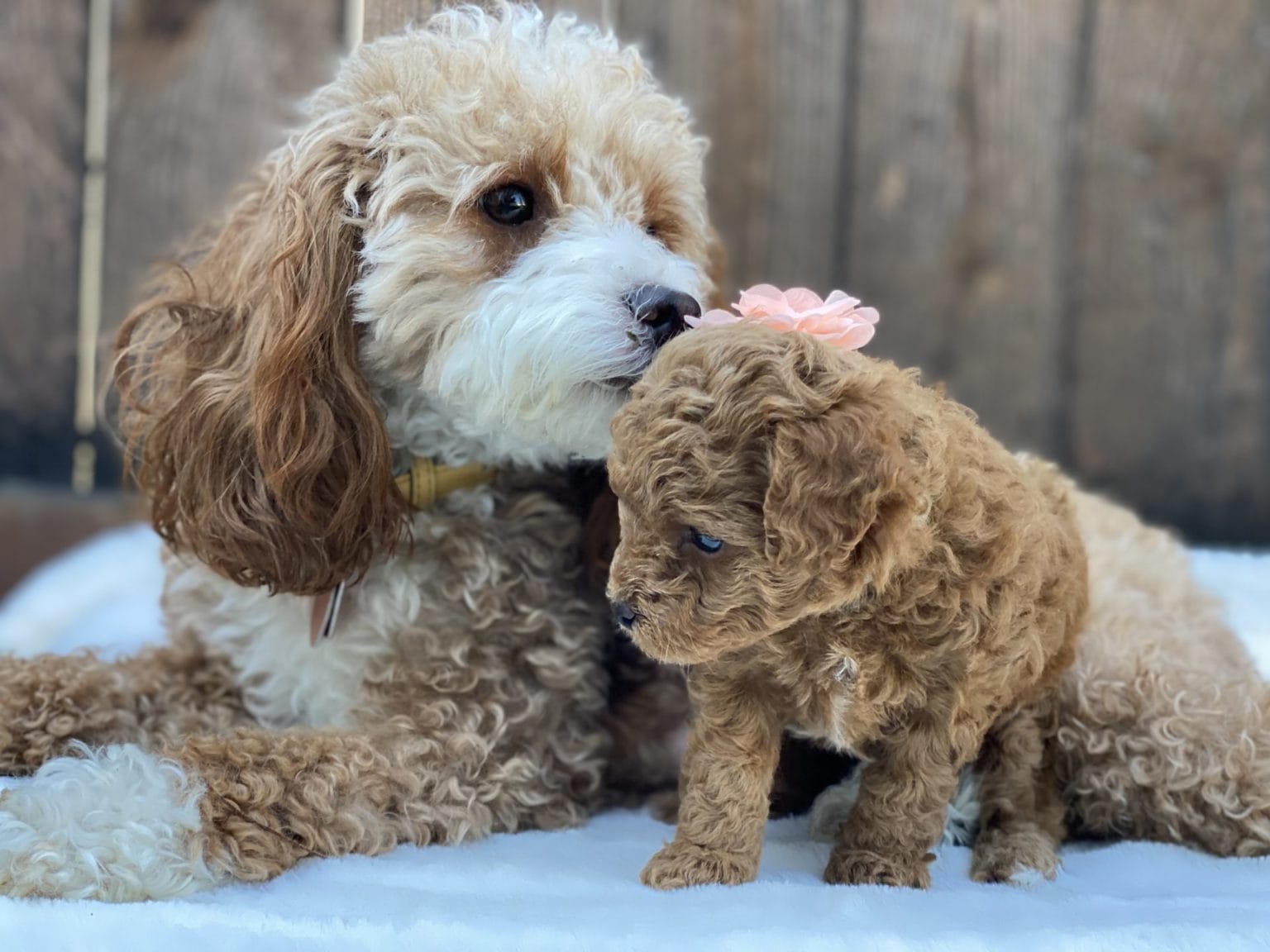 Teacup Goldendoodles