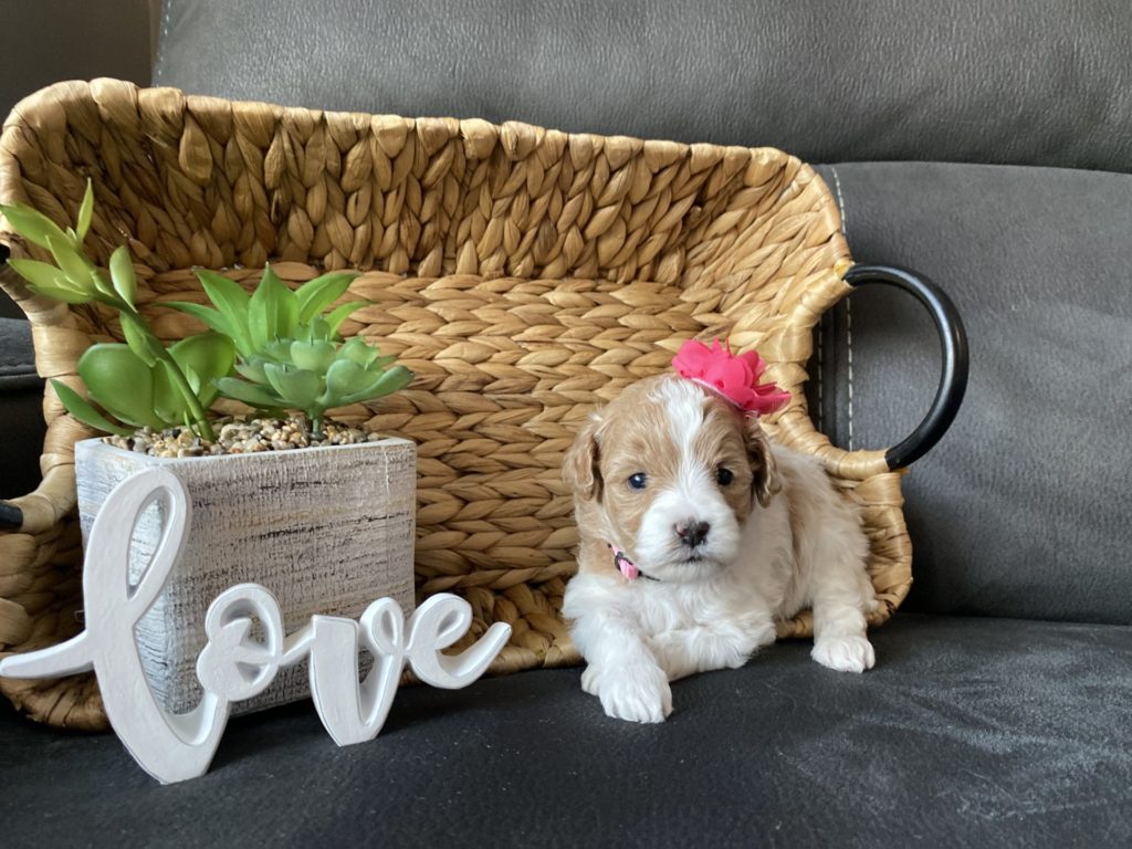 Micro_Goldendoodles-Teacup_Doodle_Dogs-Goldendoodle-Doodle_Dog-Golden_Doodles-Goldendoodle_for_sale-Goldendoodle_puppies_for_sale-Teacup_goldendoodle-goldendoodle_puppies-teacup_goldendoodle-teacup_golden_doodle_puppies-teacup_goldendoodle_size-f1bb_goldendoodle-26