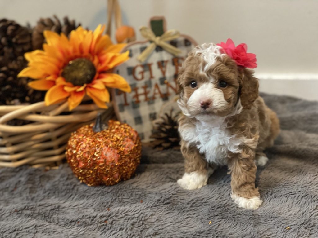 Micro_Goldendoodles-Teacup_Doodle_Dogs-Goldendoodle-Doodle_Dog-Golden_Doodles-Goldendoodle_for_sale-Goldendoodle_puppies_for_sale-Teacup_goldendoodle-goldendoodle_puppies-teacup_goldendoodle-teacup_golden_doodle_puppies-teacup_goldendoodle_size-f1bb_goldendoodle-21