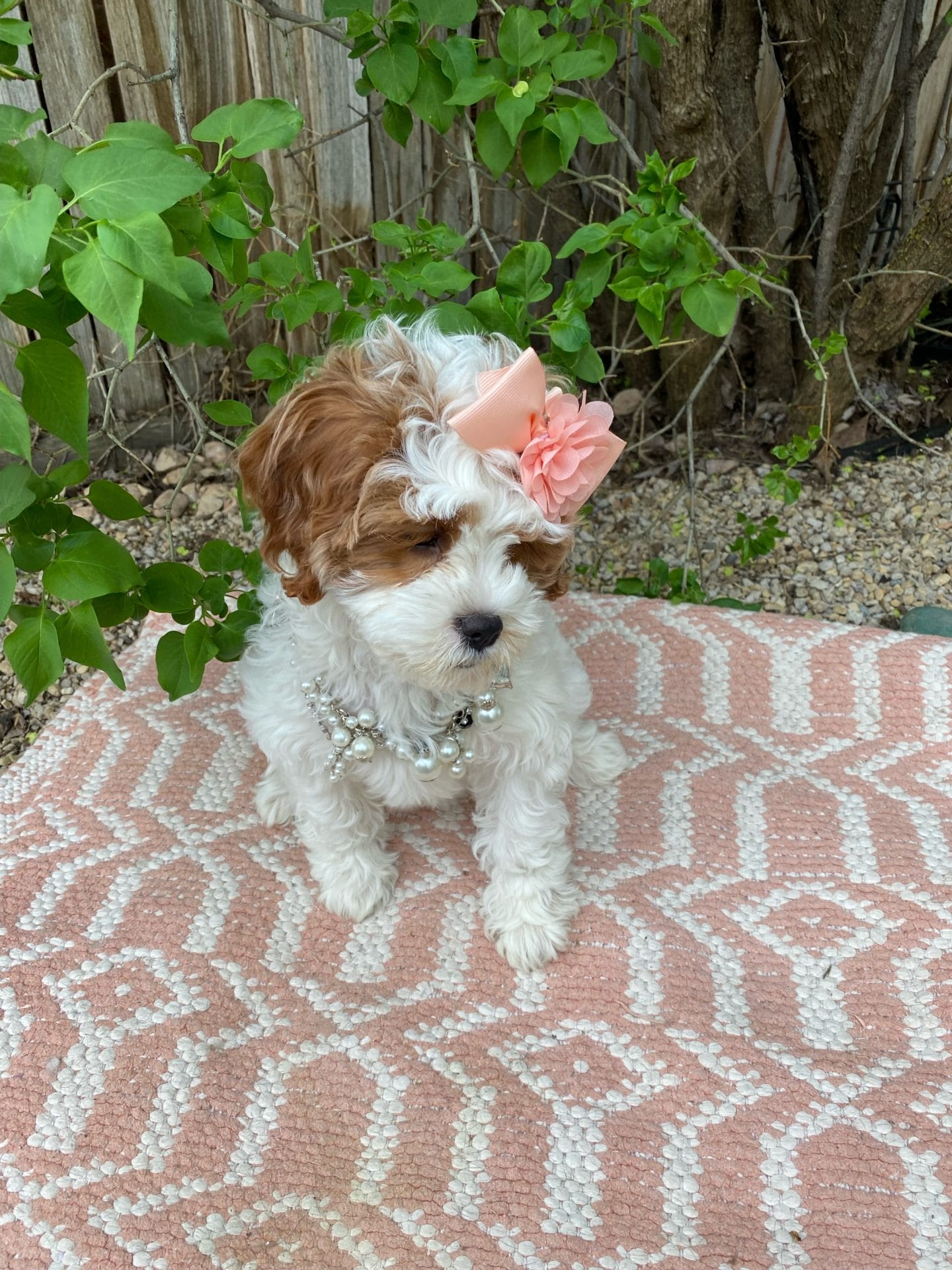 Channel - Teacup Cavapoo Girl - Cavapoo puppies for sale