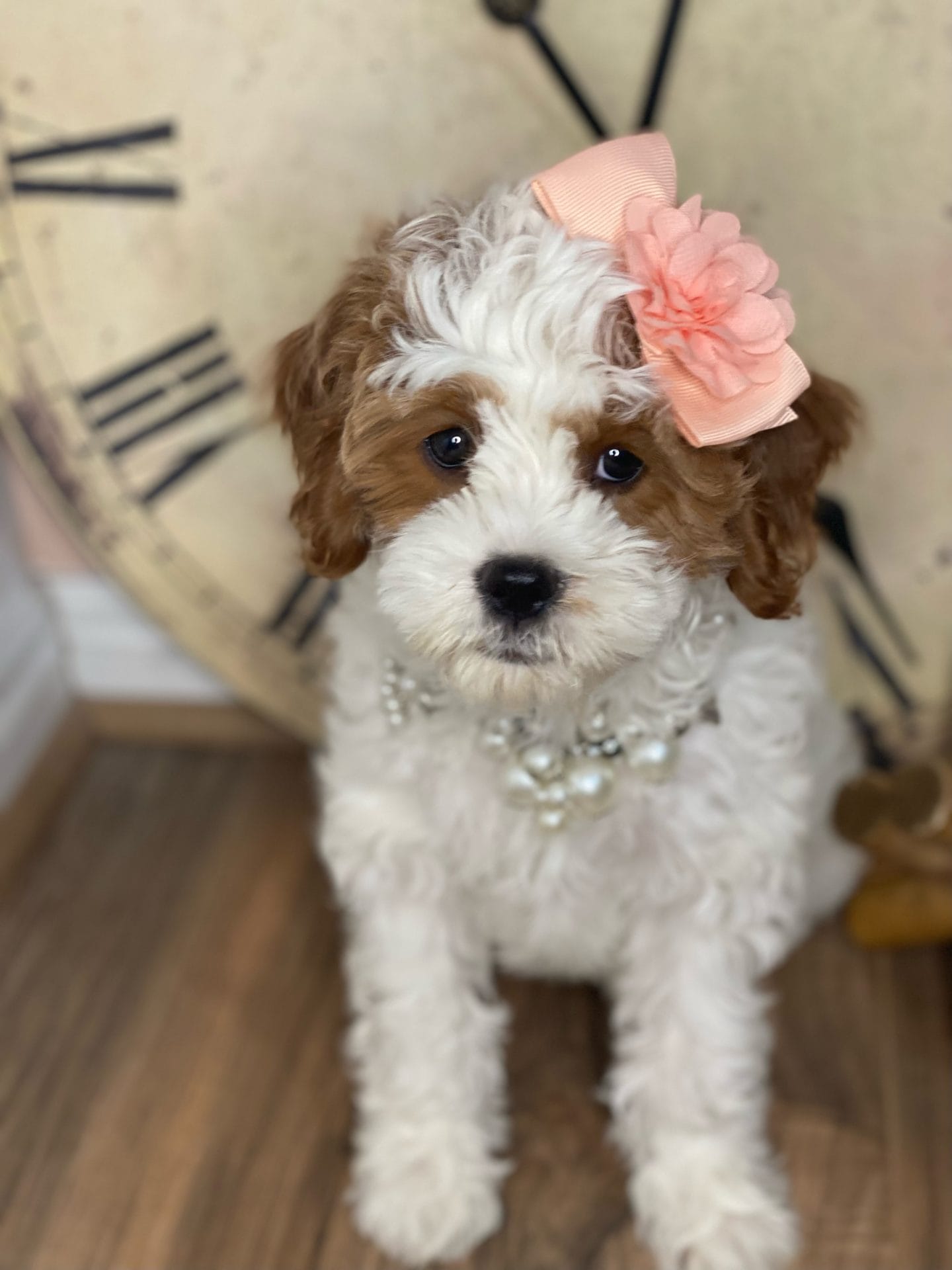 Channel - Teacup Cavapoo Girl - Cavapoo puppies for sale