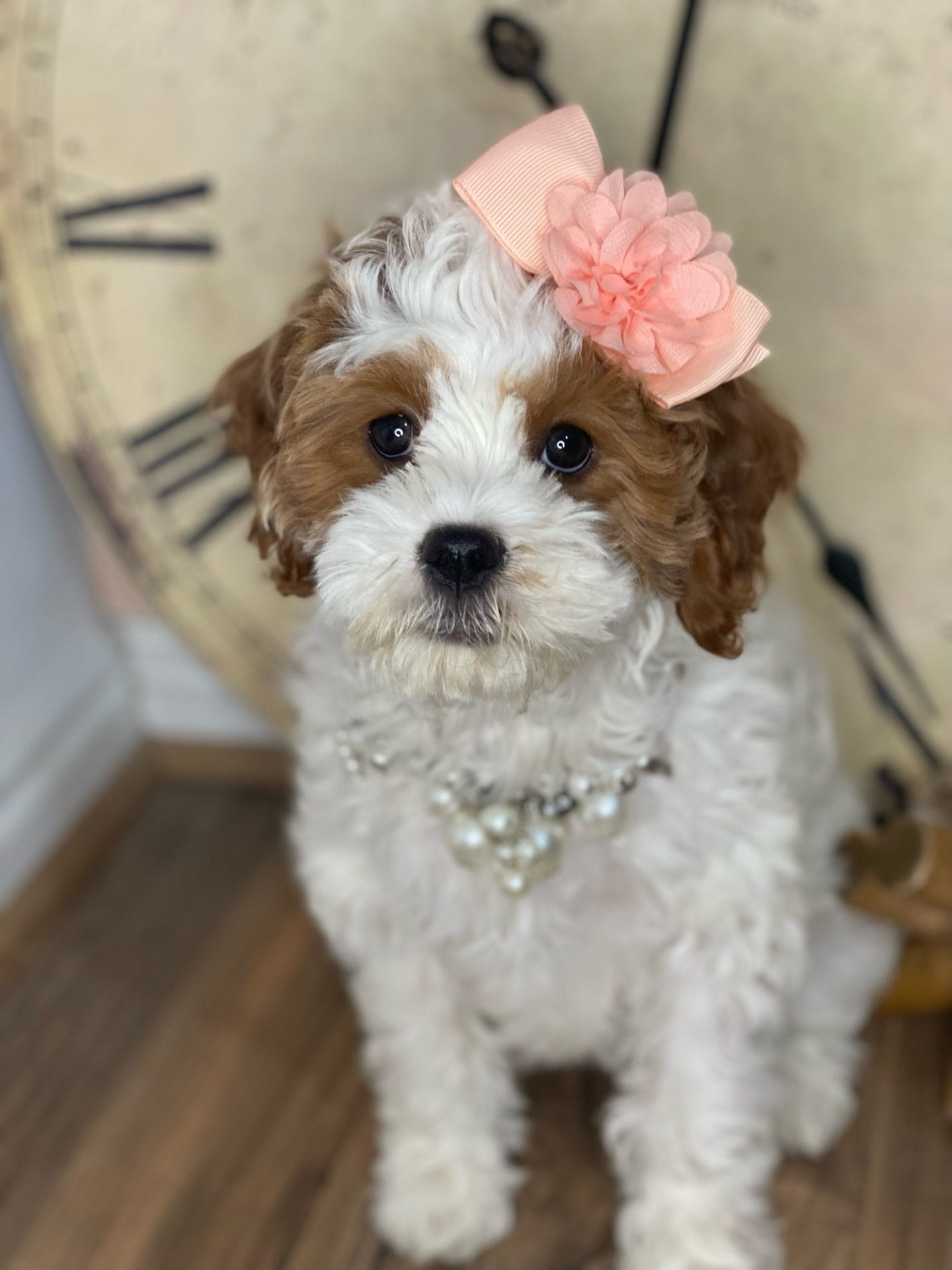 Channel - Teacup Cavapoo Girl - Cavapoo puppies for sale